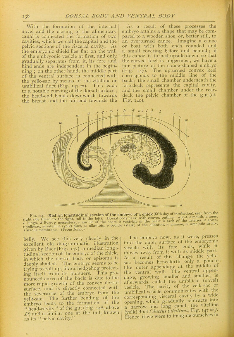 With the forinatloii of the internal navel and the closing of the alimentary canal is connected the formation of two cavities, which we call the capital and the pelvic sections of tiic visceral cavity. As the embryonic siiield lies flat on the wall of the embryonic vesicle at first, and only gradually separates from it, its fore and hind ends are independent in the begin- ning ; on the other hand, the middle part of the ventral surface is connected with the yelk-sac by means of the vitelline or umbilical duct (Fig. 147 m). This leads to a notable curving of the dorsal surface ; the head-end bends downwards towards the breast and the tail-end towards the As a result of these processes the embryo attains a shape that may be com- pared to a wooden shoe, or, better still, to an overturned canoe. Imagine a canoe or boat with both ends rounded and a small covering before and behind ; if this canoe Is turned upside down, so that the curved keel is uppermost, we have a fair picture of the canoe-shaped embryo (Fig. 147). The upturned conve.K keel corresponds to the middle line of the back ; the small chamber underneath the fore-deck represents the capital cavity, and the small chamber under the rear- deck the pelvic chamber of the gut (cf. Fig. 140). s serous membrane. (From Baer.) belly. We see this very clearly in the excellent old diagrammatic illustratloii given by Baer (Fig. 147), a median longi- tudinal section of the embryo of the chick, in which the dorsal body or episoma is deeply shaded. The embryo seems to be trying to roll up, like a hedgehog protect- ing Itself from its pursuers. This pro- nounced curve of the back is due to the more rapid growth of the convex dorsal surface, and is directly connected with the severance of the embryo from the yelk-sac. The further bending of the embryo leads to the formation of the  head-cavity  of the gut (Fig. 148, above D) and a similar one at the tail, known as its  pelvic cavity. The embryo now, as it were, presses into the outer surface of the embryonic vesicle with its free ends, while it moves away from it with Its middle part. As a result of this change the yelk- sac becomes henceforth only a pouch- like outer appendage at the middle of the ventral wall. The ventral appen- dage, growing smaller and smaller, is afterwards called the umbilical (navel) vesicle. The cavity of the yelk-sac or umbilical vesicle communicates with the corresponding visceral cavity by a wide opening, which gradually contracts into a narrow and long canal, the vitelline (yelk) duct (ductus vifellinus, Fig. 147 V- Hence, if we were to imagine ourselves in