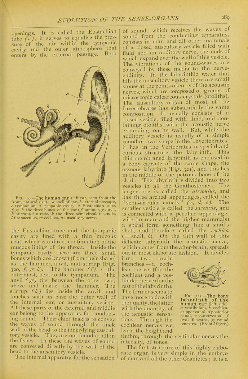 openintjs. It is called the Eustachian tube (e); it serves to equalise the pres- sure of tlie air within the tympanic cavity and the outer atmosphere that enters by the external passage. Both Fig. 320.—The hviman ear (left ear, seen from the front, n.-itural size), a shell of ear, /(external passage, c tympanum, d tjinpanic cavity, e Eustachian tube, _/, ^, A the three bones of the ear (_/hammer, ^ an\'il, //. stirrup), / utricle, k the three semi-circular canals, / the sacculus, in cochlea, n auscultory nerves t1ie Eustachian tube and the tympanic cavity are lined with a thin mucous coat, which is a direct continuation of the mucous lining of the throat. Inside the tympanic cavity there are three small bones which are known (from their shape) as the hammer, anvil, and stirrup (Fig. 320, f, g, h). The hammer ffj is the outermost, next to the tympanum. The anvil (g) fits between the other two, above and inside the hammer. The stirrup (h) lies inside the anvil, and touches with its base the outer wall of the internal ear, or auscultory vesicle. .'Ml these parts of the external and middle ear belong to the apparatus for conduct- ing sound. Their chief task is to convey the waves of sound through the thick wall of the head to the inner-lying auscul- tory vesicle. They are not found at all in the fishes. In these the waves of .sound are conveyed directly by the wall of the head to the auscultory vesicle. The internal appai-atus for the sensation of sound, which receives the waves of sound from the conducting apparatus, consists in man and all other mammals of a closed auscultory vesicle filled with fluid and an auditory nerve, the ends of which expand over the wall of this vesicle. The vibrations of the sound-waves are conveyed by these media to the nei've- endings. In the labyrinthic water that fills the auscultory vesicle there are small stones at the points of entry of the acoustic nerves, .which are composed of groups of microscopic calcareous crystals (otoliths). The auscultory organ of most of the Invertebrates lias substantially the same composition. It usually consists of a clos.ed vesicle, filled with fluid, and con- taining otoliths, with the acoustic^ nerve expanding on its wall. But, while the auditory vesicle is usually of a simple round or oval shape in the Invertebrates, it has in the Vertebrates a special and curious structure, the labyrinth. This thin-membraned labyrinth is enclosed in a bony capsule of the same shape, the osseous labyrinth (Fig. 321), and this lies in the middle of the petrous bone of the skull. The labyrinth is divided into two vesicles in all the Gnathostomes. The larger one is called the utricuJus, and has three arched appendages, called the  semi-circular canals (c, d, e). The smaller vesicle Is called the sacculus, and is connected with a peculiar appendage, with (in man and the higher mammals) a spiral form something like a snail's shell, a.nd therefore called the cochlea (= snail, b). On the thin wall of this delicate labyrinth the acoustic nerve, which comes from the after-brain, spreads out in most elaborate fashion. It divides into two main branches — a coch- lear nerve (for the cochlea) and a ves- tibular nerve (for the restof thelabyrinth). The former seems to have more to dowith thequality, the latter with the quantity, of the acoustic sensa- tions. Through the cochlear nerves we learn the height and timbre, through the vestibular nerves the intensity, of tones. The first structure of (his highly elabo- rate organ is very simple in the embryo of man and all the other Craniotes ; it is a Fig. -,2i.—The bony labyrinth of the human ear (left side). n vcslibiihmi, h cochlea, c upper c.inal, rfposlcrior canal, <• outer c.nnal, / oval fcncstr.i, g- round fenestra. (FromMeyer.)