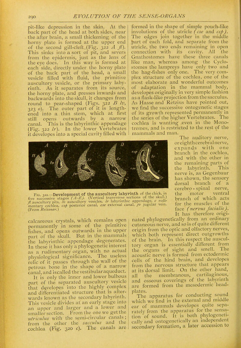 pit-like depression in the skin. At the biick part of the liead at hotli sides, near the after brain, a small thickening of the horny plate is formed at the upper end of the second gill-cleft,(Fig. 322 A JI). This sinks into a sort of pit, and severs from the epidermis, just as the lens of the eye docs. In this way is formed at each side, directly under the horny plate of the back part of the head, a small vesicle filled with fluid, the primitive auscultory vesicle, or the primary laby- rinth. As it separates froni its source, the horny plate, and presses inwards and backwards into the skull, it changes from round to pear-shaped (Figs. 322 B Iv, 323 0). The outer part of it is length- ened into a thin stem, which at first still opens outwards by a narrow canal. This is the labyrinthic appendage (Fig. 322 Ir). In the lower Vertebrates it developes into a special cavity filled with calcareous crystals, which remains open permanently in some of the primitive fishes, and opens outwards in the upper part of the skull. But in the mammals the labyrinthic appendage degenerates. In these it has only a phylogenetic interest as a rudimentary organ, with no actual physiological significance. The useless relic of it passes through the wall of the petrous bone in the shape of a narrow canal, and iscalled thevestibularaqueduct. It is only the inner and lower bulbous part of the separated auscultory vesicle that developes into the highly complex and differentiated structure that Is after- wards known as the secondary labyrinth. This vesicle divides at an early stage into an upper and larger and a lower and smaller section. From the one we get the utricuhis with the semi-circular canals ; from the other the sacculus and the cochlea (Fig. 320 c). The canals are formed in the shape of simple pouch-like involutions of the utricle (cse and csp). The edges join together in the middle ]Dart of each fold, and separate from the utricle, the two ends remaining in open connection with its cavity. All the Gnathostomes have these three canals like man, whereas among the Cyclo- stomes the lampreys have only two and the hag-fishes only one. The very com- plex structure of the cochlea, one of the most elaborate and wonderful outcomes of adaptation in the mammal body, developes originally in very simple fashion as a flask-like projection from thesacculus. As Hasse and Retzius have pointed out, we find the successive ontogenetic stages of its growth represented permanently in the series of the higher Vertebrates. The cochlea is wanting .even in the Mono- tremes, and is restricted to the rest of the mammals and man. The auditory nerve, or eightli cerebral nerve, expands with one branch in the cochlea, and with the other in the remaining parts of the labyrinth. This nerve is, as Gegenbaur has shown, the sensory dorsal branch of a cerebro - spinal nerve, the motor ventral branch of which acts for the muscles of the face (nervus facialis). It has therefore origi- nated phylogenetically from an ordinarj' cutaneous nerve, and so is of quite different origin from the optic and olfactory nerves, which both represent direct outgrowths of the brain. In this respect the auscul- tory organ is essentially different from the organs of sight and smell. The acoustic nerve is formed from ectodermic cells of the hind brain, and developes from the nervous structure that appears at its dorsal limit. On the other hand, all the membranous, cartilaginous, and osseous coverings of the labyrinth are formed from the mesodermic head- plates. The apparatus for conductmg sound which we find in the external and middle ear of mammals developes quite sepa- rately from the apparatus for the sensa- tion of sound. It is both phylogeneti- cally and ontogenetically an independent secondary formation, a later accession to Fig. 122.—Development of the auscultory labyrinth of the chick, in five successive stages (A-E). (Vertical transverse sections of the skull.) fl auscultory pits, Iv auscultory vesicles, Ir labyrinthic appendage, c rudi- mentary cochlea, csp posterior canal, cse external canal, jv jugular vein. (From Reissner.)