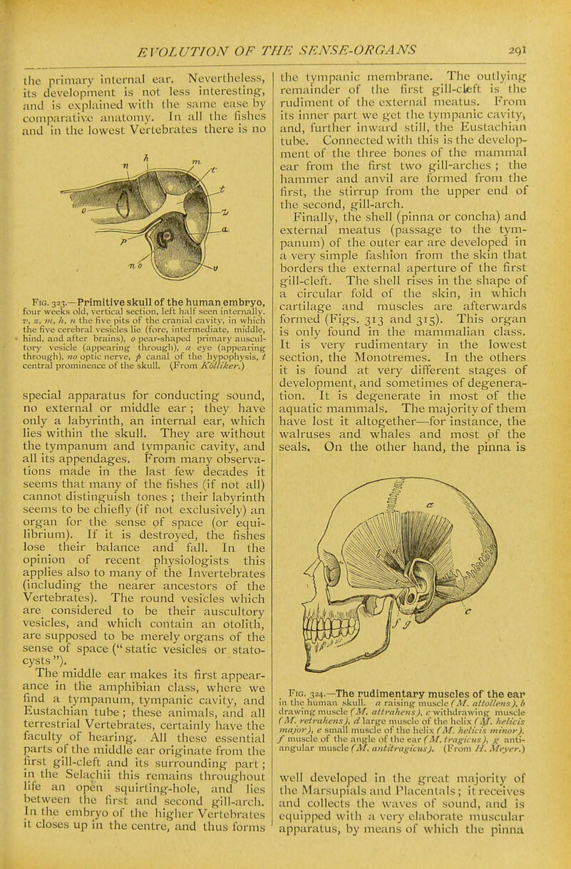 the primary internal ear. Nevertheless, its development is not less interesting, and is explained with the same ease by comparative anatomy. In all the fishes and in the lowest Vertebrates there is no Fig. 323.—Primitive skull of the human embryo, four weeks old, vertical section, left half seen internally. 7', s, m, h, n the five pits of the cranial cavity, in which the five cerebral vesicles lie (fore, intermediate, middle, hind, and after brains), 0 pear-shaped primary auscul- tory vesicle (appearing through), a eye (appearing* through), no optic nerve, ^ canal of the hypophysis, t central prominence of the skull. (From KolUker.) special apparatus for conducting sound, no external or middle ear ; they have only a labyrinth, an internal ear, which lies within the skull. They are without the tympanum and tympanic cavity, and all its appendages. From many observa- tions made in the last few decades it seems that many of the fishes (if not all) cannot distinguish tones ; their labyrinth seems to be chiefly (if not exclusively) an organ for the sense of space (or equi- librium). If it is destroyed, the fishes lose their balance and fall. In the opinion of recent physiologists this applies also to many of the Invertebrates (including the nearer ancestors of the Vertebrates). The round vesicles which are_ considered to be their auscultory vesicles, and which contain an otolith, are supposed to be merely organs of the sense of space ( static vesicles or stato- cysts). The middle ear makes its first appear- ance in the amphibian class, where we find a tympanum, tympanic cavity, and Eustachian tube ; these animals, and all terrestrial Vertebrates, certainly have the faculty of hearing. All these essential parts of the middle ear originate from the first gill-cleft and its surrounding part; in tlie Selachii this remains throughout life an open squirting-hole, and lies between the first and second gill-arch. In the embryo of the higher Vertebrates it closes up in the centre, and thus forms the tympanic membrane. The outlying remainder of the first gill-cleft is the rudiment of the external meatus. From its inner part we get (he tympanic cavity, and, further inward still, the Eustachian tube. Connected with this is the develop- ment of the three bones of the mammal ear from the first two gill-arches ; the hammer and anvil are formed from the first, the stirrup from the upper end of the second, gill-arch. Finally, the shell (pinna or concha) and external meatus (passage to tlie tym- panum) of the outer ear are developed in a very simple fashion from the skin that borders the external aperture of the first gill-cleft. The sliell rises in the shape of a circular fold of the skin, in which cartilage and muscles are afterwards formed (Figs. 313 and 315). This organ is only found in the mammalian class. It is very rudimentary in the lowest section, the Monotremes. In the others it is found at very different stages of development, and sometimes of degenera- tion. It is degenerate in most of the aquatic mammals. The majority of them have lost it altogether—for instance, the walruses and whales and most of the seals. On the other hand, the pinna is Fig. 324.—The rudimentapy muscles of the ear in the human skull. « raising muscle ('jl/. nZ/o/Zcxs^, 4 dr.awing muscle (M. aitrahnts), c withdrawing muscle (M. retrahens), d large mu.scle of the helix (hclicis major), e small muscle of the heli.K (M. hclicis minor), f muscle of the angle of the ear (M. trasiciis), anti- angular muscle (M. aniitrasictis). (From H. Mryer.) well developed in the great majority of the Marsupials and Piacentals; it receives and collects the waves of sound, and is equipped with a very elaborate muscular apparatus, by means of which the pinna