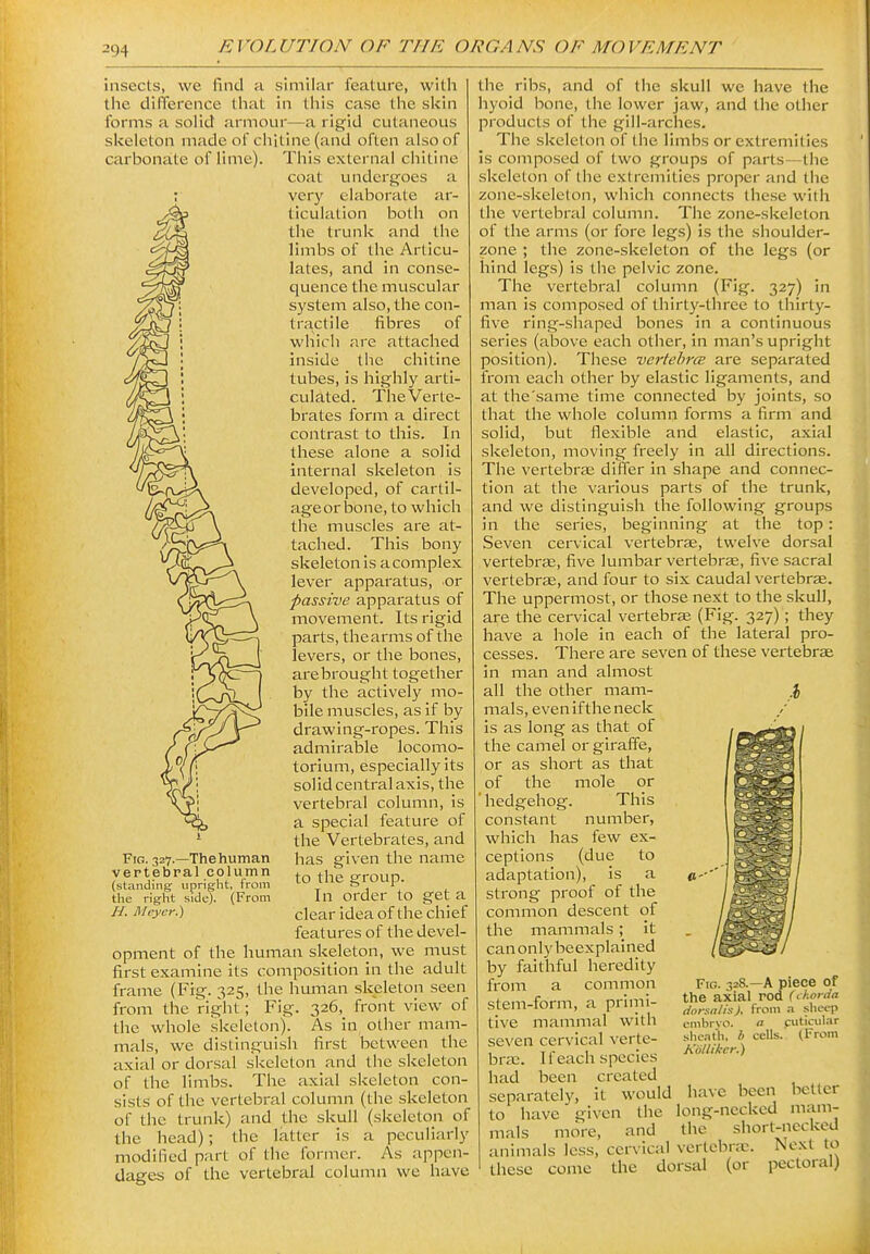 6^ insects, we find a similar feature, witli tiie difference that in tliis case the slcin forms a solid armour—a rigid cutaneous skeleton made of chitine (and often also of carbonate of lime). This external chitine coat undergoes a ; very elaborate ar- ticulation both on the trunk and the limbs of the Articu- lates, and in conse- quence the muscular system also, the con- tractile fibres of which are attached inside tlie chitine tubes, is highly arti- culated. The Verte- brates form a direct contrast to this. In these alone a solid internal skeleton is developed, of cartil- ageor bone, to which the muscles are at- tached. This bony skeleton Is a complex lever appai'atus, or passive apparatus of movement. Its rigid parts, thearms of the levers, or the bones, are brought together by tile actively mo- bile muscles, as if by drawing-ropes. This admirable locomo- torium, especially its solid central axis, the vertebral column, is a special feature of the Vertebrates, and has given the name to the group. In order to get a clear idea of the chief features of the devel- opment of the human skeleton, we must first examine its composition in the adult frame (Fig. 325, the human skeleton seen from the right; Fig. 326, front view of the whole skeleton). As in other mam- mals, we distinguish first between the axial or dorsal skeleton and the skeleton of the limbs. The axial skeleton con- sists of the vertebral column (the skeleton of the trunk) and the skull (skeleton of the head); the latter is a peculiarly modified part of the former. As appen- dages of the vertebrcd column we have Fig. 327.—The human vertebral column (standing upright, from the right side). (From H. Meyer.) the ribs, and of the skull we have the hyoid bone, the lower jaw, and the other products of the gill-arches. The skeleton of the limbs or extremities is composed of two groups of parts—the skeleton of the extremities proper and the zone-skeleton, which connects these with the vertebral column. The zone-skeleton of the arms (or fore legs) is the shoulder- zone ; the zone-skeleton of the legs (or hind legs) is the pelvic zone. The vertebral column (Fig. 327) in man is composed of thirty-three to thirty- five ring-shaped bones in a continuous series (above each other, in man's upright position). These vertehrce are separated from eacli other by elastic ligaments, and at the'same time connected by joints, so that the whole column forms a firm and solid, but flexible and elastic, axial skeleton, moving freely in all directions. The vertebrae differ in shape and connec- tion at the various parts of the trunk, and we distinguish the following groups in the series, beginning at the top: Seven cervical vertebrae, twelve dorsal vertebrae, five lumbar vertebrae, five sacral vertebrae, and four to six caudal vertebrae. The uppermost, or those next to the skull, are the cervical vertebrae (Fig. 327); they have a hole in each of the lateral pro- cesses. There are seven of these vertebrge in man and almost all the other mam- mals, eveniftheneck is as long as that of the camel or giraffe, or as short as that of the mole or hedgehog. This constant number, which has few ex- ceptions (due to adaptation), is a strong proof of the common descent of the mammals; it canonlybeexplained by faithful heredity from a common stem-form, a prinii- tive mammal with seven cervical verte- brae. If each species had been created separately, it would to have given the mals more, and animals less, cervical vertebrae these come the dorsal (or Fig. 328.—a piece of the axial rod (chorda dorsalis), front a sheep embryo. a euticular slieatli, b cells. (From Kiilliker.) have been better long-necked mam- thc short-necked Next to pectoral)