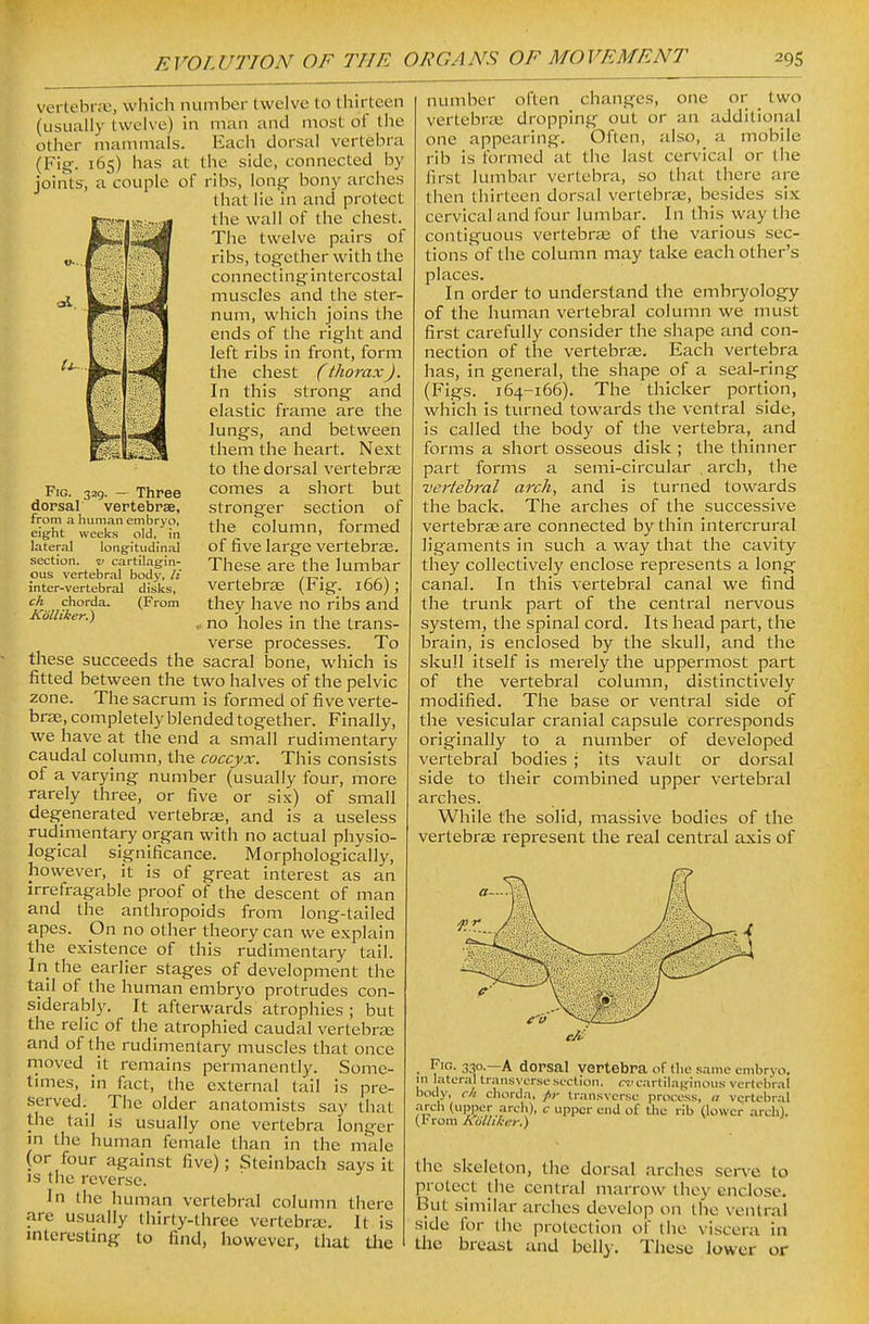 Fig. 329. — Three dorsal vertebrae, from a human embryo, eight weeks old, in lateral longitudinal section, v cartilagin- ous vertebral body, li inter-vertebral disks, ch chorda. (From Kiilliker.) vertebnu, which number twelve to thirteen (usually twelve) in man and most of the other mammals. Each dorsal vertebra (Fig-. 165) has at the side, connected by joints, a couple of ribs, long bony arches that lie in and protect the wall of the chest. The twelve pairs of ribs, together with the connecting intercostal muscles and the ster- num, which joins the ends of the right and left ribs in front, form the chest (thorax). In this strong and elastic frame are the lungs, and between them the heart. Next to the dorsal vertebras comes a short but stronger section of the column, formed of five large vertebrze. These are the lumbar vertebrae (Fig. 166); they have no ribs and no holes in the trans- verse processes. To these succeeds the sacral bone, which is fitted between the two halves of the pelvic zone. The sacrum is formed of five verte- brae, completely blended together. Finally, we have at the end a small rudimentary caudal column, the coccyx. This consists of a varying number (usually four, more rarely three, or five or six) of small degenerated vertebrae, and is a useless rudimentary organ with no actual physio- logical significance. Morphologically, however, it is of great interest as an irrefragable proof of the descent of man and the anthropoids from long-tailed apes. On no other theory can we explain the existence of this rudimentary tail. In the earlier stages of development the tail of the human embryo protrudes con- siderably. It afterwards atrophies ; but the relic of the atrophied caudal vertebrai and of the rudimentary muscles that once rnoved it remains permanently. Some- times, in fact, the external tail is pre- served. The older anatomists say that the tail is usually one vertebra longer in the human female than in the male (or four against five); Steinbach says it IS the reverse. In the human vertebral column there are usually thirty-three vertebrtc. It is mtcresting to find, however, that tlie number often changes, one or two vertebras dropping out or an additional one appearing. Often, also, a mobile rib is formed at the last cervical or the first lumbar vertebra, so that there are then thirteen dorsal vertebrae, besides six cervical and four lumbar. In this way the contiguous vertebrse of the various sec- tions of the column may take each other's places. In order to understand the embryology of the human vertebral column we must first carefully consider the shape and con- nection of the vertebrae. Each vertebra has, in general, the shape of a seal-ring (Figs. 164-166). The thicker portion, which is turned towards the ventral side, is called the body of the vertebra, and forms a short osseous disk ; the thinner part forms a semi-circular , arch, the vertebral arch, and is turned towards the back. The arches of the successive vertebrae are connected by thin intercrural ligaments in such a way that the cavity they collectively enclose represents a long canal. In this vertebral canal we find the trunk part of the central nervous system, the spinal cord. Its head part, the brain, is enclosed by the skull, and the skull itself is merely the uppermost part of the vertebral column, distinctively modified. The base or ventral side of the vesicular cranial capsule corresponds originally to a number of developed vertebral bodies ; its vault or dorsal side to their combined upper vertebral arches. While the solid, massive bodies of the vertebrae represent the real central axis of Fig. 330.—a dorsal vertebra of the snme embryo, in lateral transverse section, cv cartilaginous vertebral body, cli chorda, f»- transverse process, n vertebral arch (upper arch), c upper end of Uic rib (lower arch). (From Kijlliker.) the skeleton, the dorsal arches serve to protect the central marrow they enclose. But similar arches develop on the ventral side for the protection of the viscera in Uie breast and belly. These lower or