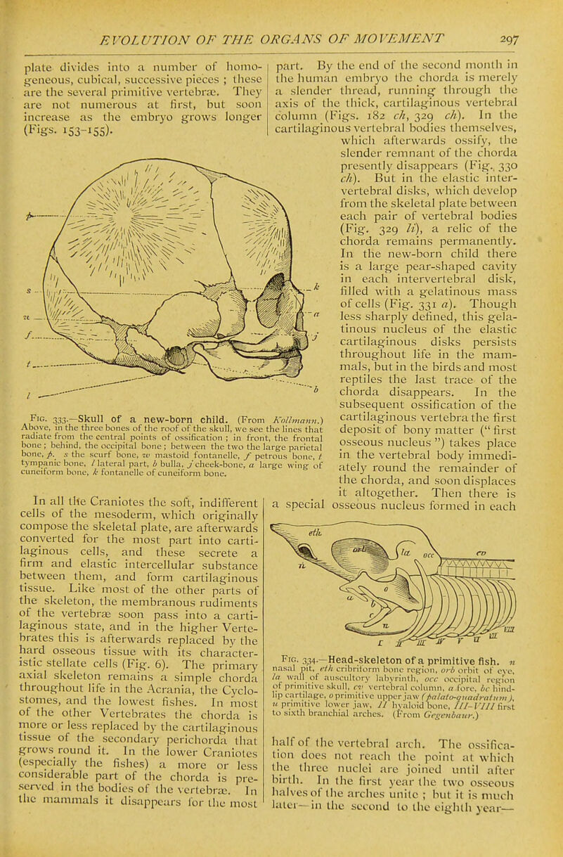 plate divides into a number of homo- i^eneous, cubical, successive pieces ; these are the several primitive vertebra:. Tiiey are not numerous at first, but soon increase as the embryo gi'ows longer (Figs. 153-155)- Fig. ^33.—Skull Of a new-born child. (From Kollmann.) Above, in the three bones of the roof of the skull, we see the h'nes that radiate from the central points of ossification ; in front, the frontal bone ; behind, the occipital bone ; between the two the large parietal bone, /. .V the scurf bone, iv mastoid fontanelle, f petrous bone, i tympanic bone, /lateral part, b bulla, /cheek-bone, a large wing of cuneiform bone, k fontanelle of cuneiform bone. In all the Craniotes the soft, indifferent cells of the mesoderm, which originally compose the skeletal plate, are afterwards converted for the most part into carti- laginous cells, and these secrete a firm and elastic intercellular substance between tiiem, and form cartilaginous tissue. Like most of the other parts of the skeleton, the membranous rudiments of the vertebra; soon pass into a carti- laginous state, and in the higher Verte- brates this is afterwards replaced by the hard osseous tissue with its character- istic stellate cells (Fig. 6). The primary axial skeleton remains a simple chorda throughout life in the Acrania, the Cyclo- stomes, and the lowest fishes. In most of the other Vertebrates the chorda is rnore or less replaced by the cartilaginous tissue of the secondary perichorda that grows round it. In the lower Craniotes (especially the fishes) a more or less considerable part of the chorda is pre- served in the bodies of the vcrlebraj. In the mammals it disappears for the most part. By the end of the second month in the human embryo the chorda is merely a slender thread, running through the axis of the thick, cartilaginous vertebral column (Figs. 182 ch, 329 ch). In the cartilaginous vertebral bodies themselves, which afterwards ossify, the slender remnant of the chorda presently disappears (Fig., 330 cJi). But in the elastic inter- vertebral disks, which develop from the skeletal plate between each pair of vertebral bodies (Fig. 329 li), a relic of the chorda remains permanently. In the new-born child there is a large pear-shaped cavity in each intervertebral disk, filled with a gelatinous mass of cells (Fig. 331 a). Though less sharply defined, this gela- tinous nucleus of the elastic cartilaginous disks persists throughout life in the mam- mals, but in the birds and most reptiles the last trace of the chorda disappears. In the subsequent ossification of the cartilaginous vertebra the first deposit of bony matter ( first osseous nucleus ) takes place in the vertebral body immedi- ately round the remainder of the chorda, and soon displaces it altogether. Then there is a special osseous nucleus formed in each F'G- 3.34—Head-skeleton of a primitive fish, n nasal pit, eth cribriform bone region, orb orbit of ove. In wall of aiiscultory labvrinth, occ occipital region of primitive skull, cv vertebral column, a fore, be hind- hp cartilage, oprimitivc upper jaw (palato-qiindratum). II primitive lower jaw, J J Inaloid bone, ///-17// first to sixth branchial arches. (Prom Gcscnbnur.) half of the vertebral arch. The ossifica- tion does not reach the point at which the three nuclei are joined until after birth. In (he first year the two osseous halves of the arches unite ; but it is much later—in the second to the eighth year—