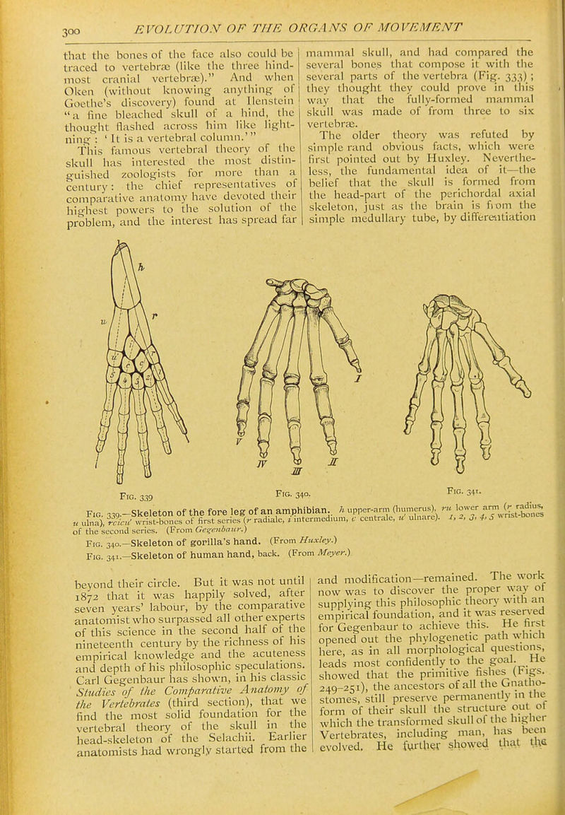 that the bones of the face also could be traced to vertebra; (like the three hhid- most cranial vertebrae). And when Okcn (without knowing anything- of Goethe's discovery) found at llenstcin i a fine bleached skull of a hind, the thought flashed across him like liglit- ning : ' It is a vertebral column.' This famous vertebral theory of the skull has interested the most distin- guished zoologists for more than a cenlury: the chief representatives of comparative anatomy have devoted their highest powers to the solution of the problem, and the interest has spread far mammal skull, and had compared the several bones that compose it with the several parts of the vertebra (Fig. 333) ; they thought they could prove in this way that the fully-formed mammal skull was made of from three to six vertebrae. The older theory was refuted by simple rand obvious facts, which were first pointed out by Huxley. Neverthe- less, the fundamental idea of it—the belief that the skull is formed from the head-part of the perichordal axial skeleton, just as the brain is from the simple medullary tube, by differentiation Fig. 339 Fig. 340. Fig. 341. Fig 339.-Skeleton of the fore leg of an amphibian., h upper-arm (Humerus), ru ^^'^'^''J^l^^^l^ u ulna), ii!^^' wrist-bones of first series (r radiale, i nitermedmm, centrale, u ulnare). /, 2, 3, ^,5 «nst bones of the second series. (From Gei^enbaui:) Fig. 34o.-Skeleton of gorilla's hand. (From Huxley.') Fig. 341.—Skeleton of human hand, back. (From Meyer.) beyond their circle. But it was not until 1872 that it was happily solved, after seven years' labour, by the comparative anatomist who surpassed all other experts of this science in the second half of the nineteenth century by the richness of his empirical knowledge and the acuteness and depth of his philosophic speculations. Carl Gegenbaur has shown, in his classic Studies of the Comparative Anatomy of the Vertebrates (third section), that we find the most solid foundation for the vertebral theory of the skull in the head-skeleton of the Selachii. Earlier anatomists had wrongly started from the and modification—remained. The work now was to discover the proper way of supplying this philosophic theory with an empirical foundation, and it was reserved for Gegenbaur to achieve this. He first opened out the phylogenetic path which here, as in all morphological questions, leads most confidently to the goal. He showed that the primitive fishes (bigs. 249-251), the ancestors of all the Gnatho- stomes, still preserve permanently in the form of their skull the structure out ot which the transformed skull of the higher Vertebrates, including man, has been evolved. He further sho^yed Uiat tlAS
