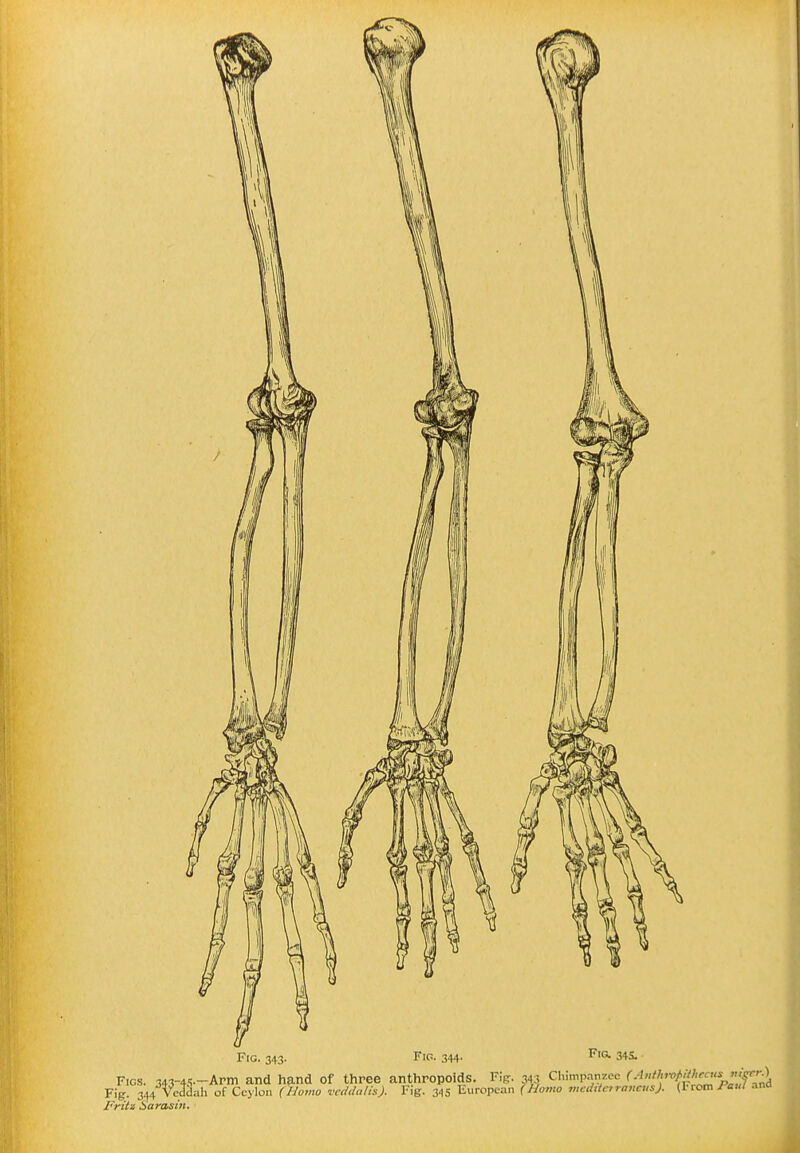 Fig. 343. Fig. 344' 34S. Figs. 343-4.?—Arm and hand of three anthropoids. Fig. 343 Chimpanzee ^''''''''''^^'''^VjTnd Fig:. 344 Vcddah of Ccj lon (Homo vcdda/h). Fig. 3^,5 European (No7,w wcditctrancusj. (Fromana Fritz Harasin.