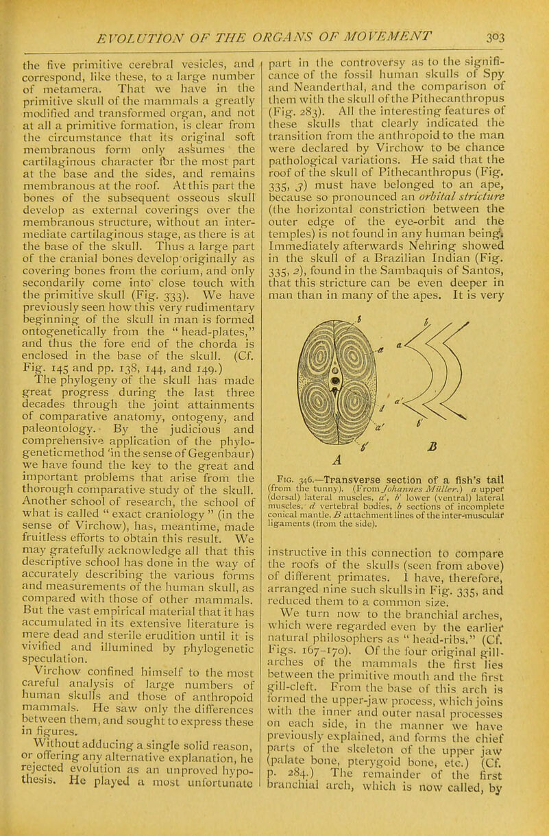 the five primitive cerebral vesicles, and correspond, like these, to a large number of metamera. That we have in the primitive sUull of the mammals a greatly modified and transformed organ, and not at all a primitive formation, is clear from the circumstance that its original soft membranous form only assumes the cartilaginous character for the most part at the base and the sides, and remains membranous at the roof. At this part the bones of the subsequent osseous skull develop as external coverings over the membranous structure, without an inter- mediate cartilaginous stage, as there is at the base of the skull. Thus a large part of the cranial bones develop originally as covering bones from the corium, and only secondarily come into' close touch with the primitive skull (Fig. 333). We have previously seen how this very rudimentary beginning of the skull in man is formed ontogenetically from the head-plates, and thus the fore end of the chorda is enclosed in the base of the skull. (Cf. Fig. 145 and pp. 138, 144, and 149.) The phylogeny of the skull has made great progress during the last three decades through the joint attainments of comparative anatomy, ontogeny, and paleontology. By the judicious and comprehensive application of the phylo- geneticmethod 'in the sense of Gegenbaur) we have found the key to the great and important problems that arise from the thorough comparative study of the skull. Another school of research, the school of what is called  exact craniology  (in the sense of Virchow), has, meantime, made fruitless efforts to obtain this result. We may gratefully acknowledge all that this descriptive school has done in the way of accurately describing the various forms and measurements of the human skull, as compared with those of other mammals. But the vast empirical material that it has accumulated in its extensive literature is rnere dead and sterile erudition until it is vivified and illumined by phylogenetic speculation. Virchow confined himself to the most careful analysis of large numbers of human skulls and those of anthropoid mammals. He saw only the differences between them, and sought to express these in figures. Without adducing a single solid reason, or offering any alternative explanation, he rejected evolution as an unproved hypo- thesis. He played a most unfortunate part in the controversy as to the signifi- cance of the fossil human skulls of Spy and Neanderthal, and the comparison of them with the skull of the Pithecanthropus (Pig. 283). All the interesting features of these skulls that clearly indicated the transition from the anthropoid to the man were declared by Virchow to be chance pathological variations. He said that the roof of the skull of Pithecanthropus (Fig. 335, j) must have belonged to an ape, because so pronounced an orbital stricture (the horizontal constriction between the outer edge of the eye-orbit and the temples) is not found in any human being'j Immediately afterwards Nehring showed in the skull of a Brazilian Indian (Fig. 335, 2), found in the Sambaquis of Santos, that this stricture can be even deeper in man than in many of the apes. It is very A Fig. 346.—Transverse section of a fish's tail (from the tunny). (From Johannes Miiller.) n upper (dorsal) lateral muscles, a', h' lower (ventral) lateral muscles, d vertebral bodies, b sections of incomplete conical mantle, B attachment lines of the inter-musculaf ligaments (from the side). instructive in this connection to compare the roofs of the skulls (seen from above) of different primates. I have, therefore, arranged nine such skulls in Fig. 335, and reduced them to a common size. We turn now to the branchial arches, which were regarded even by the earlief natural philosophers as  head-ribs. (Ct. Figs. 167-170). Of the four original gill- arches of the mammals the^ first'lies between the primitive mouth and the first gill-cleft. From the base of this arch is foi-med the upper-jaw process, which joins with the inner and outer nasal processes on each side, in the manner we have previously explained, and forms the chief parts of the skeleton of the upper jaw (palate bone, pterygoid bone, etc.) (Cf. p. 284.) The remainder of the first branchial arch, which is now called, by