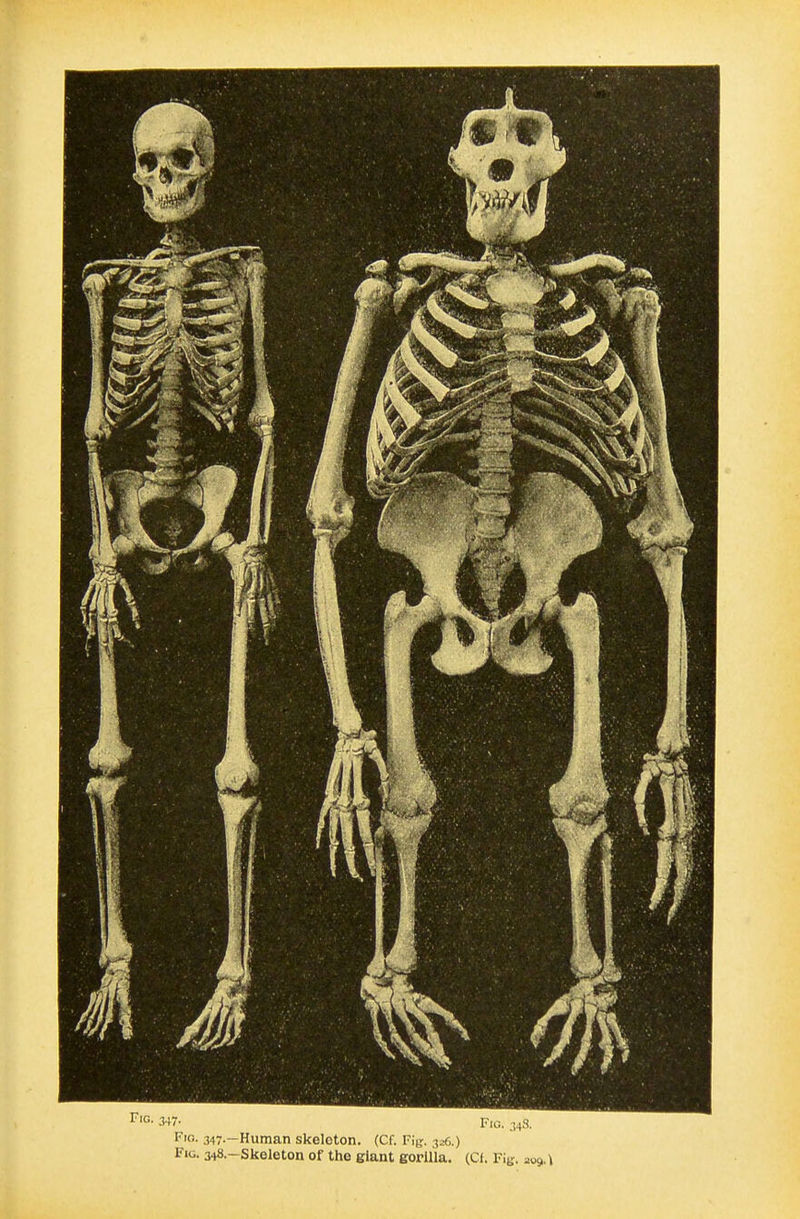 347- Fig. 348. Fig. 347.—Human skeleton. (Cf. Fig. 326.) Fig. 348.-Skeleton of the giant gorilla. (Ct. Fig. 209.