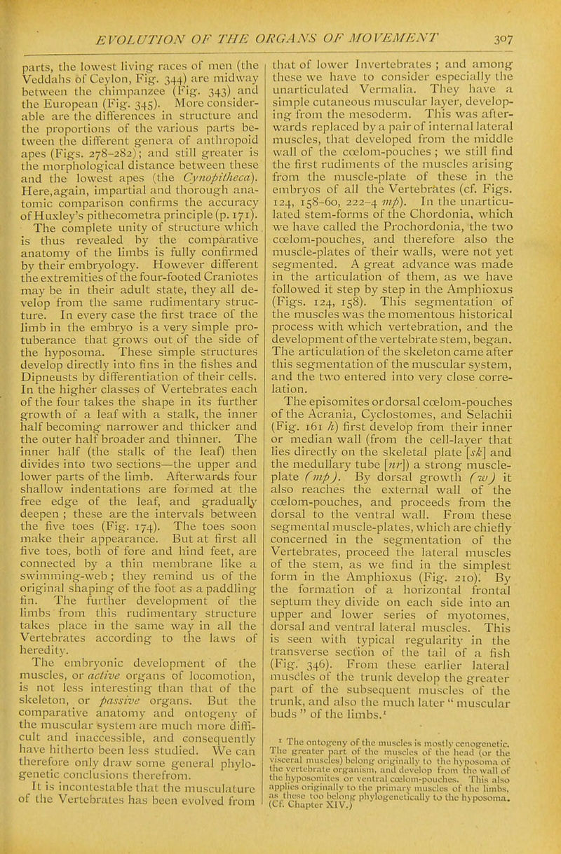 parts, tlie lowest living races of inea (the Veddahs of Ceylon, Fig. 344) are midway between the chimpanzee (Fig. 343) and the European (Fig. 345). More consider- able are the differences in structure and the proportions of the various parts be- tween the different genera of anthropoid apes (Figs. 278-2S2); and still greater is the morphological distance between these and the lowest apes (the Cynopitheca). Here,again, impartial and thorough ana- tomic comparison confirms the accuracy of Huxley's pithecometra principle (p. 171). The complete unity of structure which is thus revealed by the comparative anatomy of the limbs is fully confirmed bv their embryology. However different the extremities of the four-footed Craniotes may be in their adult state, they all de- velop from the same rudimentary struc- ture. In every case the first trace of the limb in the embryo is a very simple pro- tuberance that grows out of the side of the hyposoma. These simple structures develop directly into fins in the fishes and Dipneusts by differentiation of their cells. In the higher classes of Vertebrates each of the four takes the shape in its further growth of a leaf with a stalk, the inner half becoming narrower and thicker and the outer half broader and thinner. The inner half (the stalk of the leaf) then divides into two sections—the upper and lower parts of the limb. Afterwards four shallow indentations are formed at the free edge of the leaf, and gradually deepen ; these are the intervals between the five toes (Fig. 174). The toes soon mtike their appearance. But at first all five toes, both of fore and hind feet, are connected by a thin membrane like a swimming-web ; they remind us of the original shaping of the foot as a paddling fin. The further development of the limbs from this rudimentary structure takes place in the same way in all the Vertebrates according to the laws of heredit}-. The embryonic development of the muscles, or active organs of locomotion, is not less interesting than that of the skeleton, or passive organs. But the comparative anatomy and ontogeny of the muscular system are much more dillli- cult and inaccessible, and consequently have hitherto been less studied. We can therefore only draw some general phylo- genetic conclusions therefrom. It is incontestable that the musculature of the Vertebrates has been evolved from that of lower Invertebrates ; and among these we have to consider especially the unarticulated Vermalia. They have a simple cutaneous muscular layer, develop- ing from the mesoderm. This was after- wards replaced by a pair of internal lateral muscles, that developed from the middle wall of the ccrlom-pouches ; we still find the first rudiments of the muscles arising from the muscle-plate of these in the embryos of all the Vertebrates (of. Figs. 124, 158-60, 222-4 I'l t'le unarticu- lated stem-forms of the Chordonia, which we have called the Prochordonia, the two coelom-pouches, and therefore also the muscle-plates of their walls, were not yet segmented. A great advance was made in the articulation of them, as we have followed it step by step in the Amphioxus (Figs. 124, 158). This segmentation of the muscles was the momentous historical process with which vertebration, and the development of the vertebrate stem, began. The articulation of the skeleton came after this segmentation of the muscular system, and the two entered into very close corre- lation. The episomites ordorsal coelom-pouches of the Acrania, Cyclostomes, and Selachii (Fig. 161 h) first develop from their inner or median wall (from the cell-layer that lies directly on the skeletal plate [sk] and the medullary tube [pir]) a strong muscle- plate (mpJ. By dorsal growth (wJ it also reaches the external wall of the coelom-pouches, and proceeds from the dorsal to the ventral wall. From these segmental muscle-plates, which are chiefly concerned in the segmentation of the Vertebi-ates, proceed the lateral muscles of the stem, as we find in the simplest form in the Amphioxus (Fig. 210); By the formation of a horizontal frontal septum they divide on each side into an upper and lower series of myotomes, dorsal and ventral lateral muscles. This is seen with typical regularity in the transverse section of the tail of a fish (Fig. 346). From these earlier lateral muscles of the trunk develop the greater part of the subsequent muscles of the trunk, and also the much later  muscular buds  of the limbs.' ' The ontog-cny of the imiscles is mostly cenogrenetic. The greater part of the nniscles of the' head (or the visceral musclos) beloiij;: oriffinally lo tlie hyposoma of the vertebrate organism, and develop from'the wall of the liyposomites or ventral ca;loni-pouches. This also applies originally to the prini.try muscles of the limlis, as these too belong phylogenclically to the liyposoma. (Ct. Chapter XIV.)