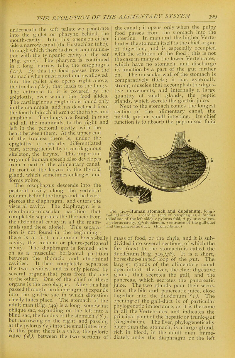 iiiulcrneatli the soft palate we penetrate into the gullet or pharynx bchind_ the mouth-cavity. Into this opens on either side a narrow canal (the Eustachian tube), through which there is direct communica- tion with the tympanic cavity of the ear (Fig. 320 e). The pharynx is continued in a long, narrow tube', the oesophagus fsrj. By this the food passes into the stomach wlien masticated and swallowed. Into the gullet also opens, right above, the trachea (IrJ, that leads to the lungs. The entrance to it is covered by_ the epiglottis, over which the food slides. The cartilaginous epiglottis is found only in the mammals, and has developed from the fourth branchial ^rch of the fishes and amphibia. The lungs are found, in man and all the mammals, to the right and left in the pectoral cavity, with the heart between them. At the upper end of the trachea there is, under the epiglottis, a specially clifTerentiated part, strengthened by a cartilaginous skeleton, the larynx. This important organ of human speech also developes from a part of the alimentary canal. In front of the larynx is the thyroid gland, which sometimes enlarges and forms goitre. The oesophagus descends into the pectoral cavity along the vertebral column, behind the lungs and the heart, pierces the diaphragm, and enters the visceral cavity. The diaphragm is a membrano-muscular partition that completely separates the thoracic from the abdominal cavity in all the mam- mals (and these alone). This separa- tion is not found in the beginning ; there is at first a common breast-belly cavity, the coeloma or pleuro-peritoneal cavit}'. The diaphragm is formed later on as a muscular horizontal partition between the thoracic and abdominal cavities. It then completely separates the two cavities, and is only pierced by several organs that pass from the .one to the other. One of the chief of these organs is the oesophagus. After this has passed through the diaphragm, it expands into the gastric sac in which digestion chiefly takes place. The stomach of the adult man (Fig. 349) is a long, somewhat oblique sac, expanding on the left into a blind sac, the fundus of the stomach (b'J, but narrowing on the right, and passing at the pylorus (ej into the small intestine. At this point there is a valve, the pyloric valve fd), between the two sections of the canal ; it opens only when the pulpy food passes from the stomach into the intestine. In man and the higher Verte- brates tjic stomach itself is the chief organ of digestion, and is especially occupied with the solution of the food ; this is not the case HI many of the lower Vertebrates, which have no stomach, and discharge its function by a part of the gut farther on. The muscular wall of the stomach is comparatively thick; it has externally strong muscles that accomplish the diges- tive movements, and internally a large quantity of small glands, the _ peptic glands, which secrete the gastric juice. Next to the stomach comes the longest section of the alimentary canal, the middle gut or small intestine. Its chief function is to absorb the peptonised fluid Fig. 349.—Human stomach and duodenum, longi- tudinal section, a cardiac (end of oesophagus), b fundus (blind sac of the left side), c pylorus-fold, d pylorus-valves, e pylorus-cavity, fgh duodenum, / entrance of the gall-duct and the pancreatic duct. (From Meyer.) mass of food, or the chyle, and it is sub- divided into several sections, of which the first (next to the stomach) is called the duodenum (Fig. 349^7«). It is a short, horseshoe-shaped loop of the gut. The larg st glands of the alimentary canal open into it—the liver, the chief digestive gland, that secretes the gall, and the pancreas, which secretes the pancreatic juice. The two glands pour their secre- tions, the bile and pancreatic juice, close together into the duodenum (i). The opening of the gall-duct is of particular phylogenetic importance, as it is the same in all the Vertebrates, and indicates the principal point of the hepatic or trunk-gut (Gegenbaur). The liver, phylogenetically older than the stomach, is a large gland, rich in blood, in the adult man, imme- diately under the diaphragm on the left