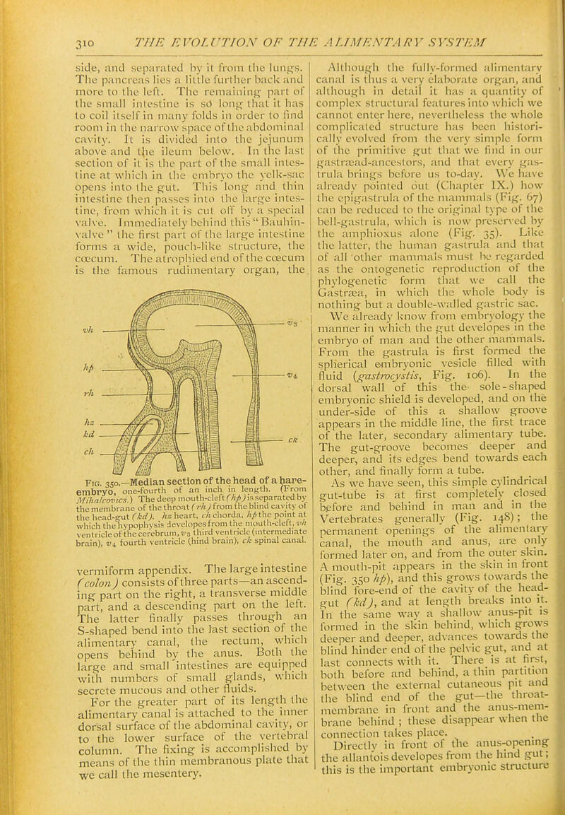 side, and separated hy it from tlic limits. Tile pancreas lies a little furtlier Iiacli and more to tlie left. The remaining part of tlie small intestine is sO lonj^ that it has to coil itself in many folds in order to find room in the narrow space of the abdominal cavity. It is divided into the jejunum above and the ileum below. In the last section of it is the part of the small intes- tine at which in the embryo the yelk-sac opens into the g'ut. This long and thin intestine then passes into the large intes- tine, from which it is cut off by a special valve. Immediately behind this  Bauhin- valve  the first part of the large intestine forms a wide, pouch-like structure, the caecum. The atrophied end of the coecum Is the famous rudimentary organ, the p,g 350.—Median section of the head of a hare- embryo, one-fourth of an incli in lengtti. (From Mihalcovics.) The deep mouth-cleft (hp) is separated by the membrane of the throat { rh) from the blind cavity ot the head-gut (kdJ. hz heart, ch chorda, hp the point at which the hypophysis developesfrom the mouth-cleft, vh ventricle of the cerebrum, v 3 third ventricle (intermediate brain), «4 fourth ventricle (hind brain), ck spinal canal. vermiform appendix. The large Intestine (colon) consists of three parts—an ascend- ing part on the right, a transverse middle part, and a descending part on the left. The latter finally passes through an S-shaped bend Into the last section of the alimentary canal, the rectum, which opens behind by the anus. Both the large and small intestines are equipped witli numbers of small glands, which secrete mucous and other fluids. For the greater part of Its length the alimentary canal Is attached to the Inner dorsal surface of the abdominal cavity, or to the lower surface of the vertebral column. The fixing Is accomplished by means of the thin membranous plate that we call the mesentery. Although the fully-formed alimentary canal is thus a veiy elaborate organ, and although in detail it has a quantity of complex structural features into which we cannot enter here, nevertheless the whole complicated structure has been histori- cally evolved from the very simple form of the primitive gut that we find in our gastrajad-anceslors, and that every gas- trula brings before us to-day. We have already pointed out (Chapter IX.) how the epigastrula of the mammals (Fig. 67) can be reduced to the original type of the bell-gastrula, which is now preserved by the amphioxus alone (Fig. 35). Like the latter, the human gastrula and that of all other mammals must be regarded as the ontogenetic reproduction of the phylogenetic forni that we call the Gastraea, in which the whole body Is nothing but a double-walled gastric sac. We already know from embryology the manner In which the gut developes in the embryo of man and the other mammals. From the gastrula is first formed the spherical e-mbryonic vesicle filled with fluid {gastrocystis. Fig. 106). In the dorsal 'wall of this the sole-shaped embryonic shield Is developed, and on the under-side of this a shallow groove appears In the middle line, the first trace of the later, secondary allmentaiy tube. The gut-groove becomes deeper and deeper, and its edges bend towards each other, and finally form a tube. As we have seen, this simple cylindrical gut-tube is at first completely closed before and behind In man and In the Vertebrates generally (Fig. 148); the permanent openings of the alimentary canal, the mouth and anus, are only formed later on, and from the outer skin. A mouth-pit appears In the skin In front (Fig. 350 hp), and this grows towards the blind fore-end of the cavity of the head- gut (MJ, and at length breaks into it. In the same way a shallow anus-pit is formed In the skin behind, which grows deeper and deeper, advances towards the blind hinder end of the pelvic gut, and at last connects with it. There is at first, both before and behind, a thin partition between the external cutaneous pit and the blind end of the gut—the throat- membrane in front and the anus-mem- brane behind ; these disappear when the connection takes place. Directly in front of the anus-<)pening the allantois developes from the hind gut; this is the important embryonic structure