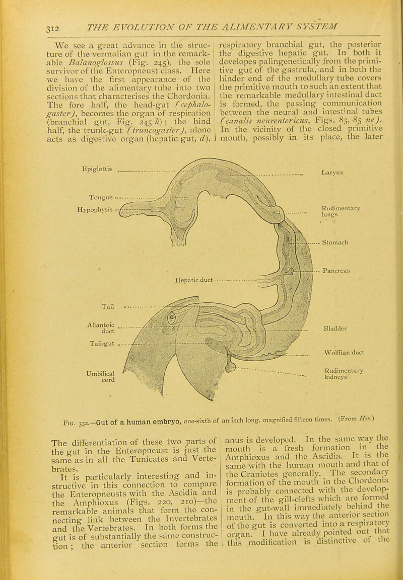 We see a great advance in the struc- ture of the vernialian gut in the remark- able Balano^^/ossus (Fig. 245), the sole survivor of the Enteropneust class. Here we have the first appearance of the division of the alimentary tube into two sections that characterises the Chordonia. The fore half, the liead-gut fcephalo- f^aster), becomes the organ of respiration (branchial gut, Fig. 245 h) ; the hind half, the trunk-gut (trimcogaster), alone acts as digestive organ (hepatic gut, d). respiratory branchial gut, the posterior the digestive hepatic gut. In both it developes palingenetically frona the primi- tive gut of the gastrula, and in both the hinder end of the medullary tube covers the primitive mouth to such an extent that the remarlcable medullary intestinal duct is formed, the passing communication between the neural and intest'nal tubes (canalis neurentericus, Figs. 83, 85 nej. In the vicinity of the closed primitive mouth, possibly in its place, the later Epiglottis . Tongue Hypophysis r-^ Umbih'cal cord Larynx Rudimentary lungs Stomach ■ ■ Pancreas Bladder Wolffian duct Rudimentary kidneys Fig. 3S2.-Gut of a human embryo, one-sixth of an mch long, magnified fifteen times. (From H,s.) The differentiation of these two parts of the gut in the Enteropneust is just the same as in all the Tunicates and Verte- brates. . It is particularly interesting and m- structive in this connection to compare the Enteropneusts with the Ascidia and the Amphioxus (Figs. 220, 210)—the remarkable animals that form the con- necting link between the Invertebrates and the Vertebrates. In both forms the gut is of substantially the same construc- tion ; the anterior section forms the anus is developed. In the same \yay the mouth is a fresh formation in the Amphioxus and the Ascidia. It is the same with the human mouth and that of theCraniotes generally. The secondary formation of the mouth in the Chordonia is probably connected with the develop- ment of the gill-clefts whicli are formed in the gut-wall immediately behind the mouth. In this way the anterior section of the gut is converted into a respiratory organ. I have already pointed out that this modification is distinctive ol the