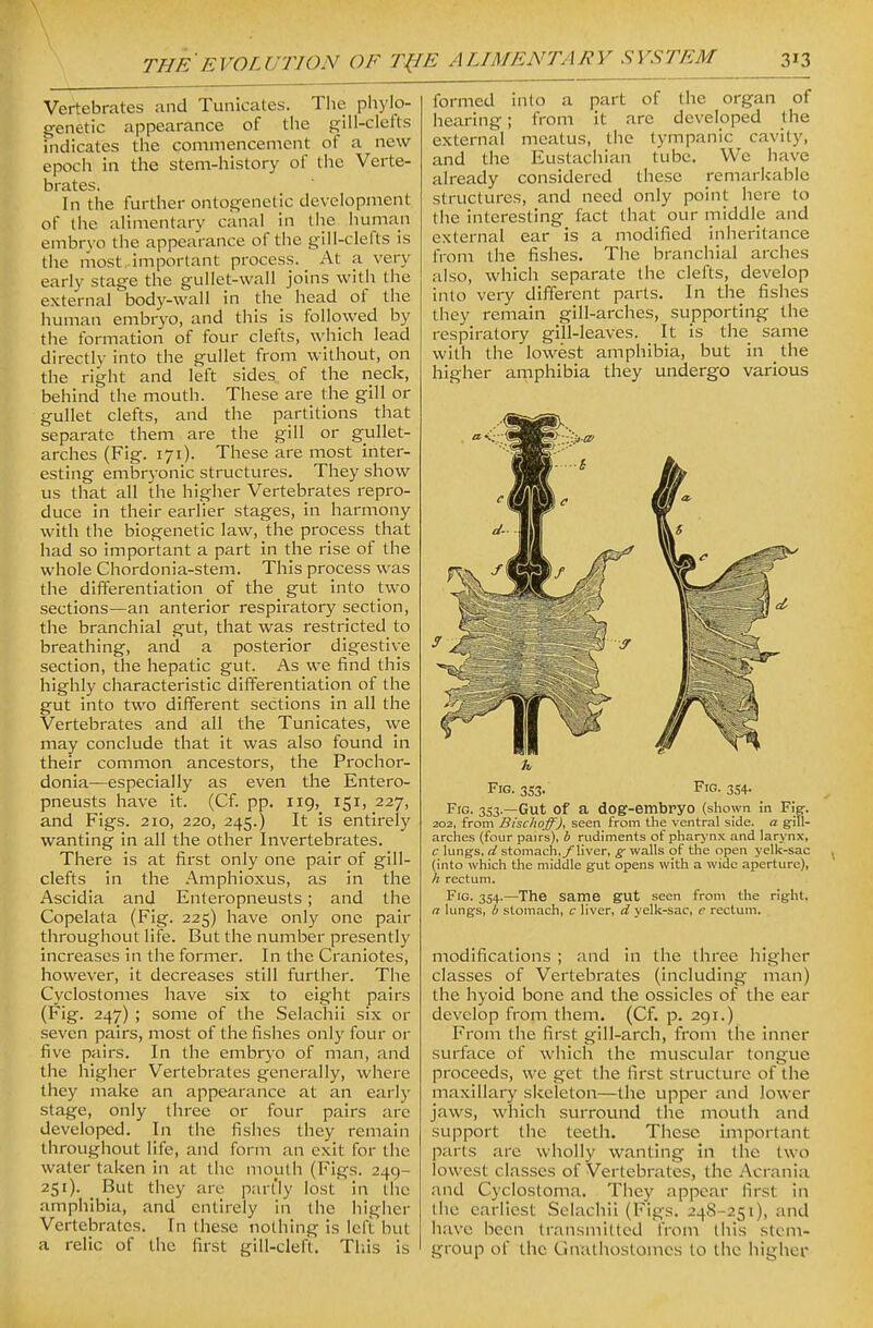 Vertebrates and Tunicates. The phylo- genetic appearance of the g-ill-clefts indicates the commencement of a new epoch in the stem-history of the Verte- brates, In the further ontogenetic development of the ahmentary canal in tiie human embrvo the appearance of the gill-clefts is the most important process. At a very early stage the gullet-wall joins with the external body-wall in the head of the human embryo, and this is followed by the formation of four clefts, which lead directly into the gullet from without, on the right and left sides of the neck, behind the mouth. These are the gill or gullet clefts, and the partitions that separate them are the gill or gullet- arches (Fig. 171). These are most inter- esting embryonic structures. They show us that all the higher Vertebrates repro- duce in their earlier stages, in harmony with the biogenetic law, the process that had so important a part in the rise of the whole Chordonia-stem. This process was the differentiation of the gut into two sections—an anterior respii-atory section, the branchial gut, that was restricted to breathing, and a posterior digestive section, the hepatic gut. As we find this highly characteristic differentiation of the gut into two different sections in all the Vertebrates and all the Tunicates, we may conclude that it was also found in their common ancestors, the Prochor- donia—especially as even the Entero- pneusts have it. (Cf. pp. iig, 151, 227, and Figs. 210, 220, 245.) It is entirely wanting in all the other Invertebrates. There is at first only one pair of gill- clefts in the Amphioxus, as in the Ascidia and Enteropneusts; and the Copelata (Fig. 225) have only one pair throughout life. But the number presently increases in the former. In the Craniotes, however, it decreases still further. The Cyclostomes have six to eight pairs (Fig. 247) ; some of the Selachii six or seven pairs, most of the fishes only four or five pairs. In the embryo of man, and the higher Vertebrates generally, where they make an appearance at an early stage, only three or four pairs arc developed. In the fishes they remain throughout life, and form an exit for the water taken in at the mouth (Figs. 249- 251). But they are part'ly lost in the amphibia, and entirely in the higher Vertebrates. In these nothing is left but a relic of llio first gill-cleft. This is formed into a part of the organ of hearing; from it are developed the external meatus, the tympanic cavity, and the Eustachian tube. We have already considered these remarkable structures, and need only point here to the interesting fact that our middle and external ear is a modified inheritance from the fishes. The branchial arches also, which separate the clefts, develop into very different parts. In the fishes they remain gill-arches, supporting the respiratory gill-leaves. It is the same with the lowest amphibia, but in the higher amphibia they undergo various Fig. 3S3. F^. 354. Fig. 353.—Gut of a dog-embryo (shown in Fij:. 202, from Bischoff), seen from the ventral side, a g-ill- arciies (four pairs), b rudiments of phar>'nx and larynx, c lungs, d stomach,/liver, g walls of tlie open yelk-sac (into which the middle gut opens with a wide aperture), h rectum. FiG. 354.—The same gut seen from the right. a lungs, b stomach, c liver, d yelk-sac, e rectum. modifications ; and in the three higher classes of Vertebrates (including man) the hyoid bone and the ossicles of the ear develop from them. (Cf. p. 291.) From the first gill-arch, from the inner surface of which the muscular tongue proceeds, we get the first structure of the maxillary skeleton—the upper and lower jaws, which surround the mouth and support the teeth. These important parts are wholly wanting in the two lowest classes of Vertebrates, the Acrania and Cyclostoma. They appear first in the earliest Selachii (Figs. 248-251), and have been transmitted from this stem- group of the Gnathoslomcs to the higher