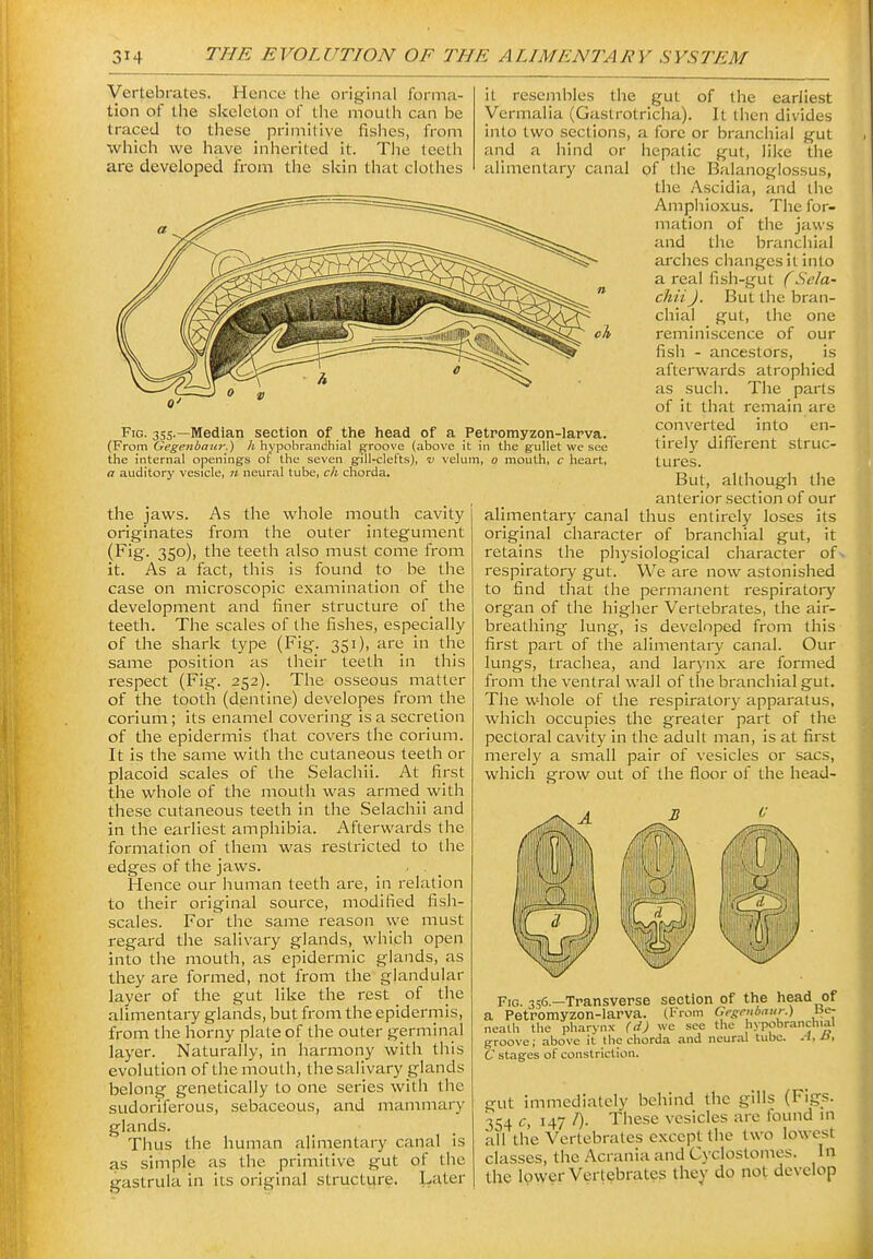 Vertebrates. Hence the original forma- tion of the slcelcton of tiie mouth can be traced to these primitive fishes, from tvhicli we have inherited it. The teeth are developed from the skin that clothes and a hind or alimentary canal Fig. 3SS.—Median section of the head of a Petromyzon-larva. (From Gegeiibaiir.) A hypobrancliial groove (above it in the gullet we see the internal openings ot the seven gill-clefts), k velum, o mouth, c heart, a auditory vesicle, ii neural tube, ch chorda. the jaws, originates (Fig. 350), As tlie whole mouth cavity from the outer integument the teeth also must come from it. As a fact, this is found to be the case on microscopic examination of the development and finer structure of the teeth. The scales of the fishes, especially of the shark type (Fig. 351), are in the same position as their teeth in this respect (Fig. 252). The osseous matter of the tooth (dentine) developes from the corium; its enamel covering is a secretion of the epidermis that covers the corium. It is the same with the cutaneous teeth or placoid scales of the Selachii. At first the whole of the mouth was armed with these cutaneous teeth in the Selachii and in the earliest amphibia. Afterwards tlie formation of them was restricted to the edges of the jaws. Hence our human teeth are, in relation to their original source, modified fish- scales. For the same reason we must regard the salivary glands, which open into the mouth, as epidermic glands, as they are formed, not from the glandular layer of the gut like the rest of the alimentary glands, but from the epidermis, from the horny plate of the outer germinal layer. Naturally, in harmony with this evolution of the mouth, the salivary glands belong genetically to one series with the sudoriferous, sebaceous, and mammary glands. Thus the human alimentary canal is as simple as the primitive gut of the gastrula in its original structure. Later it resembles the gut of the earliest Vermalia (Gastrotricha). It then divides into two sections, a fore or branchial gut hepatic gut, like the of the Balanoglossus, the Ascidia, and the Amphioxus. The for- mation of the jaws and the branchial arches changes it into a real fish-gut f Sela- chii). But tlie bran- chial gut, the one reminiscence of our fish - ancestors, is afterwards atrophied as such. The parts of it that remain are converted into en- tirely different struc- tures. But, although the anterior section of our alimentary canal thus entirely loses its original character of branchial gut, it retains the physiological character ofv respiratory gut. We are now astonished to find that the permanent respiratory organ of the higher Vertebrates, the air- breathing lung, is developed from this first part of the alimentary canal. Our lungs, trachea, and lar3'nx are formed from the ventral wall of the branchial gut. The whole of the respiratory apparatus, which occupies the greater part of the pectoral cavity in the adult man, is at first merely a small pair of vesicles or sacs, which grow out of the floor of the head- Fig. 356.—Transverse section of the head of a Petromyzon-larva. (From Gesniiaur.) ae- nealh the pharynx (d) we see the hypobranchial groove; above it the chorda and neural tube. A,Ji, C stages of constriction. gut immediately behind the gills (Figs. 354 c, 147 /). These vesicles are found in all the Vertebrates except the two lowest classes, the Acrania and Cyclostomes. In the lower Vertebrates they do not develop