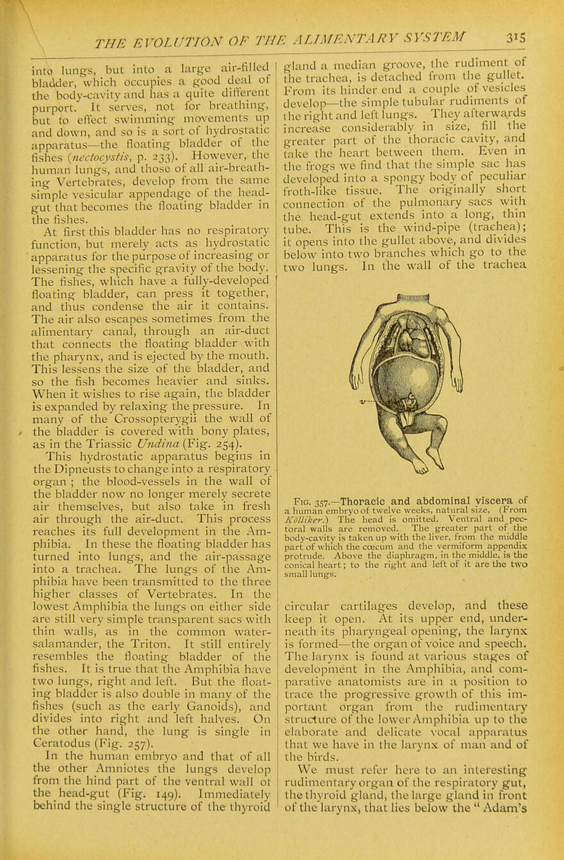 into lungs, but into a large air-filled bladder, \vhich occupies a good deal of the body-cavity and has a quite different purport. It serves, not for breathing, but to effect swimming movements up and down, and so is a sort of hydrostatic apparatus—the floating bladder of the fishes {nectocystis, p. 233). However, the human lungs, and those of all air-breath- ing Vertebrates, develop from the same simple vesicular appendage of the head- gut that becomes the floating bladder in the fishes. At first this bladder has no respiratory function, but merely acts as hydrostatic apparatus for the purpose of increasing or lessening the specific gravity of the body. The fishes, which have a fully-developed floating bladder, can press it together, and thus condense the air it contains. The air also escapes sometimes from the alimentary canal, through an air-duct that connects the floating bladder with the pharynx, and is ejected by the mouth. This lessens the size of the bladder, and so the fish becomes heavier and sinks. When it wishes to rise again, the bladder is expanded by relaxing the pressure. In many of the Crossopterygii the wall of the bladder is covered with bony plates, as in the Triassic Undina (Fig. 254). This hydrostatic apparatus begins in the Dipneusts to change into a respiratory organ ; the blood-vessels in the wall of the bladder now no longer merely secrete air themselves, but also take in fresh air through the air-duct. This process reaches its full development in the Am- phibia. In these the floating bladder has turned into lungs, and the air-passage into a trachea. The lungs of the Am- phibia have been transmitted to the three higher classes of Vertebrates. In the lowest Amphibia the lungs on either side are still very simple transparent sacs with thin walls, as in the common water- salamander, the Triton. It still entirely resembles the floating bladder of the fishes. It is true that the Amphibia have two lungs, right and left. But the float- ing bladder is also double in many of the fishes (such as the early Ganoids), and divides into right and left halves. On the other hand, the lung is single in Ceratodus (Fig. 257). In the human embryo and that of all the other Amniotes the lungs develop from the hind part of the ventral wall ot the head-gut (Fig. 149). Immediately behind the single structure of the thyroid gland a median groove, the rudiment of the trachea, is detached from the gullet. From its hinder end a couple of vesicles (jevelop—the simple tubular rudiments of the right and left lungs. _ They afterwards increase considerably in size, fill the greater part of the thoracic cavity, and take the heart between them. Even in the frogs we find that the simple sac has developed into a spongy body of peculiar froth-like tissue. The originally short connection of the pulmonary sacs with the head-gut extends into a long, thin tube. This is the wind-pipe (trachea); it opens into the gullet above, and divides below into two branches which go to the two lungs. In the wall of the trachea Fig. 357.—Thoraeie and abdominal yiscera of a human embryo of twelve weeks, natural size. (From KiiUiker.) The head is omitted. Ventral and pec- toral walls are removed. The greater part of the body-cavity is taken up with the liver, from the middle part of which the coecum and the vermiform appendix protrude. Above the diaphragm, in the middle, is tlie conical heart; to the right and left of it are tlie two small lungs. circular cartilages develop, and these keep it open. At its upper end, under- neath its pharyngeal opening, the larynx is formed—the organ of voice and speech. The larynx is found at various stages of development in the Amphibia, and com- parative anatomists are in a position to trace the progressive growth of this im- portant organ from the rudimentary structure of the lower Amphibia up to the elaborate and delicate \ocal apparatus that we have in the larynx of man and of the birds. We must refer here to an interesting rudimentary organ of the respiratory gut, the thyroid gland, the large gland in front of the larynx, that lies below the  Adam's