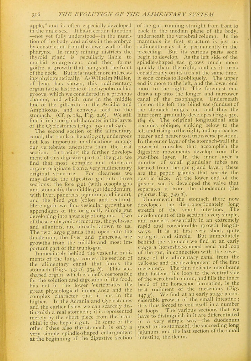cipplc, ;uid is often especially developed in the male sex. It has a certain function —not yet full}- understood—in the nutri- tion of the body, and arises in the embryo by constriction from the lower wall of the pharynx. In many mining districts the thyroid gland is peculiarly liable to morbid enlargement, and then forms goitre, a growth that hangs at the front of the neck. But it is much more interest- ing phylogenetically. AsWilhelm Muiller, of Jena, has shown, this rudimentary organ is the last relic of the hypobranchial groove, which we considered in a previous chapter, and which runs in the middle line of the gill-crate in the Ascidia and Amphioxus, and conveys food to the stomach. (Cf. p. 184, Fig. 246). We still find it in its original character in the larvae of the Cyclostomes (Figs. 355 and 356). The second section of the alimentary canal, the trunk or hepatic gut, undergoes not less important modifications among our vertebrate ancestors than the first section. In tracing the further develop- ment of this digestive part of the gut, we find that most complex and elaborate organs originate from a very rudimentary original structure. For clearness we may divide the digestive gut into three sections: the fore gut (with oesophagus and stomach), the middle gut (duodenum, with liver, pancreas, jejunum, and ileum), and the hind gut (colon and rectum). Here again we find vesicular growths or appendages of the originally simple gut developing into a variety of organs. Two of these embryonic structures, the yelk-sac and allantois, are already known to us. The two large glands that open into the duodenum, the liver and pancreas, are growths from the middle and most im- portant part of the trunk-gut. Immediately behind the vesicular rudi- ments of the lungs comes the section of the alimentary canal that forms the stomach (Figs. 353 d, 354 b). This sac- shaped organ, which is chiefly responsible for the solution and digestion of the food, has not in the lower Vertebrates the great physiological importance and the complex character that it has in the higher. In the Acrania and Cyclostomes and the earlier fishes we can scarcely dis- tinguish a real stomach ; it is represented merely by the short piece from the bran- chial to the hepatic gut. In some of the other fishes also the stomach is only a very simple spindle-shaped enlargement at the beginning of the digestive section of tiie gut, running straight from front to back in the median plane of the body, underneath the vertebral column. In the mammals its first structure is just as rudimentary as it is permanently in the preceding. But its various parts soon begin to develop. As the left side of the spindle-shaped sac grows much more quickly than the right, and as it turns considerably on its axis at the same time, it soon comes to lie obliquely. The upper end is more to the left, and the lower end more to the right. The foremost end draws up into the longer and narrower canal of the oesophagus. Underneath this on the left the blind sac (fundus) of the stomach bulges out, and thus the later form gradually developes (Figs. 349, 184 e). The original longitudinal axis becomes oblique, sinking below to the left and rising to the right, and approaches nearer and nearer to a transverse position. In the outer layer of the stomach-wall the powerful muscles that accomplish the digestive movements develop from the gut-fibre layer. In the inner layer a number of small glandular tubes are formed from the gut-gland layer ; these are the peptic glands that secrete the gastric juice. At the lower end of the gastric sac Is developed the valve that separates it from the duodenum (the pylorus. Fig. 349 d). Underneath the stomach there now developes the disproportionately long stretch of the small Intestine. _ The development of this section Is very simple, and consists essentially In an extremely rapid and considerable growth length- ways. It is at first very short, quite straight, and simple. But immediately behind the stomach we find at an early stage a horseshoe-shaped bend and loop of the gut. In connection with the sever- ance of the alimentary canal from the yelk-sac and the development of the first mesentery. The thin delicate membrane that fastens this loop to the ventral side of the vertebral column, and fills the Inner bend of the horseshoe formation, is the first rudiment of the mesentery (Fig. i47<?)- We find at an early stage a con- siderable growth of the small Intestine ; It is thus forced to coll Itself in a number of loops. The various sections that we have to distinguish In it are diflerentiated in a very simple way—the duodenum (next to the stomach), the succeeding long jejunum, and the last section of the small intestine, the ileum.