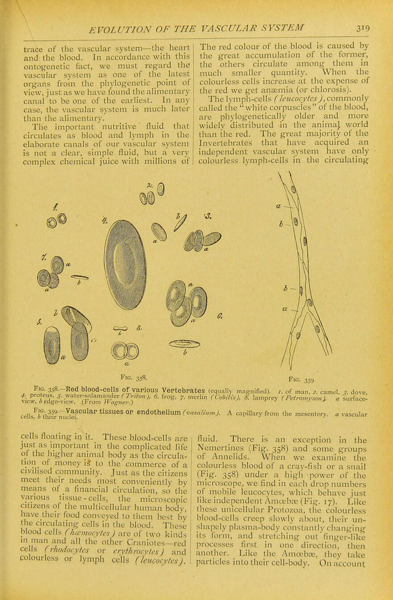 trace of the vascular system—the heart and the blood. In accordance with this ontogenetic fact, we must regard the vascular system as one of the latest organs from the pliylogcnetic point of view, just as we have found the alimentary canal to be one of the earliest. In any case, the vascular system is mucii later than the alimentary. The important nutritive' fluid that circulates as blood and lymph in the elaborate canals of our vascular system is not a clear, simple fluid, but a very complex chemical juice with millions of The red colour of the blood is caused by the great accumulation of the former, the others circulate among them in much smaller quantity. When the colourless cells increase at the expense of the red we get anasmia (or chlorosis). The lymph-cells (leucocytesJ, commonly called the white corpuscles of the blood, are phylogenetically older and more widely distributed in the anima) world than the red. The great majority of the Invertebrates that have acquired an independent vascular system have only colourless lymph-cells in the circulating Fig- 3S8- Fio. 339 , nf„'£,^^^T^^^ blood-cells of various Vertebrates (equally mafrn.-fied). /. of man, 2. camel. 7. dove, cellsf'rthi^r'i^uder'^'' ^^^^ °^ endothelium (^<a!,a^„m). A capillary from the mesentery, a vascular cells floating in it. These blood-cells are just as important in the compHcated life of the higher animal body as the circula- tion of money is' to the commerce of a civilised community. Just as the citizens meet their needs most conveniently by means of a financial circulation, so the various tissue - cells, the microscopic citizens of the multicellular human body, have their food conveyed to tiiem best by the circulating cells in the blood. These blood ceils Clia-mocytcs) are of two kinds in man and all the other Craniotes—red cells (rhodocylcs or eiytkrocyfes J and colourless or lymph cells (ImcocytesJ, fluid. There is an e.xception in the Nemertines (Fig. 358) and some groups of Annelids. When we e.xamine the colourless blood of a cray-fish or a snail (I^.'g- 358) under a high power of the microscope, we find in each drop numbers of mobile leucocytes, which behave just like independent Amoeba^ (Fig. 17). Like these unicellular Protozoa, tiie colourless blood-ceils creep slowly about, their un- shapely plasma-body constantly changing its form, and stretching out'finger-like processes first in one direction, then another. Like the Amocbaa, they take particles into their cell-body. On account