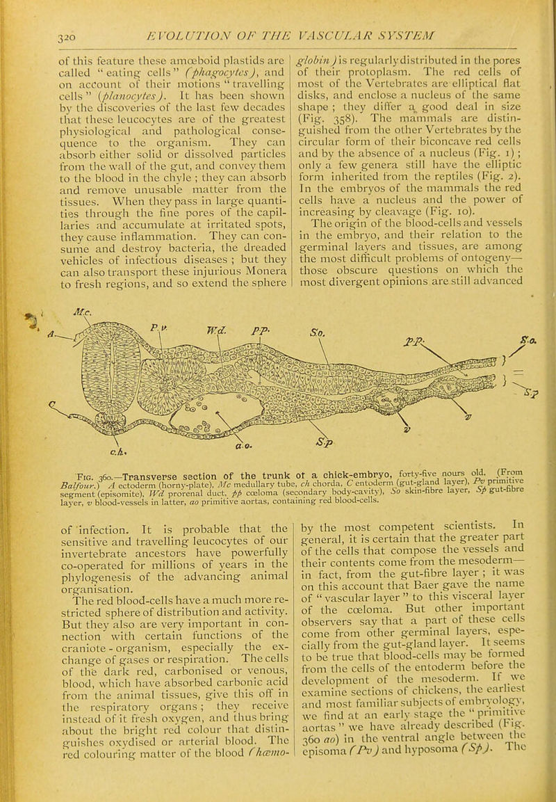 of this feature these amoeboid plastids are called  ealinj? cells (phagocytes), and on account of their motions  travelling ceils  {phinocytesJ. It has been shown by the discoveries of the last few decades that these leucocytes are of the greatest physiological and pathological conse- quence to the organism. They can absorb either solid or dissolved particles from the wall of the gut, and convey them to the blood in the chyle ; they can absorb and remove unusable matter from the tissues. When they pass in large quanti- ties through the fine pores of the capil- laries and accumulate at irritated spots, they cause inflammation. They can con- sume and destroy bacteria, the dreaded vehicles of infectious diseases ; but they can also transport these injurious Monera to fresh regions, and so extend the sphere globin )\s regularly distributed in the pores of their protoplasm. The red cells of most of the Vertebrates are elliptical flat disks, and enclose a nucleus of the same shape ; they differ a good deal in size (Fig. 358). The mammals are distin- guished from the other Vertebrates by the circular form of their biconcave red cells and by the absence of a nucleus (Fig. i); only a few genera still have the elliptic form inherited from the reptiles (Fig. 2). In the embryos of the mammals the red cells have a nucleus and the power of increasing by cleavage (Fig. 10). The origin of the blood-cells and vessels in the embryo, and their relation to the germinal layers and tissues, are among the most difficult problems of ontogeny— those obscure questions on which the most divergent opinions are still advanced M.e. Fig. 36o.-TpansvePse section Of the trunk ot a chick-embpyo, forty-five nours ol^; .(Fr9' Balfouy.i A ectoderm (horny-plate), Mc medullary tube, c/; chorda, C entoderm (gut-gland layer), ^ P>''';^ segment (episomite), Wd prorenal duct, i>p coeloma (secondary body-cavity), So skin-fibre layer. 6> gut-hbre layer, v blood-vessels in latter, ao primitive aortas, containing red blood-cells. of infection. It is probable that the sensitive and travelling leucocytes of our invertebrate ancestors have powerfully co-operated for millions of years in the phylogenesis of the advancing animal organisation. The red blood-cells have a much more re- stricted sphere of distribution and activity. But they also are very important in con- nection with certain functions of the craniote - organism, especially the ex- change of gases or respiration. The cells of the dark red, carbonised or venous, blood, which have absorbed carbonic acjd from the animal tissues, give this off in the respiratory organs; they receive instead of it fresh oxygen, and thus bring- about the bright red colour that distin- guishes oxydised or arterial blood. The red colouring matter of the blood f hccino- by the most competent scientists. In general, it is certain that the greater part of the cells that compose the vessels and their contents come from the mesoderm— in fact, from the gut-fibre layer ; it was on this account that Baer gave the name of  vascular layer  to this visceral layer of the coeloma. But other important observers say that a part of these cells come from other germinal layers, espe- cially from the gut-gland layer. It seems to be true that blood-cells may be tormed from the cells of the entoderm before the development of the mesoderm. If we examine sections of chickens, the earliest and most familiar subjects of embryology, we find at an early stage the  prunitivc aortas we have already described (big. 360 ao) in the ventral angle between the cpisoma (Pv) and hyposoma (SpJ. 1 he