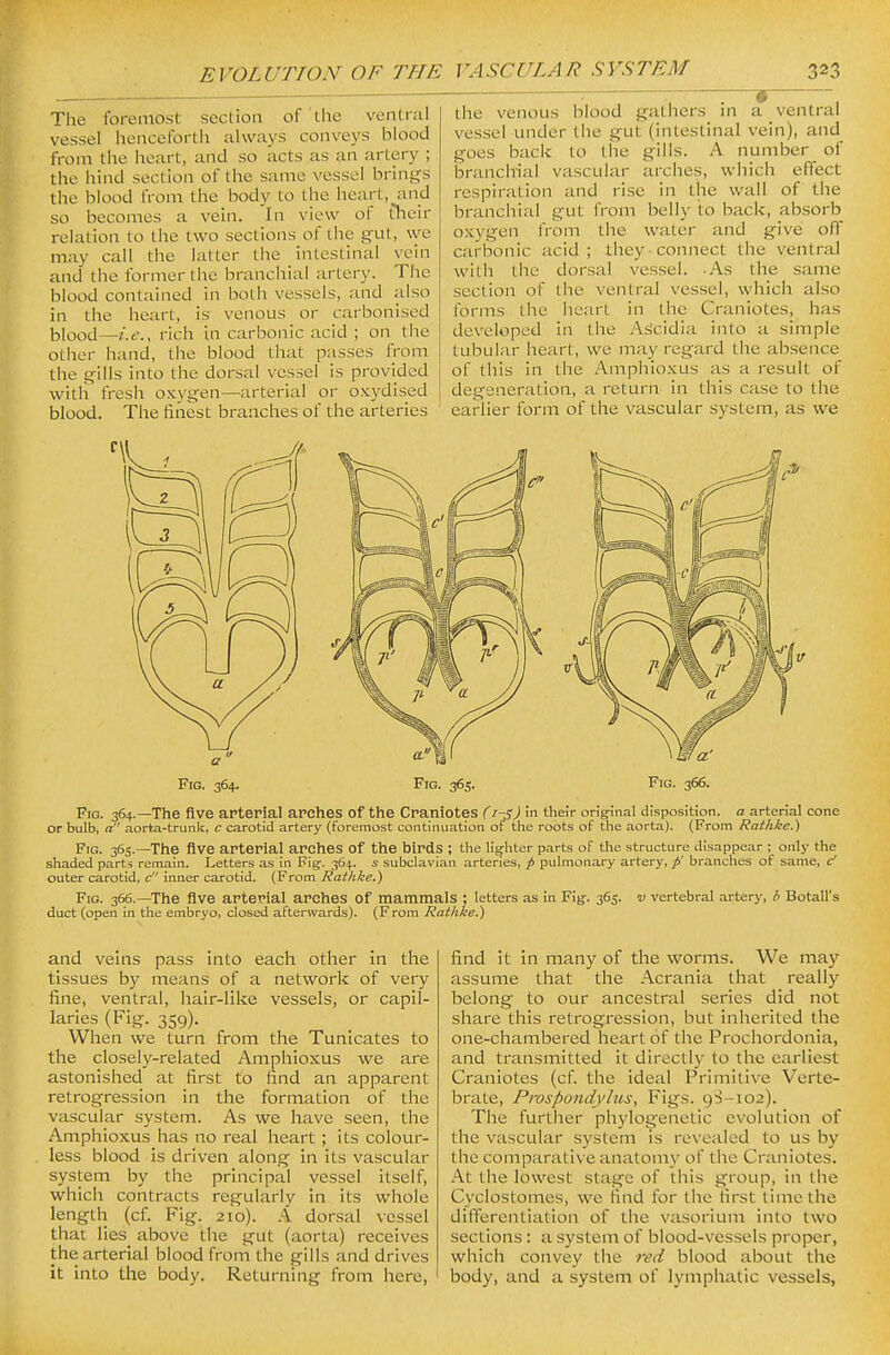 The foremost section of the ventfcal vessel henceforth always conveys blood from the heart, and so acts as an artery ; the hind section of the same vessel brings the blood from the body to the heart, and so becomes a vein. In view of t^^eir relation to the two sections of the gut, we may call the latter the intestinal vein and the former the branchial artery. The blood contained in both vessels, and also in the heart, is venous or carbonised blood—i.e., rich in carbonic acid ; on the other hand, the blood that passes from the gills into the dorsal vessel is provided with fresh oxygen—arterial or oxydised blood. The finest branches of the arteries the venous blood gathers in a ventral vessel under the gut (intestinal vein), and goes back to the gills. A number of branchial vascular arches, which effect respiration and rise in the wall of the branchial gut from belly to back, absorb oxygen from the water and give off carbonic acid ; Ihey-connect the ventral with the dorsal vessel. As the same the ventral vessel, which also heart in the Craniotes, has J in tlie As'cidia into a simple tubular heart, we may regard the absence of this in the Amphioxus as a result of degeneration, a return in this case to the earlier form of the vascular system, as we section of forms the developed Fig. 365. Fig. 364.—The five arterial arelies of tiie Craniotes (1-5) in their orig-inal disposition, a arteri.-xl cone or bulb, a aorta-trunk, c carotid artery (foremost continuation of the roots of the aorta). (From Ratlike.) Fig. 365.-1116 five arterial arches of the birds ; the lighter parts of the structure disappear ; only the shaded parts remain. Letters as in Fig. 364. s subclavian arteries, j> pulmonary artery, p' branches of same, c' outer carotid, c inner carotid. (From Rathke.) Fig. 366.—The five arterial arches of mammals ; letters as in Fig. 365. v vertebral artery, 6 Botall's duct (open in the embryo, closed afterwards). (From Rathke.) and veins pass into each other in the tissues by means of a network of very fine, ventral, hair-like vessels, or capil- laries (Fig. 359). When we turn from the Tunicates to the closely-related Amphioxus we are astonished at first to find an apparent retrogression in the formation of the vascular system. As we have seen, the Amphioxus has no real heart; its colour- less blood is driven along in its vascular system by the principal vessel itself, which contracts regularly in its whole length (cf. Fig. 210). A. dorsal vessel that lies_ above the gut (aorta) receives the arterial blood from the gills and drives it into the body. Returning from here, find it in many of the worms. We may assume that the Acrania that really belong to our ancestral series did not share this retrogression, but inherited the one-chambered heart of the Prochordonia, and transmitted it direcll}' to the earliest Craniotes (cf. the ideal Primitive Verte- brate, Prospondyhis, Figs. gS-102). The further phylogenetic evolution of the vascular system is revealed to us by the comparative anatomy of the Craniotes. At the lowest stage of this group, in the Cyclostomes, we find for the first time the differentiation of the vasorium into two sections: a system of blood-vessels proper, which convey the red blood about the body, and a system of lymphatic vessels,