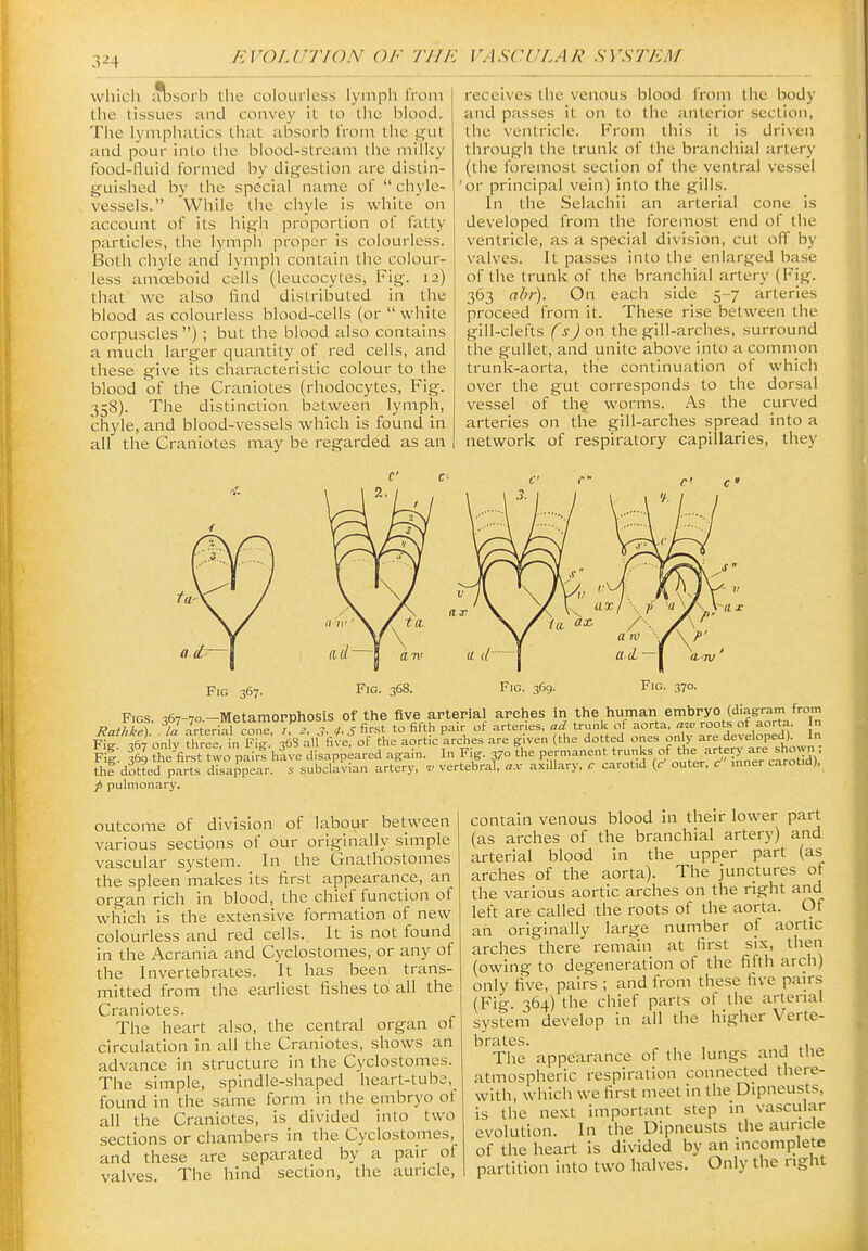 which t?bsorb the colourless lymph from the tissues and convey it to the blood. The lympliatics that absorb from tlie f^ut and pour into the blood-stream the milky food-fluid formed by digestion are distin- guished by the special name of  ciiyle- vessels. While the chyle is white on account of its high proportion of fatty particles, the lymph proper is colourless. Both chyle and lymph contain the colour- less amoeboid cells (leucocytes, Fig. 12) that we also find distributed in the blood as colourless blood-cells (or  white corpuscles) ; but the blood also contains a much larger quantity of red cells, and these give its characteristic colour to the blood of the Craniotes (rhodocytes. Fig. 358). The distinction between lymph, chyle, and blood-vessels which is found In all the Craniotes may be regarded as an receives the venous blood from the body and passes it on to the anterior section, the ventricle. From this it is driven through the trunk of the branchial artery (the foremost section of the ventral vessel 'or principal vein) into the gills. In the Selachii an arterial cone is developed from the foremost end of the ventricle, as a special division, cut off by valves. It passes into the enlarged base of the trunk of the branchial artery (Fig. 363 abr). On each side 5-7 arteries proceed from it. These rise between the gill-clefts (s) on the gill-arches, surround the gullet, and unite above into a common trunk-aorta, the continuation of which over the gut corresponds to the dorsal vessel of the worms. As the curved arteries on the gill-arches spread into a network of respiratory capillaries, they Fig 367. Figs i6-,--,o —MetamoPDhosis of the five arterial arches in the human embryo (diagram from RatVm /a a^teriTco,™ /  J^. 5 first to fifth pair of arteries, ad trunk ot aorta, ^» roots of aorta. In Fir X only three nFg 368 all fivefof the aortic arches are given (the dotted ones only are developed) In Fi|: 1% the'k^stwo pair? hive disappeared again. In Fig. 370 the permanent '-^V^/*e^-;^f^'^^/^/^^^^ thi dotted parts disappear, s subclavian artery, v vertebral, ax axillary, c carotid (c outer, c inner carotid}. p pulmonary. outcome of division of labour between various sections of our originally simple vascular system. In the Gnathostomes the spleen makes its first appearance, an organ rich in blood, the chief function of which is the extensive formation of new colourless and red cells. It is not found in the Acrania and Cyclostomes, or any of the Invertebrates. It has been trans- mitted from ■ the earliest fishes to all the Craniotes. The heart also, the central organ of circulation in all the Craniotes, shows an advance in structure in the Cyclostomes. The simple, spindle-shaped heart-tube,_ found in the same form in the embryo ot all the Craniotes, is divided into two sections or chambers in the Cyclostomes, and these are separated by a pair of valves. The hind section, the auricle, contain venous blood in their lower part (as arches of the branchial artery) and arterial blood in the upper part (as arches of the aorta). The junctures of the various aortic arches on the right and left are called the roots of the aorta. Of an originally large number of aortic arches there remain at first six, then (owing to degeneration of the fifth arch) only five, pairs ; and from these five pairs (Fig. 364) the chief parts of the arterial system develop in all the higher Verte- brates. , The appearance of the lungs and the atmospheric respiration connected there- with, which we first meet in the Dipneusts, is the next important step in vascular evolution. In the Dipneusts the auricle of the heart is divided by an incomplete partition into two halves. Only the right