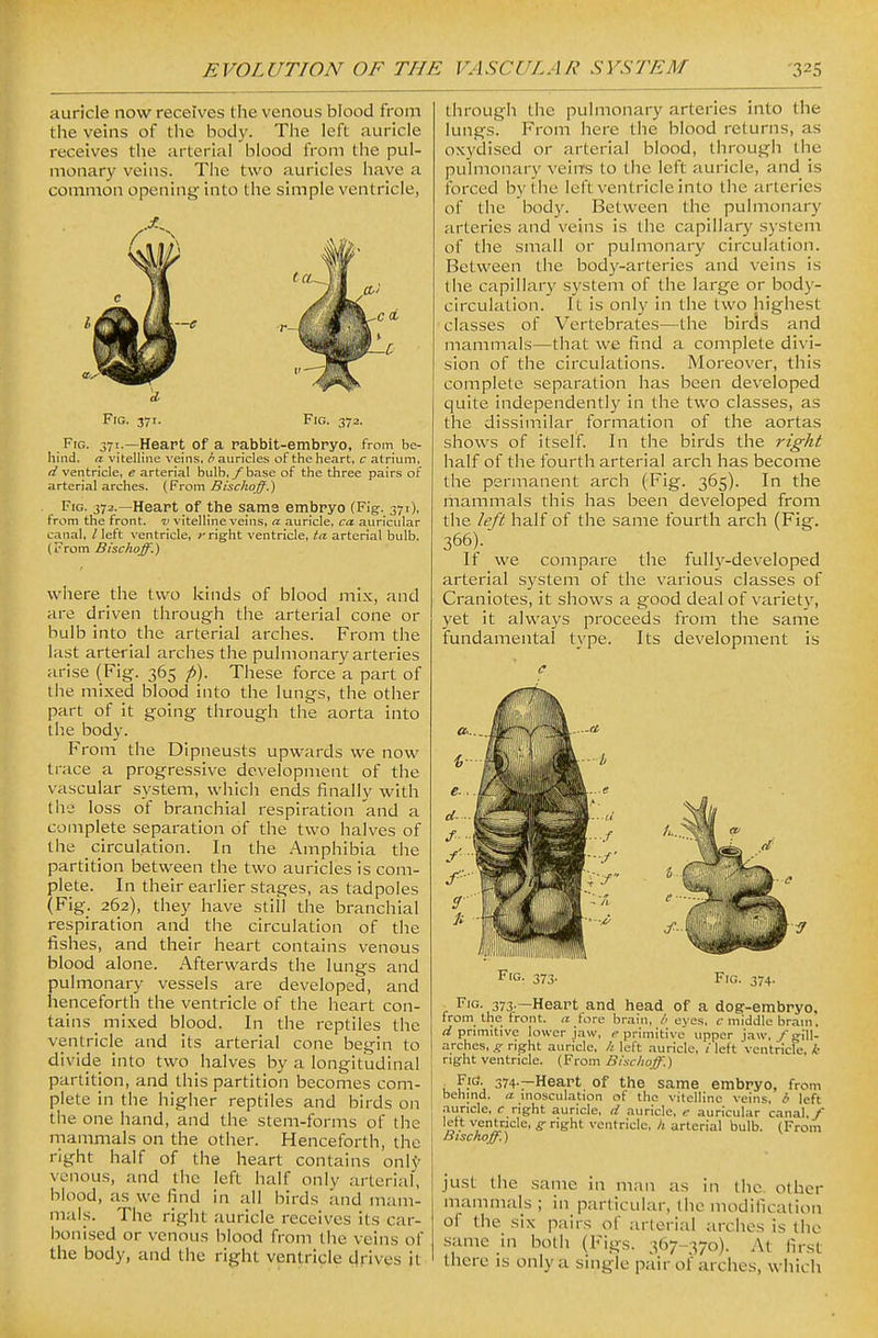 auricle now receives the venous blood from the veins of tlie body. The left auricle receives tiie arterial blood from the pul- monary veins. The two auricles have a common opening into the simple ventricle, Fig. 371. Fig. 372. Fig. 371.—Heart of a rabbit-embryo, from be- hind, a vitelline veins, (i auricles of the heart, c atrium, d ventricle, e arterial bulb, y base of the three pairs of arterial arches. (From Bischoff.') Fig. 372.—Heart of the sams embryo (Fig. 371), from the front, 'v vitelline veins, a auricle, ca. auricular canal, / left ventricle, /-right ventricle, ta arterial bulb. (From Bischoff.) where the two kinds of blood mix, and are driven through the arterial cone or bulb into the arterial arches. From the last arterial arches the pulmonary arteries arise (Fig. 365 p). These force a part of the mixed blood into the lungs, the other part of it going through the aorta into tlie body. From the Dipneusts upwards we now trace a progressive development of the vascular system, which ends finally with the loss of branchial respiration and a complete separation of the two halves of the circulation. In the Amphibia the partition between the two auricles is com- plete. In their earlier stages, as tadpoles (Fig. 262), they have still the branchial respiration and the circulation of the fishes, and their heart contains venous blood alone. Afterwards the lungs and pulmonary vessels are developed, and henceforth the ventricle of the heart con- tains mixed blood. In the reptiles the ventricle and its arterial cone begin to divide into two halves by a longitudinal partition, and this partition becomes com- plete in the higher reptiles and birds on the one hand, and the stem-forms of the mammals on the other. Henceforth, the right half of the heart contains onlj' venous, and the left half only arterial, blood, as we find in all birds and mam- mals. The right auricle receives its car- bonised or venous blood from the veins of the body, and tiie right ventricle cJrives it through the pulmonary arteries into the lungs. From here the blood returns, as oxydised or arterial blood, through the pulmonary veins to the left auricle, and is forced by the left ventricle into the arteries of the body. Between the pulmonary arteries and veins is the capillary system of the small or pulmonary circulation. Between the body-arteries and veins is the capillary system of the large or body- circulation. It is only in the two highest classes of Vertebrates—the birds and mammals—that we find a complete divi- sion of the circulations. Moreover, this complete separation has been developed quite independently in the two classes, as the dissimilar formation of the aortas shows of itself. In the birds the right half of the fourth arterial arch has become the permanent arch (Fig. 365). In the mammals this has been developed from the left half of the same fourth arch (Fig. 366). If we compare the fully-developed arterial system of the various classes of Craniotes, it shows a good deal of variety, yet it always proceeds from the same fundamental type. Its development is Fig- 373- Fig. 374. Fig- 373—Heart and head of a dog-embryo, from the front, a fore brain, l> eyes, c middle brain, d primitive lower jaw, e primitive upper jaw, / g-ill- arches, fright auricle, //left auricle, /'left ventricle, i right ventricle. (From Bischoff.) , Fjcf. 374.—Heart of the same embryo, from behind, a. inosculation of the vitelline veins, b left auricle, c right auricle, d auricle, e auricular canal,/ „ • '^,en'cle, g nght ventricle, h arterial bulb. (From Bischoff.) just the same in man as in the other mammals ; in particular, the modification of the six pairs of arterial arches is the same in both (Figs. 367-370). At first there is only a single pair of arches, which