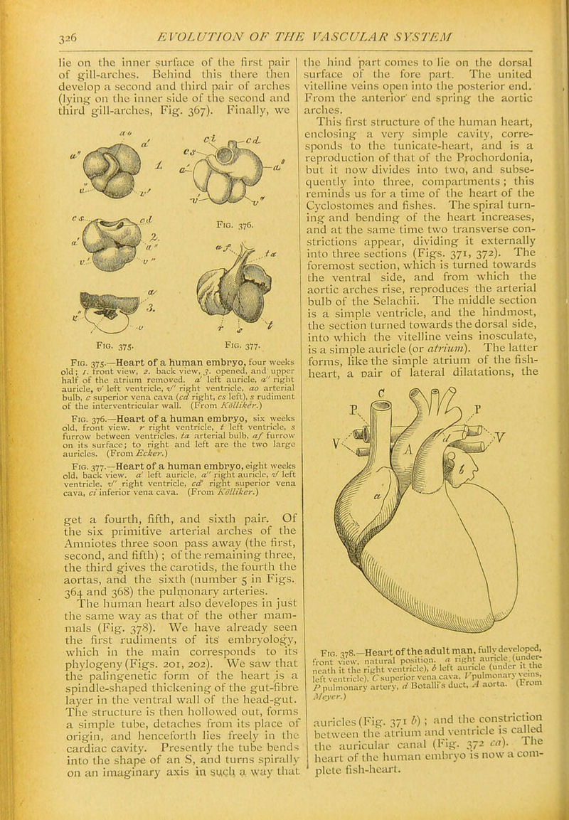 lie on the inner surface of the first pair of gill-arches. Behind this there then develop a second and third pair of arches (lying on the inner side of tlte second and third gill-arches, Fig. 367). Finally, we Fig. 376. Fits- 37S- Fig. 377. Fig. 375.—Heart of a human embryo, four weeks old; /. trout view, ^. back view, 3. opened, and upper half of the atrium removed, a' left auricle, a rig-ht auricle, v left ventricle, v right ventricle, ao arterial bulb, c superior vena cava {cd right, cs left), s rudiment of the interventricular wall. (From Kd'llikgr.) Fig. 376.—Heart of a human embryo, si.v weeks old, front view, r ri^ht ventricle, t left ventricle, s furrow between ventricles, ia arterial bulb, af furrow on its surface; to right and left are the two large auricles. (Vrom Ecker.) Fig. 377.—Heart of a human embryo, eight weeks old, back view, a' left auricle, a right auricle, v' left ventricle, -v right ventricle, cd' right superior vena cava, c;'inferior vena cava. (From KolUker.) get a fourth, fifth, and sixth pair. Of the six primitive arterial arches of the Amniotes three soon pass away (the first, second, and fifth); of the remaining three, the third gives the carotids, the fourth the aortas, and the sixth (number 5 in Figs. 364 and 368) the puliiionary arteries. The human heart also developes in just the same way as that of the other mam- mals (Fig. 378). We have already seen the first rudiments of its' embryology, which in the main corresponds to its phylogeny (Figs. 201, 202). We saw that the palingenetic form of the heart ,is a spindle-shaped thickening of the gut-fibre layer in the ventral wall of the head-gut. The structure is then hollowed out, forms a simple tube, detaches from its place of origin, and henceforth lies freely i'l the cardiac cavity. Presently the tube bends into the shape of an S, and turns spirally on an imaginary axis ha swU a way that the hind part comes to lie on the dorsal surface of the fore part. The united vitelline veins open into the posterior end. From the anterior' end spring the aortic arches. This first structure of the human heart, enclosing a very simple cavity, corre- sponds to the tunicate-heart, and is a reproduction of that of the Prochordonia, but it now divides into two, and subse- quently into three, compartments; this reminds us for a time of the heart of the Cyclostomes and fishes. The spiral turn- ing and bending of the heart increases, and at the same time two transverse con- strictions appear, dividing it externally into three sections (Figs. 371, 372). The foremost section, which is turned towards the ventral side, and from which the aortic arches rise, reproduces the arterial bulb of the Selachii. The middle section is a simple ventricle, and the hindmost, the section turned towards the dorsal side, into which the vitelline veins inosculate, is a simple auricle (or atrium). The latter forms, like the simple atrium of the fish- heart, a oair of lateral dilatations, the Fig. 378.-Heartoftheadultmatl,fullydeveloped, front view, natural position « ST^t auricle (undei- nealh it the right ventricle), d Ictt auricle J 't .'hc left ventricle), C superior vena cava, I P''''-^'^>;p^'fj P pulmonary artery, d BotaUi's duct. A aorta. (From Mayer.) auricles (Fig. 371 t>) ; the constriction between the atrium and ventricle is called the auricular canal (Fig. 372 ca). Ine heart of the human embryo is now a com- plete fish-heart.