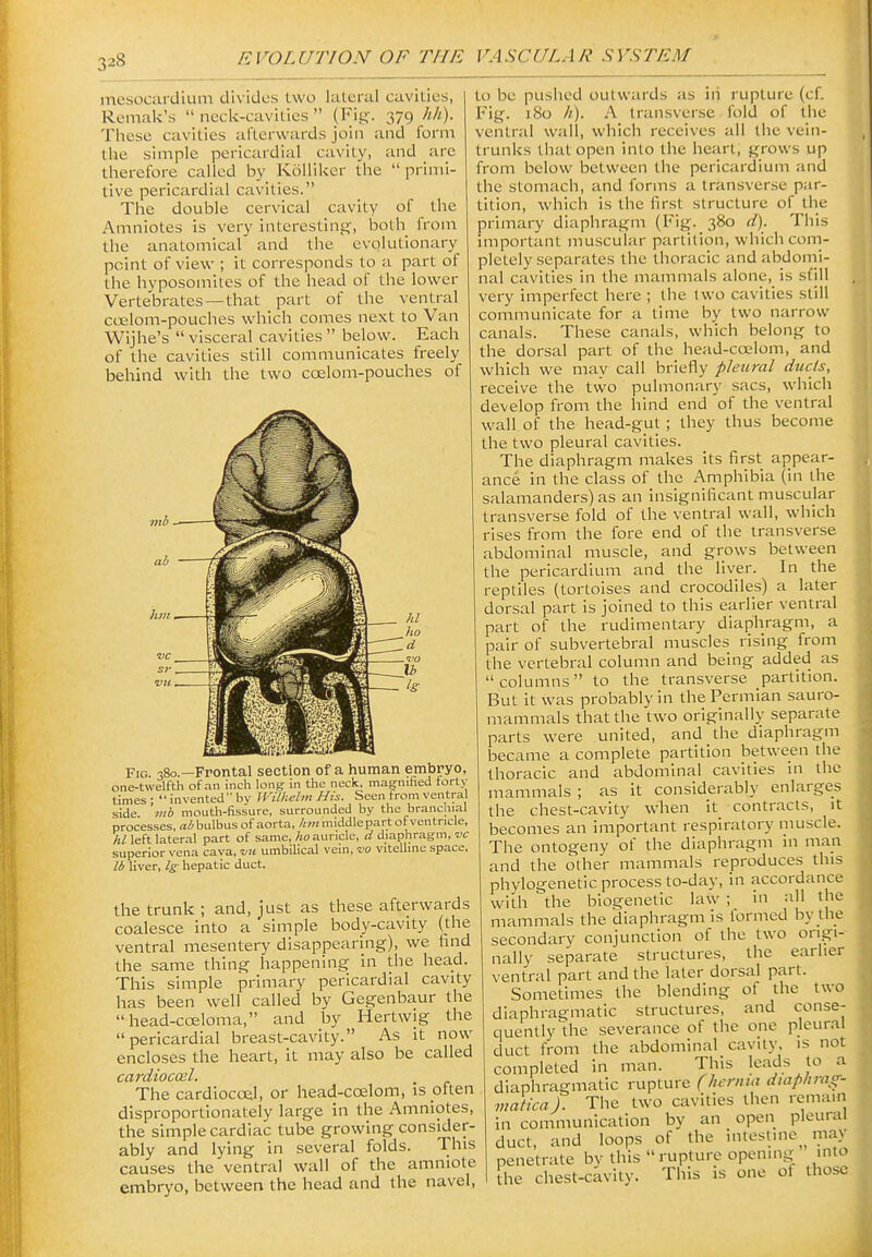 mesocardium divides two lateral cavities, Rcmak's  neck-cavities  (Fi^. 379 hh). These cavities afLervvards join and form the simple pericardial cavity, and are therefore called by Kolliker the  primi- tive pericardial cavities. The double cervical cavity of the Amniotes is very interesting, both from the anatomical and the evolutionary point of view ; it corresponds to a part of the hyposomites of the head of the lower Vertebrates —that part of the ventral ccElom-pouches which comes next to Van Wijhe's visceral cavities below. Each of the cavities still communicates freely behind with the two ccelom-pouches of Fig. 380.—Frontal section of a human embryo, one-twelfth of an inch long- in the neck, mag-nified forty times :  invented by Wilkelm His. Seen from ventral side, mh mouth-fissure, surrounded by the branchial processes, bulbus of aorta, hm middle part of ventricle, hi left lateral part of same, lio auricle, d diaphragm, vc superior vena cava, uu umbilical vein, do vitelline space. lb liver, Ig hepatic duct. the trunk; and, just as these afterwards coalesce into a simple body-cavity (the ventral mesentery disappearing), we find the same thing happening in the head. This simple primary pericardial cavity has been well called by Gegenbaur the head-coeloma, and by Hertwig the pericardial breast-cavity. As it now encloses the heart, it may also be called cardiocoel. The cardiocoel, or head-coelom, is often disproportionately large in the Amniotes, the simple cardiac tube growing consider- ably and lying in several folds. This causes the ventral wall of the amniote embryo, between the head and the navel. to be pushed outwards as iii rupture (cf. Fig. 180 h). A transverse fold of the ventral wall, which receives all the vein- trunks that open into the heart, grows up from below between the pericardium and the stomach, and forms a transverse par- tition, which is the first structure of the primary diaphragm (Fig. 380 d). This important muscular partition, which com- pletely separates the thoracic and abdomi- nal cavities in the mammals alone, is still very imperfect here ; the two cavities still communicate for a time by two narrow canals. These canals, which belong to the dorsal part of tiie head-ccelom, and which we may call briefly pleural ducts, receive the tvvo pulmon;iry sacs, which develop from the hind end of the ventral wall of the head-gut; they thus become the two pleural cavities. The diaphragm makes its first appear- ance in the class of the Amphibia (in the salamanders) as an insignificant muscular transverse fold of the ventral wall, which rises from the fore end of the transverse abdominal muscle, and grows between the pericardium and the liver. In the reptiles (tortoises and crocodiles) a later dorsal part is joined to this earlier ventral part of the rudimentary diaphragm, a pair of subvertebral muscles rising from the vertebral column and being added as columns to the transverse partition. But it was probably in the Permian sauro- mammals that the two originally separate parts were united, and the diaphragm became a complete partition between the thoracic and abdominal cavities in the mammals ; as it considerably enlarges the chest-cavity when it contracts, it becomes an important respiratory muscle. The ontogeny of the diaphragm in man and the other mammals reproduces this phylogenetic process to-day, in accordance with the biogenetic law ; in all the mammals the diaphragm is formed by the secondary conjunction of the two origi- nally separate structures, the earlier ventral part and the later dorsal part. Sometimes the blending ol the two diaphragmatic structures, and conse- quently the severance of the one pleural duct from the abdominal cavity, is not completed in man. This lea^.s '-^ diaphragmatic rupture (henna diaphras^- matica). The two cavities then remain in communication by an open pleuiai duct, and loops of the intesime iiiay penetrate by this  rupture opening into [he chest-cavity. This is one ot those