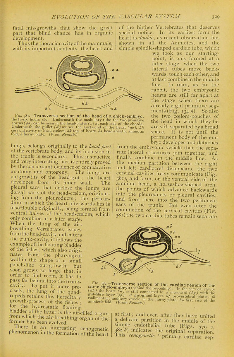show the has in o: great fatal mis-growths that part that blind chance development. Thus the thoracic cavity of the mammals, with its important contents, the heart and Fig. qSi.—Transvepse section of the head of a chick-embryo, thirty-six hours old. Underneath the medullary tube the two primitive aortas (pa) can be seen in the head-plates (s) at each side of the chorda. Underneath the gullet (d) we see the aorta-end of the heart (ae), hh cervical cavity or head coelom, hk top of heart, ks head-sheath, amniotic fold, A horny plate. (From Remak.) of the higher Vertebrates that deserves special notice. In its earliest form the heart is double, as recent observation has shown, in all the Amniotes, and the simple spindle-shaped cardiac tube, which. we took as our starting- point, is only formed at a later stage, when the two lateral tubes move back- wards, touch each other, and at last combine in the middle line. In man, as in tiie rabbit, the two embryonic hearts are still far apart at the stage when there are already eight primitive seg- ments (Fig. 134 h). So also the two coelom-pouches of the head in which they lie are still separated bya bi-oad space. It is not until the permanent body of the em- bryo developes and detaches , , , . . , , , , ^y^ ueveiopes ana aetacne: lungs, belongs ongmally to the head-part from the embryonic vesicle that the sepa of the vertebrate body, and its inclusion in the trunk is secondary. This instructive and very interesting fact is entirely proved by the concordant evidence of comparative anatomy and ontogeny. The lungs are outgrowths of the head-gut ; the heart developes from its inner wall. The pleural sacs that enclose the lungs are dorsal parts of the head-coelom, originat- ing from the pleuroducts ; the pericar- dium in which the heart afterwards lies is also double originally, being formed from ventral halves of the head-coelom, which only combine at a later stage. When the lung of the air- breathing Vertebrates issues from the head-cavity and enters the trunk-cavity, it follows the example of the floating bladder of the fishes, which also origi- nates from the pharyngeal wall in the shape of a small pouch-like out-growth, but soon grows so large that, in order to find room, it has to pass far behind into the trunk- cavity. To put it more pre- cisely, the lung of the quad- rupeds retains this hereditarv growth-process of the fishes'; for the hydrostatic floating bladder of the latter is the air-filled or^an from which the air-breathing organ of the lormer has been evolved. There is an interesting cenogenetic phenomenon m the formation of the heart rate lateral structures join together, and finally combine in the middle line. As the median partition between the right and left cardiocoel disappears, the two cervical cavities freely communicate (Fig. 381), and form, on the ventral side of the amniote head, a horseshoe-shaped arch, the points of which advance backwards into the pleuroducts or pleural cavities, and from there into the two peritoneal sacs of the trunk. But even after the conjunction of the cervical cavities (Fig. 381) the two cardiac tubes remain separate co^'i' 382. —Transverse section of the cardiac region of the r/trj^thc^ hi'.'?'??T^° V^T^^-^S). In the ce?Wcal caN kv at first ; and even after thev have united a delicate partition in the middle of the simple endothelial tube (Figs. 379 s 382 /%) indicates the original separation! Ihis ceno^eticfic primary cardiac sep-