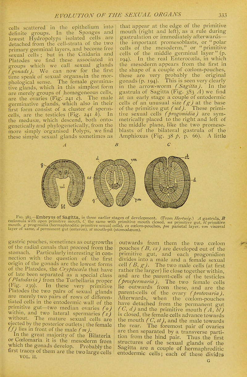 cells scattered' in the epithelium into definite groups. In the Spong-es and lowest Hydropolyps isolated cells are detached from the cell-strata of the two primary germinal layers, and become free sexual cells ; but in the Cnidaria and Platodes we find these associated in groups which we call sexual glands (f^onads). We can now for the first time speak of sexual organs,in the mor- phological sense. The female germina- tive glands, which in this simplest form are merely groups of homogeneous cells, are the ovaries (Fig. 241 c). The male germinative glands, which also in their first form consist of a cluster of sperm- cells, are the testicles (Fig. 241 h). In the medusa;, which descend, both onto- genetically and phylogenetically, from the more simply organised Polyps, we find these simple sexual glands sometimes as I A i that appear at the edge of the primitive mouth (right and left), as a rule during gastrulation or immediately afterwards— the important promesoblasts, or  polar cells of the mesoderm, or primitive cells of the middle germinal layer (p. 194). In the real Enterocoela, in which the mesoderm appears from the first in the shape of a couple of ccelom-pouches, these are very probably the original gonads (p. 194). This is seen very clearly in the arrow-worm (SagiltaJ. In the gastrula of Sagitta (Fig. 383 A) we find at an early stage a couple of entodermic cells of an unusual size (g-J at the base of the primitive gut (udj. These primi- tive sexual cells fprogonidiaJ are sym- metrically placed to the right and left of the middle plane, like the two promeso- blasts of the bilateral gastrula of the Amphioxus (Fig. 38 p, p. 66). A little C Fro. 383.—Embryos of Sagitta, in three earlier stages of development. (From Hertim'g.) A g-astrula, B cojlomula with open prnnitive mouth, C the same with primitive mouth closed, ua primitive gut, W primitive mouth, p- progonidia (hermaphroditic primitive sexual cells), cs ccelom-pouches, pm parietal layer, -vm visceral layer ot same, d permanent gut (enteron), st mouth-pit (stomodsum). gastric pouches, sometimes as outgrowths of the radial canals that proceed from the stomach. Particularly interesting in con- nection with the question of the first origin of the gonads are the lowest forms of the Platodes, the Cryptocosla that have of late been separated as a special class (Platodaiia) from the Turbellaria proper (Fig. 239). In these very primitive Platodes the two pairs of sexual glands are merely two pairs of rows of differen- tiated cells in the entodermic wall of the primitive gut—two median ovaries (o) within, and two lateral spermaries (s) without. The mature sexual cells are ejected by the posterior outlets; the female (f) lies in front of the male (mJ. In the great majority of the Bilateria or Coelomaria it is the mesoderm from which the gonads develop. Probably the first traces of them are the two large cells VOL. II. outwards from them the two coelom pouches (B, cs) are developed out of the primitive gut, and each progonidion divides into a male and a female sexual cell fB, g). The two male cells (at first rather the larger) lie close together within, and are the parent-cells of the testicles (prospermaria). The two female cells lie outwards from these, and are the parent-cells of the ovary (protovaria). Afterwards, when the coelom-pouches have detached from the permanent gut (C, d) and the primitive mouth (A, '^bl') is closed, the female cells advance towards the mouth (C, stj, and the male towards the rear. The foremost pair of ovaries are then separated by a transverse parti- tion from the hind pair. Thus the first structures of the sexual glands of the Sagitta are a couple of hermaphroditic entodermic cells; each of these divides