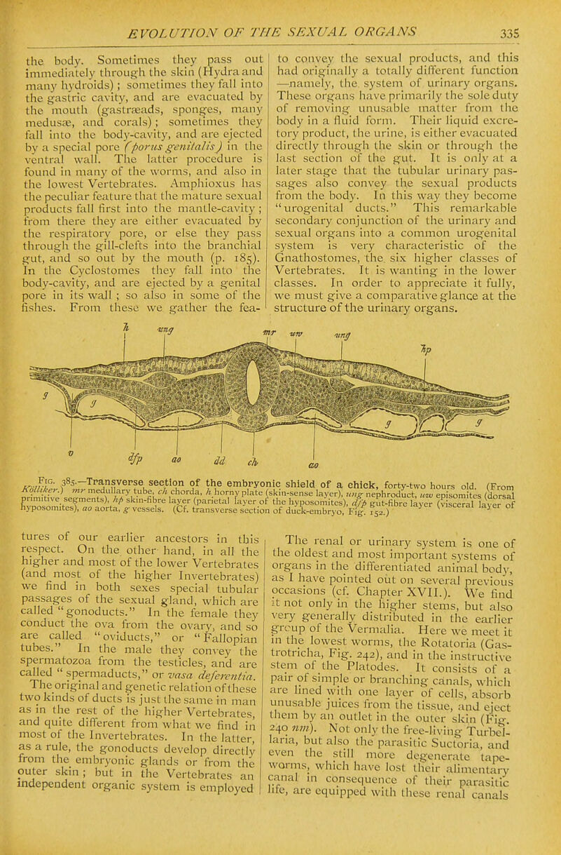 the body. Sometimes they pass out immediately through the skin (Hydraand many hydroids); sometimes they fall into the gastric cavity, and are evacuated by the mouth (gastraeads, sponges, many medusae, and corals); sometimes they fall into the body-cavity, and are ejected by a special pore (porus genilalis) in the ventral wall. The latter procedure is found in many of the worms, and also in the lowest Vertebrates. Amphioxus has the peculiar feature that the mature sexual products fall first into the mantle-cavity ; from there they are either evacuated by the respiratory pore, or else they pass through the gill-clefts into the branchial gut, and so out by the mouth (p. 185). In the Cyclostomes they fall into the body-cavity, and are ejected by a genital pore in its wall ; so also in some of the fishes. From these we gather the fea- to convey the sexual products, and this had originally a totally different function —namely, the system of urinary organs. These organs have primarily the sole duty of removing unusable matter from the body in a fluid form. Their liquid excre- tory product, the urine, is either evacuated directly through the skin or through the last section of the gut. It is only at a later stage that the tubular urinary pas- sages also convey the sexual products from the body. In this way they become urogenital ducts. This remarkable secondary conjunction of the urinary and sexual organs into a common urogenital system is very characteristic of the Gnathostomes, the six higher classes of Vertebrates. It is wanting in the lower classes. In order to appreciate it fully, we must give a comparative glance at the structure of the urinary organs. 385—Transverse section of the embryonic shield of a chicl?, forty-two hours old. (From J^o hkey.) mr medul ary tube chorda, A hornvplate fskJn-sense layer), ,mg nephroduct, episomJtes (lox^X r,m.t,ve segments), A/i sk.n-fibre layer (parietal layer o^ the hyposomites). dfp gut-fibre layer (v sceral layer of yposomites), ao aorta, g vessels. (Cf. transverse section of duck-embryo, F./ Tsz ) tviscerai laj er ot tures of our earlier ancestors in this respect. On the other hand, in all the higher and most of the lower Vertebrates (and most of the higher Invertebrates) we find in both sexes special tubular passages of the sexual gland, which are called gonoducts. In the female they conduct the ova from the ovary, and so are called oviducts, or Fallopian tubes. In the male they con\ey the spermatozoa from the testicles, and are called  spermaducts, or vasa defercntia. The original and genetic relation of these two kmds of ducts is just the same in man as in the rest of the higher Vertebrates and quite different from what we find in most ot the Invertebrates. In the latter, as a rule, the gonoducts develop directly from the embryonic glands or from the outer skin ; but in the Vertebrates an independent organic system is employed The renal or urinary system is one of the oldest and most important systems of organs in the differentiated animal body, as I have pointed out on several previous occasions (cf. Chapter XVII.). We find it not only in the higher stems, but also very generally distributed in the earlier group of the Vermalia. Here we meet it m the lowest worms, the Rotatoria (Gas- trotricha, Fig. 242), and in the instructive stem of the Platodes. It consists of a pair of sunple or branching canals, which are hned with one layer of cells, absorb unusable juices from the tissue, and eject them by an outlet in the outer skin (Fig 240 mil). Not only the free-liviiig Turbejl laria, but also the parasitic Suctoria, and even the still more degenerate tape- worms, which have lost their alimentary canal m consequence of their parasitic lite, are equipped with these renal canals