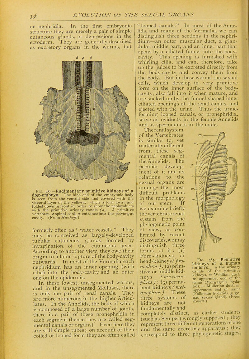 or nephridia. In the first embryonic structure they are merely a pair of simple cutaneous glands, or depressions in the ectoderm. They are generally described as excretory organs in the worms, but Fig. 386.—Rudimentary primitive kidneys of a dog-embpyo. The hind end of the embryonic body is seen from the ventral side and covered with the visceral layer of the yelk-sac, which is torn away and folded down in front in order to show the nephroducts with the primitive urinary canals (a), b primitive vertebrEB, c spinal cord, d entrance into the pelvic-gut cavity. (From Bischoff.) formerly often as water vessels. They may be conceived as largely-developed tubular cutaneous glands, formed by invagination, of the cutaneous layer. According to another view, they owe their origin to a later rupture of the body-cavity outwards. In most of the Vermalia each nephridium has an inner opening (with cilia) into the body-cavity and an outer one on the epidermis. In these lowest, unsegmented worms, and in the unsegmented Molluscs, there is only one pair of renal canals. They are more numerous in the higher Articu- lates. In the Annelids, the body of which is composed of a large number of joints, there is a pair of these pronephridia in each segment (hence they are called seg- mental canals or organs). Even here they are still simple tubes; on account of their coiled or looped form they are often called looped canals. In most of the Anne- lids, and many of the Vermalia, we can distinguish three sections in the nephri- dium—an outer muscular duct, a glan- dular middle part, and an inner part that opens by a ciliated funnel into the body- cavity. This opening is furnished with whirling cilia, and can, therefore, take up the juices to be e.Kcreted directly from the body-cavity and convey them from the body. But in these worms the sexual cells, which develop in very primitive form on the inner surface of the body- cavity, also fall into it when mature, and are sucked up by the funnel-shaped inner ciliated openings of the renal canals, and ejected with the urine. Thus the urine- forming looped canals, or pronephridia, serve as oviducts in the female Annelids and as spermaducts in the male. The renal system of the Vertebrates is similar to, yet material ly d ifferent from, these seg- mental canals of the Annelids. The peculiar develop- ment of it and its relations to the sexual organs are among* the most difficult problems in the morphology of our stem. If we examine briefly the vertebrate renal system from the phylogenetic point of view, as con- firmed by recent discoveries, we may distinguish three forms of it : (i) Fore - kidneys or head-kidneys (^^ra- nephrosJ ; (2) prim- itive or middle kid- neys (mesone- phros) ; (3) perma- nent kidneys (met- anepliros). These three systems of kidneys' are not fundamentally and completely distinct, as earlier students (such as Semper) wrongly supposed ; they represent three different generations ol one and the same excretory apparatus ; they correspond to three phylogenetic stages. Fig. 387. —Primitive kidneys of a human embryo. « the urinary canals of the primitive kidneys, it> Wolffian duct. 71'' uppermost end ot the same (Morgagni's hyda- tid), m MuUerian duct, m' uppermost end of same (Fallopian hvdatid). g go- nad (sexual gland). tFrom Kobelt.)