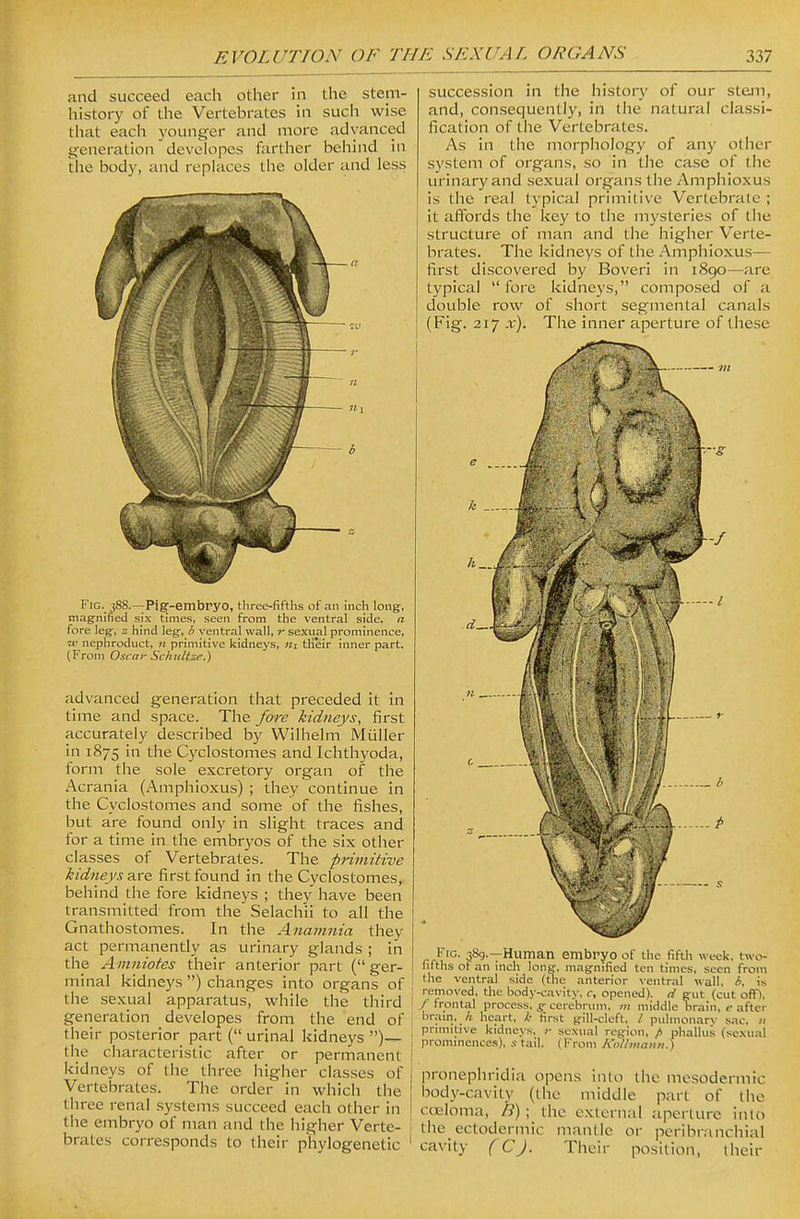 and succeed each other in the stem- history of the Vertebrates in such wise tiiat each 3'ounger and more advanced generation developes farther behind in the body, and replaces the older and less Fig. 388.—Pi^-embryo, three-fifths of an inch long, magnified six times, seen from the ventral side, a fore leg-, z hind leg, b ventral wall, r sexual prominence, w nephroduct, n primitive kidneys, ui tHeir inner part. (From Oscai- Schulise.) advanced generation that preceded it in time and space. The fore kidneys, first accurately described by Wilhelm Miiller in 1875 in the Cyclostomes and Ichthyoda, form the sole excretory organ of the Acrania (Amphioxus) ; they continue in the Cyclostomes and some of the fishes, but are found only in slight traces and for a time in the embryos of the six other classes of Vertebrates. The primitive kidneys first found in the Cyclostomes, behind the fore kidneys ; they have been transmitted from the' Selachii to all the Gnathostomes. In the Ananinia they act permanently as urinary glands ; in the Ainniotes their anterior part (ger- minal kidneys ) changes into organs of the sexual apparatus, while the third f generation developes from the end of their posterior part ( urinal kidneys { the characteristic after or permanent kidneys of the three higher classes of Vertebrates. The order in which the three renal systems succeed each other in the embryo of man and the higher Verte- brates corresponds to their pliylogenetic ' succession in the history of our stan, and, consequently, in the natural classi- fication of the Vertebrates. As in the morphology of any other system of organs, so in the case of the urinary and sexual organs the Amphioxus is the real typical primitive Vertebralc ; it affords the key to the mysteries of the structure of man and the higher Verte- brates. The kidneys of the Amphioxus— first discovered by Boveri in 1890—are typical fore kidneys, composed of a double row of short segmental canals (Fig. 217 .r). The inner aperture of these Fig. 389.—Human embryo of the fifth week, two- fifths ot an inch long, magnified ten times, seen from the ventral side (the anterior \entral wall, b, is removed, the bodj-cavity, <-, opened), d gut (cut oflf), / frontal process, g cerebrum, middle brain, c after br.;im, h heart, k first gill-cleft, / pulmonary sac, u pruiutive kidneys, sexual region, / phallus (sexual prommences), ,s- tail. (From KoUmanji.) pronephridia opens into the mesodermic body-cavity (the middle part of the coeloma, B) ; the external aperture into the_ ectodermic mantle or peribranchial cavity (C), Their position, their