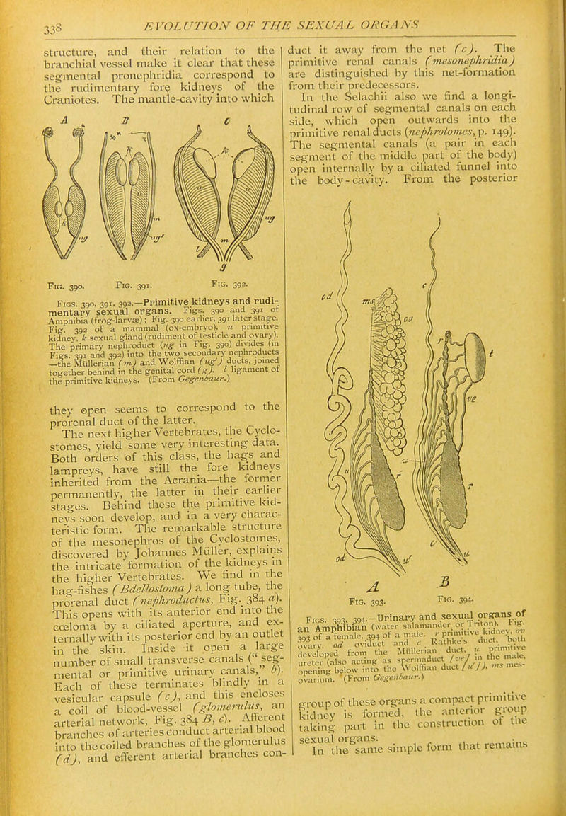 structure, and their relation to the branchial vessel make it clear that these segmental pronephridia correspond to the rudimentary fore kidneys of the Craniotes. The mantle-cavity into which Fig. 390. Fig. 391. Fig. 392. duct it away from the net (c). The primitive renal canals (mesonephridia) are distinguished by this net-formation from their predecessors. In the Sclachii also we find a longi- tudinal row of segmental canals on each side, which open outwards into the primitive renal ducts (•«^^/«ro/o7«<?*,_p. 149)- The segmental canals (a pair in eacli segment of the middle part of the body) open internally by a ciliated funnel into the body-cavity. From the posterior Figs. 390, 391, 392.—Primitive kidneys and rudi- mentary sexual organs. Figs. 390 and 391 of Amphibia (frog-larva;); Fig. 390 earlier, 391 later stage. Fig 392 of a mammal (ox-embryo), u primitive kidaey. k se.xual gland (rudiment of testicle and ovary). The primary nephroduct {ug in Fig. 390) divides (in Figs 391 and 392) into the two secondary nephroducts —the MuUerian (m) and Wolffian (ug!) ducts, joined together behind in the genital cord (g). I ligament ot the primitive kidneys. (From Gegenbaiir.) they open seems to correspond to the prerenal duct of the latter. The next higher Vertebrates, the Cyclo- stomes, yield some very interesting data. Both orders of this class, the hags and lampreys, have still the fore kidneys inherited from the Acrania—the former permanently, the latter in their earlier stages. Behind these the primitive kid- neys soon develop, and in a very charac- teristic form. The remarkable structure of the mesonephros of the Cyclostomes, discovered by Johannes Miiller, explains the intricate formation of the kidneys in the higher Vertebrates. We find in the hag-fishes (Bdellostoma) 71 long tube, the prc-enal duct (nephroductiis. Fig. 384 a). This opens with its anterior end into the coeloma by a ciliated aperture, and ex- ternally with its posterior end by an outlet in the skin. Inside it open a large number of small transverse canals ( seg- mental or primitive urinary canals,_ 0). Each of these terminates blindly in a vesicular capsule fc)^ and this encloses a coil of blood-vessel (gJomerulus, an arterial network. Fig. 384 ^> .A|^r«' branches of arteries conduct arterial blood into the coiled branches of the glomerulus (d) and efferent arterial branches con- ;:?2oped f-n the MUllerian duct » ^-^^^^^^ ureter (also acting as spermaduct /;'■'/,7/';^. „es- opening below into the Wolflian duct/«y;. «s mes ovarium. (From Gegeniaur.) P-roup of these organs a compact primitive kidney is formed, the anterior group taking part in the construction of the ^irthe^same simple form that remains