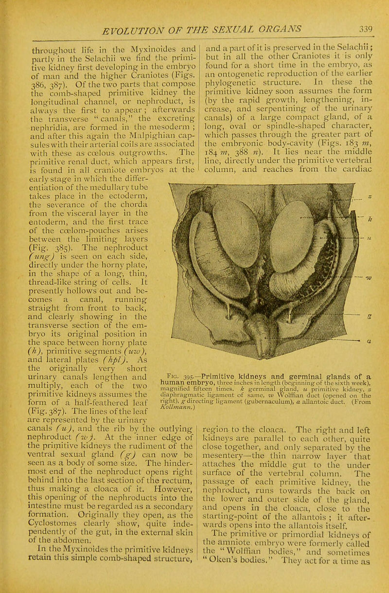 throughout hfe in the Myxinoides and partly in the Selachii we find the primi- tive liidney first developing in the embryo of man and the higher Craniotes (Figs. 386, 387). Of the two parts that compose the comb-sliapcd primitive liidney tlie longitudinal channel, or nephroduct, is always the first to appear; afterwards the transverse canals, the excreting nephridia, are formed in the mesoderm ; and after this again the Malpighian cap- sules with their arterial coils are associated with these as coelous outgrowths. The primitive renal duct, which appears first, is found in all craniote embryos at the early stage in which the differ- entiation of the medullary tube takes place in the ectoderm, the severance of the chorda from the visceral layer in the entoderm, and the first trace of the coelom-pouches arises between the limiting layers (Fig. 385). The nephroduct (ung) is seen on each side, directly under the horny plate, in the shape of a long, thin, thread-like string of cells. It presently hollows out and be- comes a canal, running straight from front to back, and clearly showing in the transverse section of the em- bryo its original position in the space between horny plate {h), primitive segments (uw), and lateral plates (hpl). As the originally very short urinary canals lengthen and multiply, each of the two primitive kidneys assumes the form of a half-feathered leaf (Fig. 387). The lines of the leaf are represented by the urinary canals fu), and the rib by the outlying nephroduct (w). At the inner edge of the priiTiitive kidne3^s the rudiment of the ventral sexual gland (g) can now be seen as a body of some size. The hinder- most end of the nephroduct opens right behind into the last section of the rectum, thus making a cloaca of it. However, this opening of the nephroducts into the intestine must be regarded as a secondary formation. Originally they open, as the Cyclostomes clearly show, quite inde- pendently of the gut, in the external skin of the abdomen. In the Myxinoides the primitive kidneys retain this simple comb-shaped structure, and a part of it is preserved in the Selachii; but in all the other Craniotes it is only found for a short time in the embryo, as an ontogenetic reproduction of the earlier phylogenetic structure. In these the primitive kidney soon assumes the form (by the rapid growth, lengthening, in- crease, and serpentining of the urinary canals) of a large compact gland, of a long, oval or spindle-shaped character, which passes through the greater part of the embryonic body-cavity (Figs. 183 m, 184 >«, 388 n). It lies near the middle line, directly under the primitive vertebral column, and reaches from the cardiac region to the cloaca. The right and left kidneys are parallel to each other, quite close together, and only separated by the mesentery—the thin narrow layer ' that attaches the middle gut to the under surface of the vertebral column. The passage of each primitive kidney, the nephroduct, runs towards the back on the lower and outer side of the gland, and opens in the cloaca, close to the starting-point of the allantois ; it after- wards opens into the allantois itself. The primitive or primordial kidneys of the amniote embryo were formerly called the Wolflian bodies, and sometimes  Oken's bodies. They act for a lime aa Fig. 395.—Primitive_ kidneys and germinal glands of a human embryo, three inches in length (beginning of the sixth week), magnified fifteen times, k germinal gland, u primitive kidney, z diaphragmatic ligament of same, vo Wolffian duct ^opened on the right), s directing ligament (gubernaculum), a allantoic duct. (From Kollmann.)