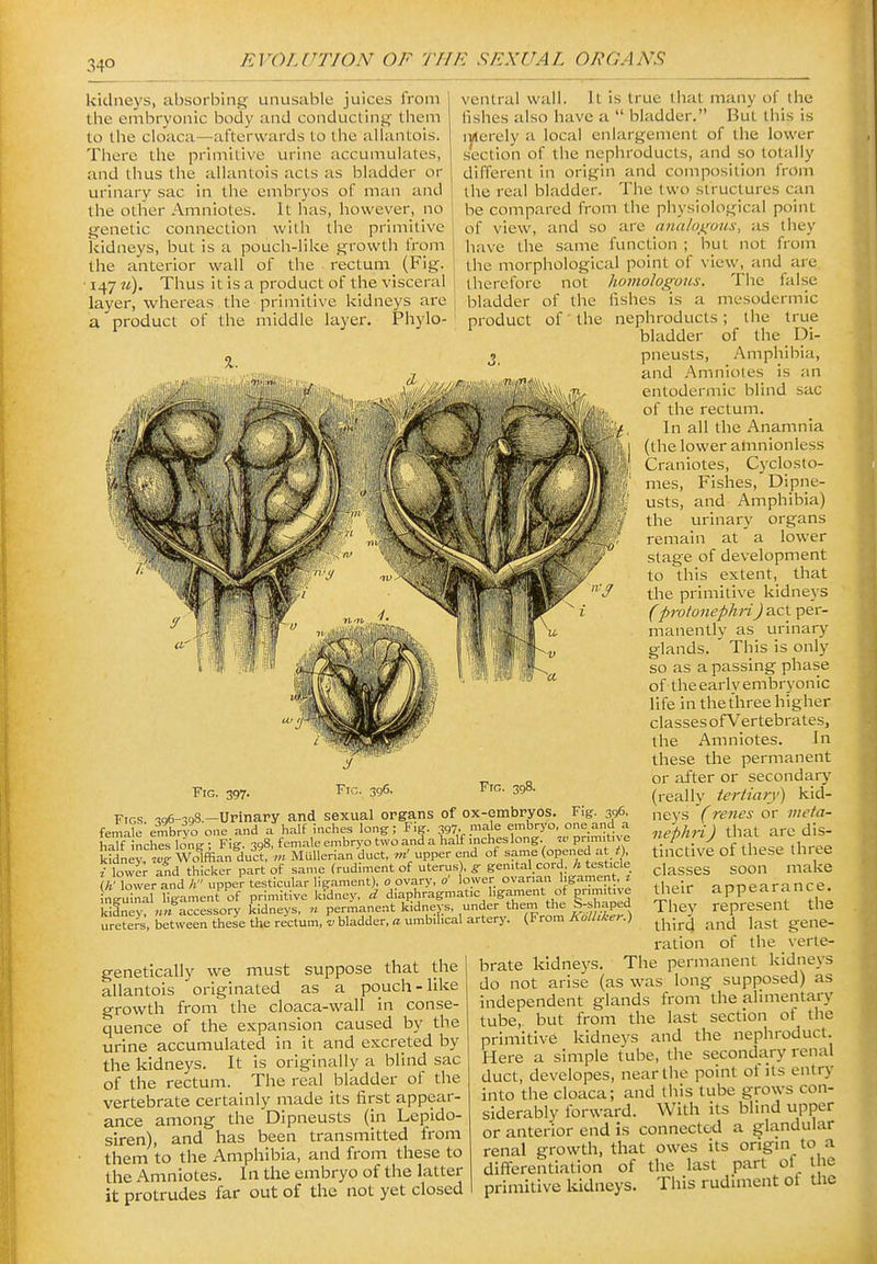 34° kidneys, Eibsorblng unusable juices from the embryonic body and conducting them to the cloaca—afterwards to the allantois. There the primitive urine accumulates, and thus the allantois acts as bladder or urinary sac in the embryos of man and the other Amniotes. It has, however, no genetic connection with the primitive kidneys, but is a pouch-like growth from the anterior wall of the rectum (Fig. ■ 147 u). Thus it is a product of the visceral layer, whereas the primitive kidneys are a product of the middle layer. Phylo- FlG. 398. Figs. ^ge-sgS.-Urinary and sexual organs of ox-embryos. Fig. 396, female embrvo oue and a half inches long; F>g. 397. male embryo, one and a half nches long : Fig. 398, female embryo two and a half inches long Pm.t.ve kfdney'^l Wolffian duct, Mullerian'duct, upper end of same (opened at^X ? lower InA thicker part of same (rudiment of uterus , g gemtal.cord, h testicle (A'Tower and A upper testicular ligament), 0 ovary, o' lower ovarian ligament, t nguinal Ugament^of primitive kfdney, d diaphragmatic ligmnent of primitive kidney, «« accessory kidneys, n permanent kidneys, under them the S-s .aped ureters, between these the rectum, v bladder, a umbilical artery. (From Rolhkey.) genetically we must suppose that the allantois originated as a pouch-like growth from the cloaca-wall in conse- quence of the expansion caused by the urine accumulated in it and excreted by the kidneys. It is originally a blind sac of the rectum. The real bladder of the vertebrate certainly made its first appear- ance among the Dipneusts (in Lepido- slren), and has been transmitted from them to the Amphibia, and from these to the Amniotes. In the embryo of the latter it protrudes far out of tlie not yet closed ventral wall. It is true that many of the lishes also have a  bladder. But this is iiAerely a local enlargement of the lower s'ection of the ncphroducts, and so totally different in origin and composition from the real bladder. The two structures can be compared from the piiysiological point of view, and so are ana/o_t^ous, as they have the same function ; but not from the morphological point of view, and are therefore not homologous. Tiie false bladder of the fishes is a mesodermic ni-oduct of the nephroducts ; the true bladder of the 1)1- pneusts, Amphibia, and Amniotes is an entodermic blind sac of the rectum. In all the Anamnia (the lower amnionless Craniotes, Cyclosto- mes, Fishes, Dipne- usts, and Amphibia) the urinary organs remain at a lower stage of development to this extent, that the primitive kidneys (protonephri) act per- manently as urinary glands. This is only so as a passing phase of the early embryonic life in the three higher classes ofV ertebrates, the Amniotes. In these the permanent or after or secondarj^ (really tertiary) kid- neys (renes or meta- nephri) that arc dis- tinctive of these three classes soon make their appearance. They represent the third and last gene- ration of the verte- brate kidneys. The permanent kidneys do not arise (as was long supposed) as independent glands from the alimentary tube, but from the last section ot the primitive kidneys and the nephroduct. Here a simple tube, the secondary renal duct, developes, near the point ot its entry into the cloaca; and this tube grows con- siderably forward. With its blind upper or anterior end is connected a glandular renal growth, that owes its ongm to a differentiation of the last part ot the primitive kidneys. This rudiment ot the