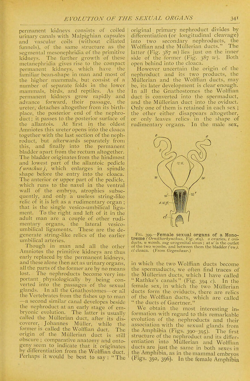 permanent kidneys consists of coiled urinary canals with Malpighian capsules and vascular coils (without ciliated funnels), of the same structure as the sotjniental mcsonephridia of the primitive kidneys. The further ^Towth of these metanephridia gives rise to the compact permanent kidneys, which have the familiar bean-shape in man and most of the higher mammals, but consist of a number of separate folds in the lower mammals, birds, and reptiles. As the permanent kidneys grow rapidly and advance forward, their passage, the ureter,' detaches altogether from its birth- place, the posterior end of the nephro- duct; it passes to the posterior surface of the allantois. At first in the oldest Amniotes this ureter opens into the cloaca together with the last section of the neph- roduct, but afterwards separately from this, and finally into the permanent bladder apart from the rectum altogether. The bladder originates from the hindmost and lowest part of the allantoic pedicle (urachusJ, which enlarges in spindle shape before the entry into the cloaca. The anterior or upper part of the pedicle, which runs to the navel in the ventral wall of the embryo, atrophies subse- quently, and only a useless string-like relic of it is left as a rudimentary organ ; that is the single vesico-umbilical liga- ment. To the right and left of it in the adult man are a couple of other rudi- mentary organs, the lateral vesico- umbilical ligaments. These are the de- generate string-like relics of the earlier umbilical arteries. Though in man and all the other Amniotes the primitive kidneys are thus early replaced by the permanent kidneys, and these alone then act as urinary organs, all the parts of the former are by no means lost. The nephroducts become very im- portant physiologically by being con- verted into the passages of the sexual glands. In all the Gnathostomes—or all the Vertebrates from the fishes up to man —a second similar canal developes beside the nephroduct at an early stage of em- bryonic evolution. The latter is usually called the Mullerian duct, after its dis- coverer, Johannes Miiller, while the former is called the Wolffian duct. The origin of the Mullerian duct is still obscure ; comparative anatomv and onto- geny seem to indicate that it' originates by differentiation from the Wolffian duct. Perhaps it would be best to say :  The original primary nephroduct divides by differentiation (or longitudinal cleavage) into two secondary nephroducts, the Wolffian and the Mullerian ducts. The latter (Fig. 3S7 m) lies just on the inner side of the former (Fig-. 387 w). Both open behind into the cloaca. However uncertain the origin of the nephroduct and its two products, the Mullerian and the Wolffian ducts, may be, its later development is clear enough. In all the Gnathostomes the Wolffian duct is converted into the spermaduct, and the Mullerian duct into the oviduct. Only one of them is retained in each sex ; the other either disappears altogether, or only leaves relics in the shape of rudimentary organs. In the male sex, Fig. toq.—Female sexual organs of a Mono- treme (Ornithorhynchus, Fig. 269). o ovaries, t ovi- ducts, u womb, sug urogenital sinus ; at ti is ttie outlet of the two wombs, and between them the bladder ('wk). c/cloaca, {^tom Gegenbaur.) in which the two Wolffian ducts become the spermaducts, we often find traces of the Mullerian ducts, which I have called Rathke's canals (Fig. 394 c). In the female sex, in which the \\vo Mullerian ducts form the oviducts, there are relics of the Wolffian ducts, which are called  the ducts of Gaertner. We obtain the most interesting in- formation with regard to this remarkable evolution of the nephroducts and their association with the sexual glands from the Amphibia (Fij^s. 390-395). The first structure of the nephroduct and its difTer- entiation into Mullerian and Wolffian ducts are just the same in both sexes in the Amphibia, as in the mammal embryos (Figs. 392, 396). In the female Amphibia