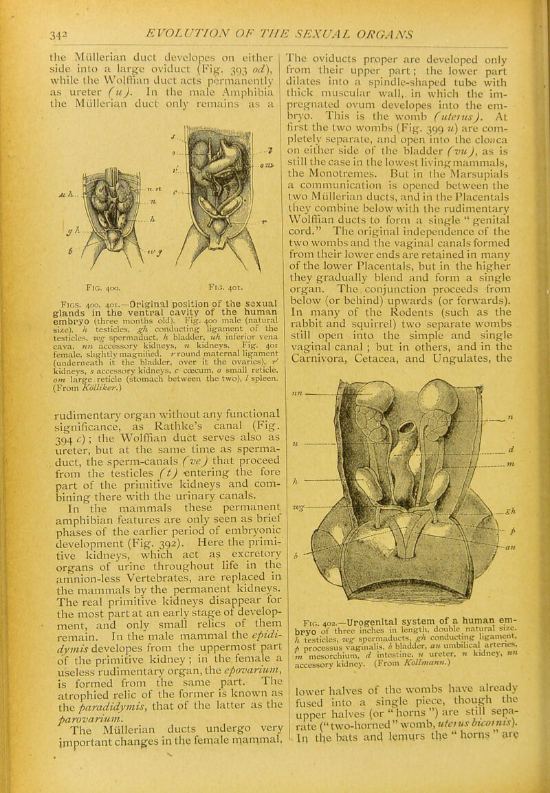 the Miillerian duct developes on either side into <a large oviduct (Fig. 393 od^, while the WollTian duct acts permanently as ureter (u). In the male Amphibia the Miillerian duct onlj' remains as a M A.. Fig. 400. Flu. 401. Figs. 400. 401.—Original position of the sexual glands in the ventral cavity of the human embryo (three months old). Fig. 400 male (natural size), h testicles, gh conducting ligament of the testicles, ivg spermaduct, h bladder, uh inferior vena cava, «« accessory kidneys, « kidneys. Fig. 401 female, slightly magnified, r round maternal ligament (underneath it the bladder, over it the ovaries), ■r' kidneys, 5 accessory kidneys, c coecum, 0 small reticle, om large reticle (stomach between tiie two), / spleen. (From Kollikey.) rudimentary organ without any functional significance, as Rathke's canal (Fig. 394 c); the Wolffian duct serves also as ureter, but at the same time as sperma- duct, the sperm-canals (ve) that proceed from the testicles (t) entering the fore part of the primitive kidneys and com bining there with the urinary canals. In the mammals these permanent amphibian features are only seen as brief phases of the earlier period of embryonic development (Fig. 392). Here the primi- tive kidneys, which act as _ excretory organs of urine throughout life in the amnion-less Vertebrates, are replaced in the mammals by the permanent kidneys. The real primitive kidneys disappear for the most part at an early stage of develop- ment, and only small relics of them remain. In the male mammal the epidi- dymis developes from the uppermost part of the primitive kidney; in the female a useless rudimentary organ, the epovarium, is formed from the same part. Tiie atrophied relic of the former is known as the paradidymis, that of the latter as the parovarium. The Mullerian ducts undergo very important changes in the female mammal, The oviducts proper are developed only from their upper part; the lower part dilates into a spindle-shaped tube with thick muscular wall,, in which the im- pregnated ovum developes into the em- bryo. This is the womb (litems). At first the two wombs (Fig. 399 v) are com- pletely separate, and open into the clofjca on either side of the bladder (vuJ, as is still the case in the lowest living mammals, the Monotremes. But in the Marsupials a communication is opened between the two Miillerian ducts, and in the Flacentals they combine below with the rudimentary Wolffian ducts to form a single  genital cord. The original independence of the two wombs and the vaginal canals formed from their lower ends are retained in many of the lower Placentals, but in the higher they gradually blend and form a single organ. The conjunction proceeds from below (or behind) upwards (or forwards). In many of the Rodents (such as the rabbit and squirrel) two separate wombs still open into the simple and single vaginal canal ; but in others, and in the Carnivora, Cetacea, and Ungulates, the Fig. 402.—Urogenital system of a human em- bryo of three inches in length, double natural size. h testicles, wg- spermaducts, conducting ligament, A processus vaginalis, /; bladder, au umbilical artencs, m mesorchium, d intestine, u ureter, n kidney, nn accessory kidney. (From Kollniattii.) lower halves of the wombs have already fused into a single piece, though the upper halves (or  horns ) are stdl sepa- rate ( two-horned  womb, utci us bicoints). In the bats and lemurs the  horns  are