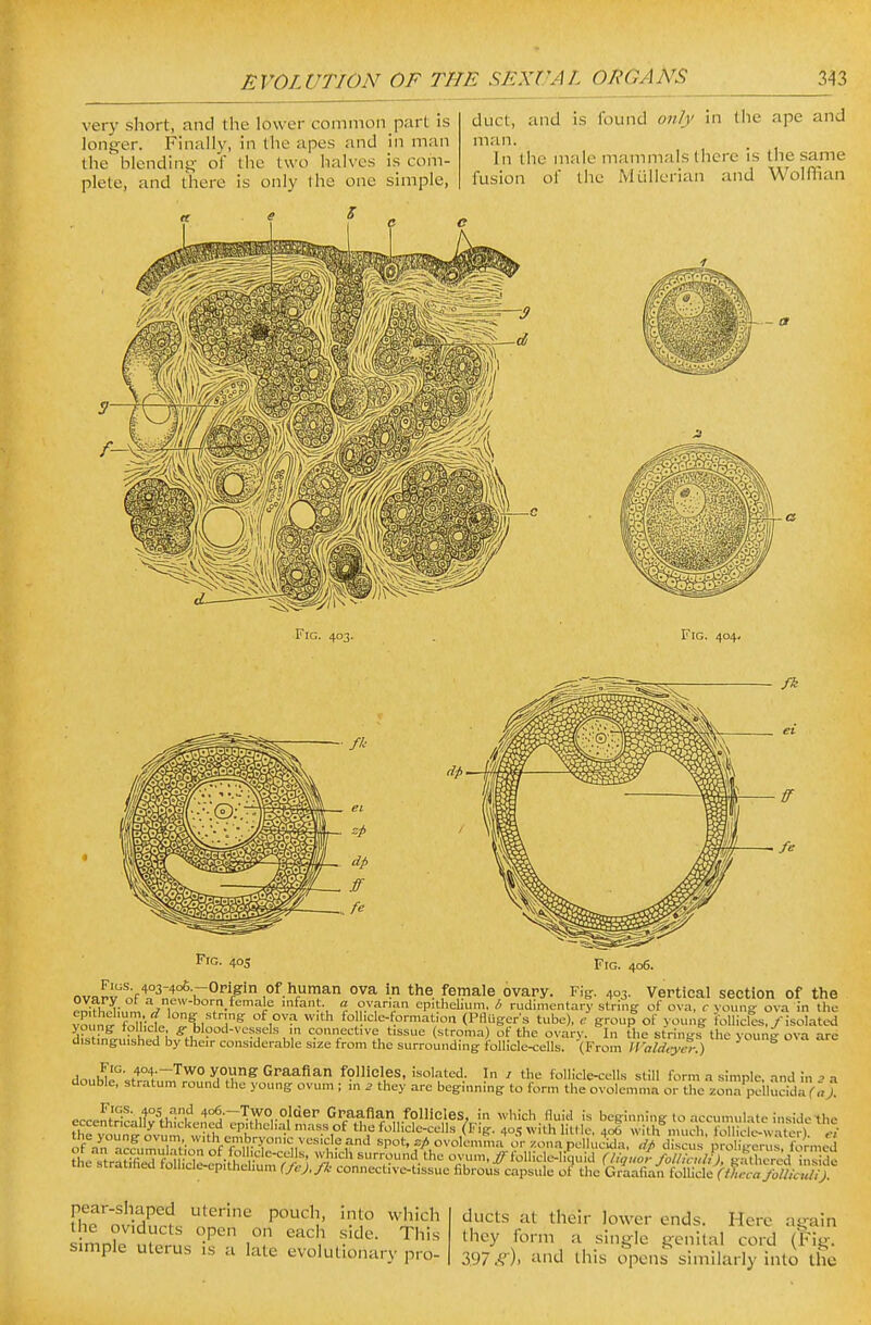 very short, and the lower common p.'irt is longer. Fhially, in the apes and jn man the blending- of the two halves is com- plete, and there is only the one simple. duct, and is found only in the ape and man. In the male mammals there is the same fusion of tile Miillerian and Wolffian Fig. 404. Fig. 40s Fig. 406. Fius. ovary of ovapv ot^^2wh; nT human ova m the female ovary. Figr. 403. Vertical section of the P,i^^XK,fn, ^ I . • i^ infant a ovanan epithelium, /> rudimentary string of ova, c young ova in the Xn^ fnli;.! ^Ki ''^ f°l;l'=-fo'-'ation (Pflugers tube), c group of young follicles,/isolated Sfstrn^, kh^i i^'^f)!' P S°»/'^t've^tissue (stroma) of the ovary. In the strings the young ova are dibtmguished by their considerable size from the surrounding follicle-cells. (From »'(r/a',:vtv-) ; 6 *^'»»«-*'-, ^ uiuuu-vesseiH in conn distinguished by their considerable size i douWe°'stt-'^tuT™,^°H,^ Graafian follicles, isoUated, In / the follicle-cells still form a simple, and in 2 a aouble, stratum round llie young ovum ; in 2 they are beginning to form the ovolcmma or the zona pollucida (a). ^..I.l'^^' 4°6.—Two older Graafian follicles, in wliich fluid is beginning to accumulate inside eccentrically thickened epithelial mass of the follicle-cells ^Fig. 40, with httle, 406 with much Hlic e^^^^^^^^^^ ofYn°rcfuZHtlonoVrir''r'n^^ ''Pot../ovolen,fna\;Uoiiapen;S.\^/d\v Tho «tr?Hfii? f ^rT ■.'-•'c-c'ills, which surround the ovum, #follicle-liquld (liquor follicxai), gathered ins de the stratified foll.cle-epithehum (fe),fk connective-tissue fibrous capsule of the Graafian {o\X^A^%^^cca}MkM) pear-shaped uterine pouch, into which the oviducts open on each side. This simple uterus is a late evolutionary pro- ducts at their lower ends. Here again they form a single genital cord (Fig. 3.97 of). tin<J this opens similarly into the