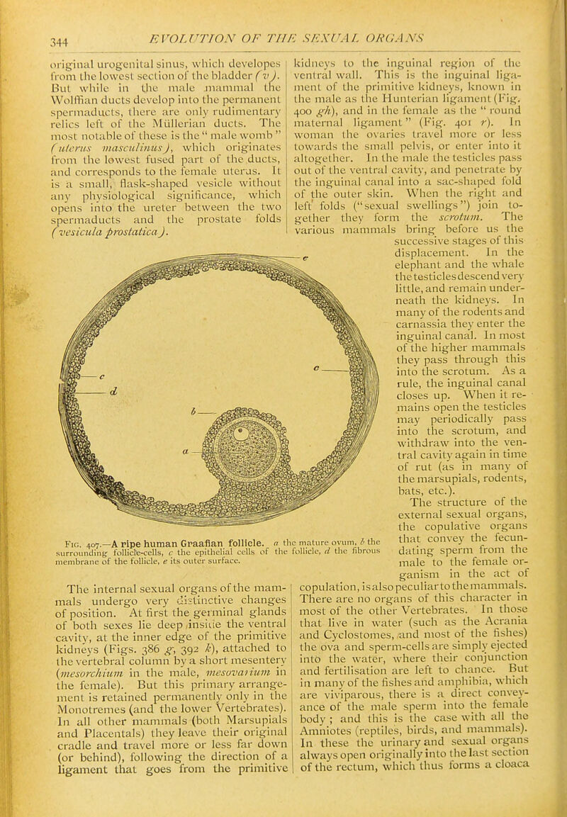 original urogenital sinus, which developes from the lowest section ol' the bladder (v). But while in the male mammal the Wolffian ducts develop into tlie permanent spcrmaducls, there are only rudimentar)' relics left of the Mullcrian ducts. The most notable of these is the  male womb  (uterus masculinusj, which originates iVom the lowest fused part of the ducts, and corresponds to the female uterus. It is a small, flask-shaped vesicle without an}' physiological significance, which opens into the ureter between the two spermaducts and the prostate folds ( vesicula prostatica). Fig. 407.—a ripe human Graafian follicle. « tl surrounding- folliclte-cells, c the epithelial cells of the membrane of the follicle, e its outer surface. The internal sexual organs of the mam- mals undergo very distinctive changes of position. At first the geiminal glands of both sexes lie deep ,insiiie the ventral cavity, at the inner edge of the primitive kidneys (Figs. 386 g, 392 k), attached to the vertebral column by a short mesentery {mesorchium in the male, mesovaiium in the female). But this primary arrange- ment is retained permanently only in the Monotremes (and the lower Vertebrates). In all other mammals (both Marsupials and Placentals) they leave their original cradle and travel more or less far down (or behind), following the direction of a ligament that goes from the primitive kidneys to the inguinal region of the ventral wall. This is the inguinal liga- ment of the primitive kidneys, known in the male as the Hunterian ligament (Fig. 400 ffh), and In the female as the  I'ound maternal ligament (Fig. 401 r). In woman the ovaries travel more or less towards the small pelvis, or enter into it altogether. In the male the testicles pass out of the ventral cavity, and penetrate by the inguinal canal into a sac-shaped fold of the outer skin. When the right and left' folds (sexual swellings) join to- gether they form the scrotum. The various mammals bring before us the successive stages of this displacement. In the elephant and the whale the testicles descend very little, and remain under- neath the kidneys. In many of the rodents and carnassia they enter the Inguinal canal. In most of the higher mammals they pass through this into the scrotum. As a rule, the inguinal canal closes up. When it re- mains open the testicles may periodically pass into the scrotum, and withdraw Into the ven- tral cavity again In time of rut (as in many of the marsupials, rodents, bats, etc.). The structure of the external sexual organs, the copulative organs that convey the fecun- dating sperm from the male to the female or- ganism In the act of copulation. Is also peculiar to the mammals. There are no organs of this character in most of the other Vertebrates. In those that live In water (such as the Acrania and Cyclostomes, and most of the fishes) the ova and sperm-cells are simply ejected into the water, where their conjunction and fertilisation are left to chance. But In many of the fishes and amphibia, which are viviparous, there is a direct convey- ance of the male sperm into the female body ; and this is the case with all the Amniotes (reptiles, birds, and mammals). In these the urinary and sexual organs always open originally into the last section of the rectum, which thus fonns a cloaca ic mature ovum, l> the follicle, d the fibrous