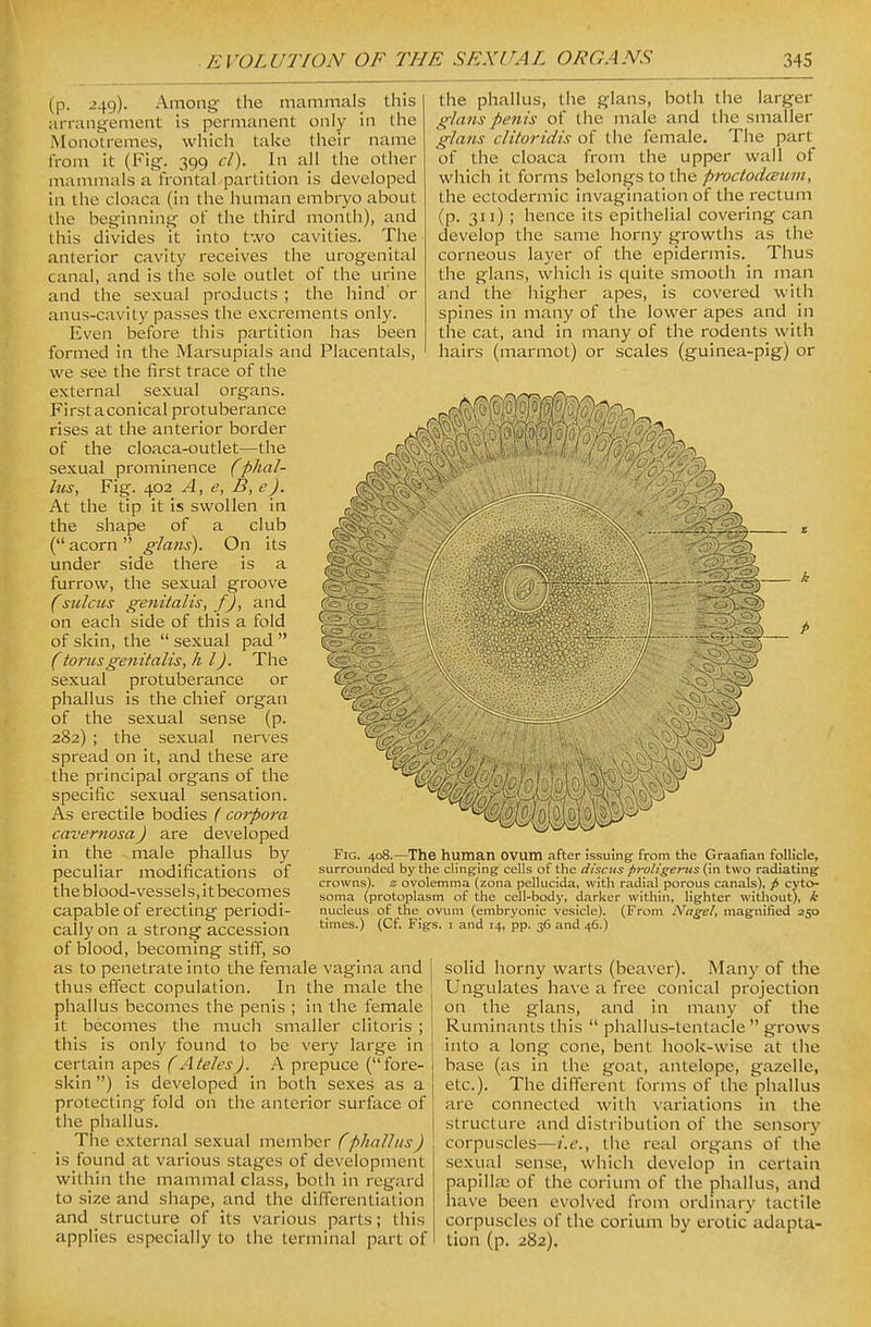(p. 249). Among the mammals this arrangement is permanent only in the MonoU-emes, which taUe their name from it (Fig. 399 cl). In all the other mammals a frontal partition is developed in the cloaca (in the human embryo about the beginning of the third month), and this divides it into t'.vo cavities. The anterior cavity receives the urogenital canal, and is the sole outlet of the urine and the sexual products ; the hind' or anus-cavity passes the excrements only. Even before this partition has been formed in the Marsupials and Placentals, we see the first trace of the external sexual organs. First a conical protuberance rises at the anterior border of the cloaca-outlet—the sexual prominence (phal- lus. Fig. 402 A, e, B, e). At the tip it is swollen in the shape of a club ( acorn  glans). On its under side there is a furrow, the sexual groove (sulcus genitalis, fj, and on each side of this a fold of skin, the  sexual pad  (torus genitalis, h I). The sexual protuberance or phallus is the chief organ of the sexual sense (p. 282) ; the sexual nerves spread on it, and these are the principal organs of tlie specific sexual sensation. As erectile bodies ( corpora cavernosa J are developed in the male phallus by peculiar modifications of the blood-vessels, it becomes capable of erecting periodi- cally on a strong accession of blood, becoming stiff, so as to penetrate into the female vagina and thus effect copulation. In the male the phallus becomes the penis ; in the female it becomes the much smaller clitoris ; this is only found to be very large in certain apes (A teles J. A prepuce (fore- skin ) is developed in both sexes as a protecting fold on the anterior surface of the phallus. The external sexual member fphallus) is found at various stages of development within the mammal class, both in regard to size and shape, and the differentiation and structure of its various parts; this applies especially to the terminal part of the phallus, the glans, both the larger glans penis of the male and the smaller glans clitoridis of the female. The part of the cloaca from the upper wall of which it forms belongs to the proctodcEum, the ectodermic invagination of the rectum (p. 311) ; hence its epithelial covering can develop the same horny growths as the corneous layer of the epidermis. Thus the glans, which is quite smooth in man and the higher apes, is covered with spines in many of the lower apes and in the cat, and in many of the rodents with hairs (marmot) or scales (guinea-pig) or Fig. 408.—The human ovum after issuing from the Graafian follicle, surrounded by the clinging^ cells of the discus proUgenis (in two radiating crowns), z ovolemma (zona pellucida, with radial porous canals), f> cyto- soma (protoplasm of the cell-body, darker within, lighter without), k nucleus of the ovum (embryonic vesicle). (From Nagel, magnified 250 times.) (Cf. Figs, i and 14, pp. 36 and 46.) solid horny warts (beaver). Many of the Ungulates have a free conical projection on the glans, and in many of the Ruminants this  phallus-tentacle  grows into a long cone, bent hook-wise at the base (as in the goat, antelope, gazelle, etc.). The different forms of the phallus are connected with variations in the structure and distribution of the sensory corpuscles—i.e., the real organs of the sexual sense, which develop in certain papilla; of the corium of the phallus, and have been evolved from ordinary tactile corpuscles of the corium by erotic adapta- tion (p. 282).