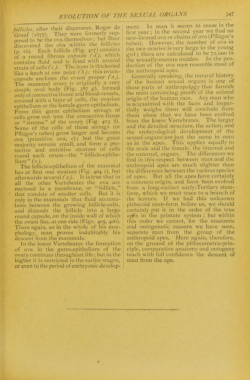 follicles, after their discoverer, Roger de Graaf (1677). Tliey were formerly sup- \ posed to be the ova themselves ; but Baer | discovered the ova within the follicles j (p. 16). Each follicle (Fig. 407) consists j of a round fibrous capsule (dj, which contains fluid and is lined with several , strata of cells (cJ. The layer is thickened like a knob at one point (b); this ovum- capsule encloses the ovum proper (a). The mammal ovary is orioinally a very simple oval body (Fig. 387 formed onlyof connective tissue and blood-vessels, covered with a layer of cells, the ovarian epithelium or the female germ epithelium. From this germ epithelium strings of cells grow out into the connective tissue or stroma of the ovary (Fig. 403 b). Some of the cells of these strings (or Pfliiger's tubes) grow larger and become ova (primitive ova, c) ; but the great majority remain small, and form a pro- tective and nutritive stratum of cells round each ovum—the  follicle-epithe- lium ('^fj. . . 1 The follicle-epithelium of the mammal has at first one stratum (Fig. 404 /), but afterwards several (2). It is true that in i all the other Vertebrates the ova are \ enclosed in a membrane, or follicle,! that consists of smaller cells. But it is only in the mammals that fluid accumu- lates between the growing follicle-cells, and distends the follicle into a large i round capsule, on the inside wall of which the ovum lies, at one side (Figs. 405, 406). There again, as in the whole of his mor- phology, man proves indubitably his descent from the mammals. In the lower Vertebrates the formation of ova in the germ-epithelium of the ovary continues throughout life ; but in the higher it is restricted to the earlier stages, or even to the period of embryonic develop- ment. In man it seems to cease in the first year ; in the second year we find no new-formed ova or chains of ova (Pfluger's tubes). However, the number of ova in the two ovaries is very large in the young girl ; there are calculated to be 72,000 in the sexually-mature maiden. In the pro- duction of the ova men resemble most of the anthropoid apes. Generally speaking, the natural history of the human sexual organs is one _ of those parts of anthropology that furnish the most convincing proofs of the animal origin of the human race. Any man who is acquainted with the facts and impar- tially weighs them will conclude from them alone that we have been evolved from the lower Vertebrates. The larger and the detailed structure, the action, and the embryological development of the sexual organs are just the same in man as in the apes. This applies equally to the male and the female, the internal and the external, organs. The differences we find in this respect between man and the anthropoid apes are much slighter than the diflerences between the various species of apes. But all the apes have certainly a common origin, and have been evolved from a long-extinct early-Tertiary stem- form, which we must trace to a branch of the lemurs. If we had this unknown pithecoid stem-form before us, we should certainly put it in the order of the true apfes in the primate system ; but within this order we cannot, for the anatomic and ontogenetic reasons we have seen, separate man from the group of the anthropoid apes. Here again, therefore, on the ground of the pithecometra-prin- ciple, comparative anatomy and ontogeny teach with full confidence the descent of man from the ape.