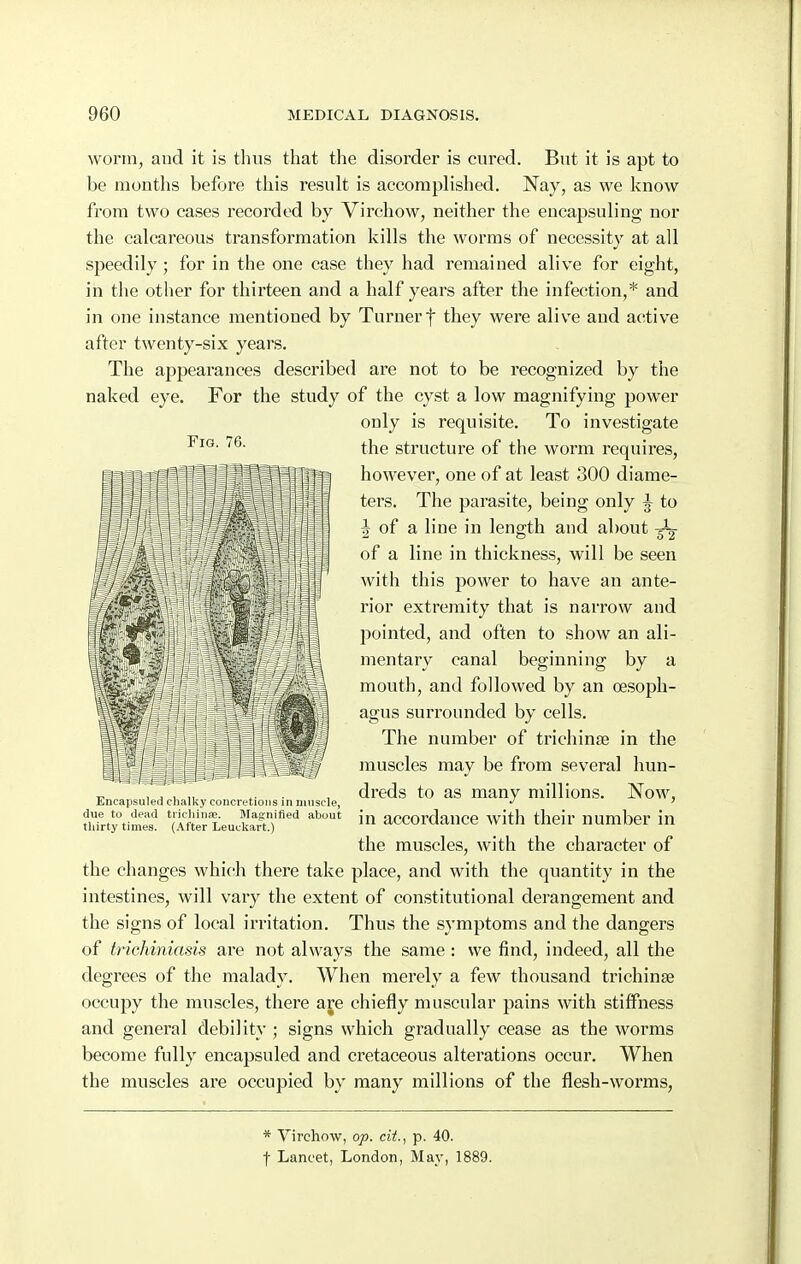 Fig. 76. worm, and it is tliiis that the disorder is cured. But it is apt to be months before this result is accomplished. Nay, as we know from two cases recorded by Virchow, neither the encapsuling nor the calcareous transformation kills the worms of necessity at all speedily; for in the one case they had remained alive for eight, in the other for thirteen and a half years after the infection,* and in one instance mentioned by Turnerf they were alive and active after twenty-six years. The appearances described are not to be recognized by the naked eye. For the study of the cyst a low magnifying power only is requisite. To investigate the structure of the worm requires, however, one of at least 300 diame- ters. The parasite, being only J to ^ of a line in length and about of a line in thickness, will be seen with this power to have an ante- rior extremity that is narrow and pointed, and often to show an ali- mentary canal beginning by a mouth, and followed by an oesoph- agus surrounded by cells. The number of trichinae in the muscles may be from several hun- dreds to as many millions. Now, in accordance with their number in the muscles, with the character of the changes which there take place, and with the quantity in the intestines, will vary the extent of constitutional derangement and the signs of local irritation. Thus the symptoms and the dangers of trichiniasls are not always the same: we find, indeed, all the degrees of the malady. When merely a few thousand trichinas occupy the muscles, there are chiefly muscular pains with stiffness and general debility ; signs which gradually cease as the worms become fully encapsuled and cretaceous alterations occur. When the muscles are occupied by many millions of the flesh-worms, Encapsuled chalky concretions in uniscle, due to dead tricliinoe. Magnified about thirty times. (After Leuckart.) * Virchow, op. cit., p. 40. f Lancet, London, May, 1889.