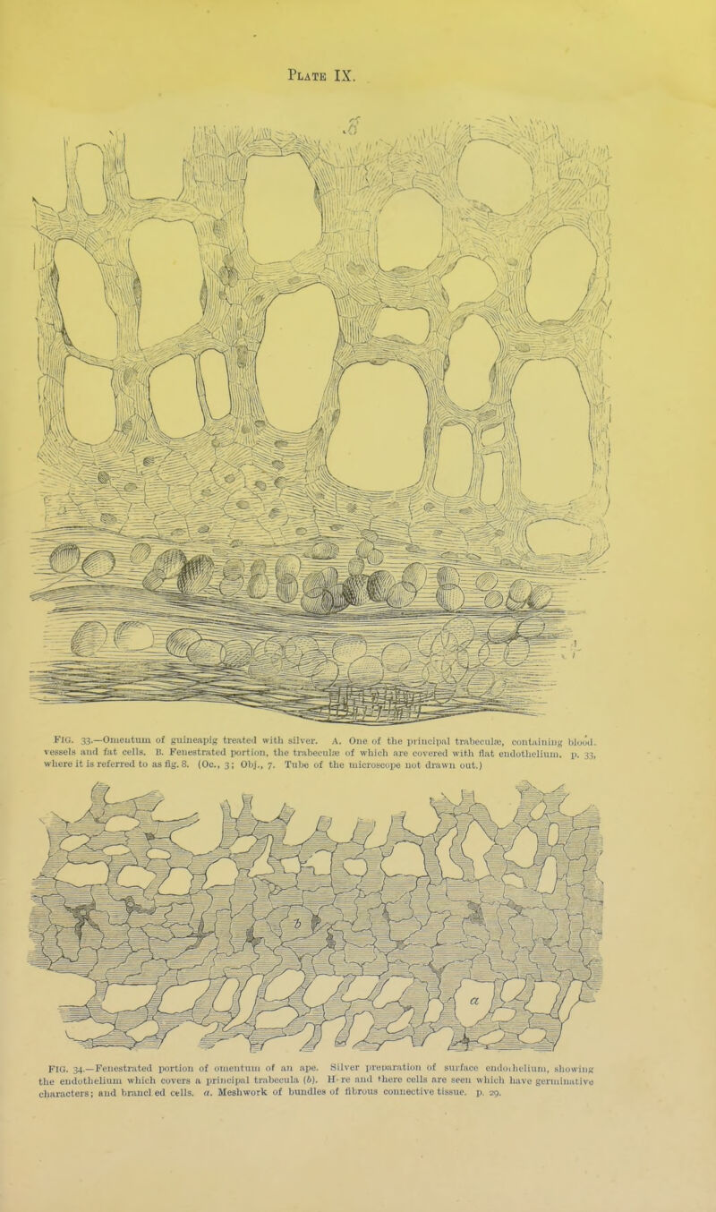 FIO. 33.—Omeutum of giiiueapig treated with silver. A. One of the i)iiiici|ml trabeciil;«, coiitiiiuiug blouil. vessels and fat cells. B. Fenestrated portion, the trabecnlie of which are covered with flat endothelium, p. 33, where it is referred to as fig. 8. (Oc, 3; Ohj., 7. Tube of the microscope not drawn out.) FIO. 34.—Fenestrated portion of omentum of an ape. Silver preparation of surface endoilielium, showinK the endothelium which covers a principal tral)ecula (6). H-re and there cells are seen which have germinative