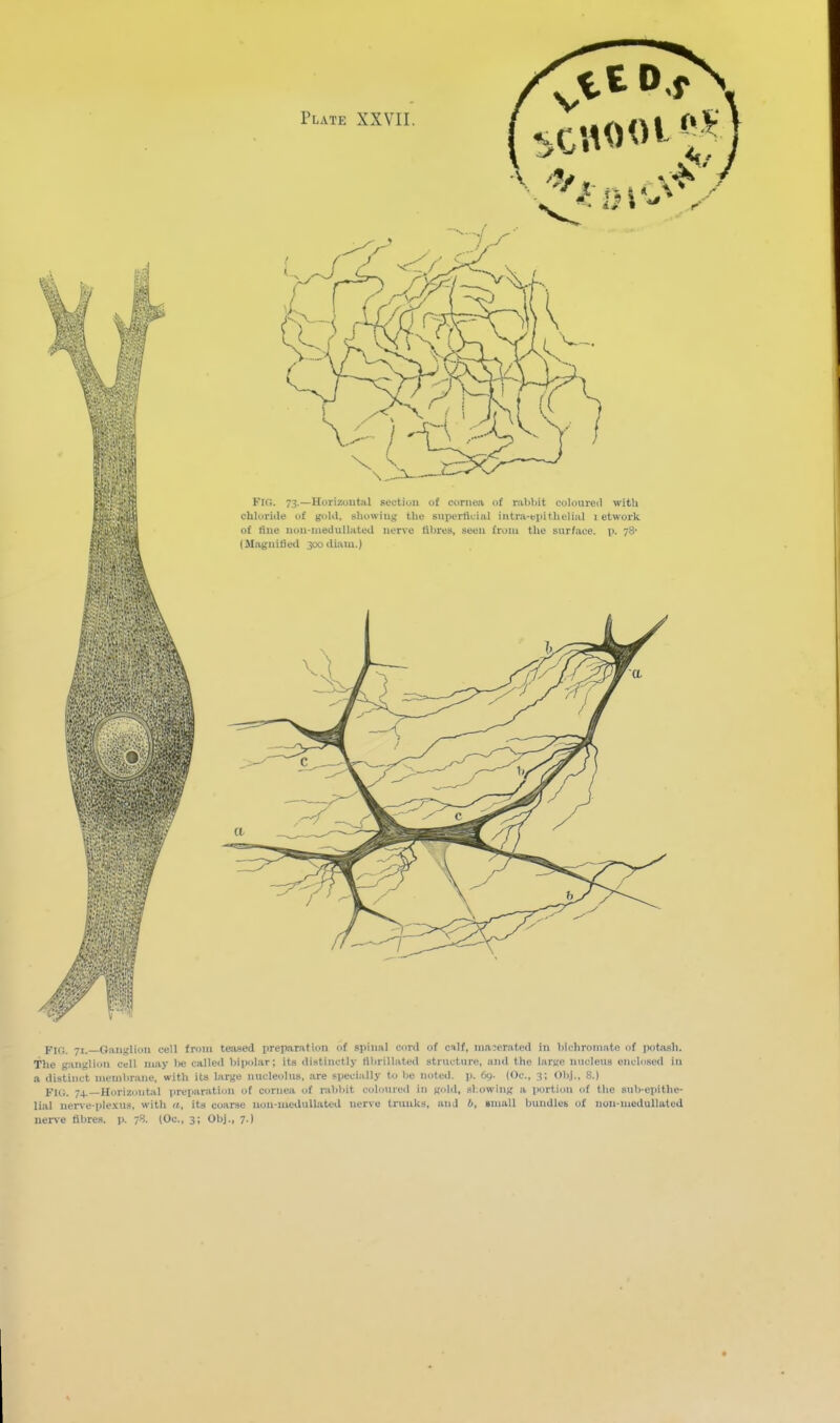 chluritle (tf gt»Kl, showing the s\ipertiuial intr;i-tx)ithelial i etwork of tine iion-iuedulhited nerve fibres, seeu from the sur/iice. p. 78' (Magnified 3oodiaiu.) Flc:. 71.—Gaiiitlion cell from teased preparation of spinal cord of calf, macerated in l)ichromate of pota-sli. The ganglion cell may he called bipolar; its distinctly tihrillated structure, and the large nucleus enclosed in a distinct membrane, with its large nucleolus, are specially to be noted, p. 69. (Oc, 3; Obj., 8.) FK;. 74.—Horizi>ntal preparati<jn of cornea of rabbit coloured in gold, showing a portion of the sub-epithe- lial uer\-e-plexus, with a, its coarse nou-meduUatcd nerve trunks, anj b, small bundlei. of non-mcdullated uerve fibres, p. 78. (Oc, 3; Obj., 7.)