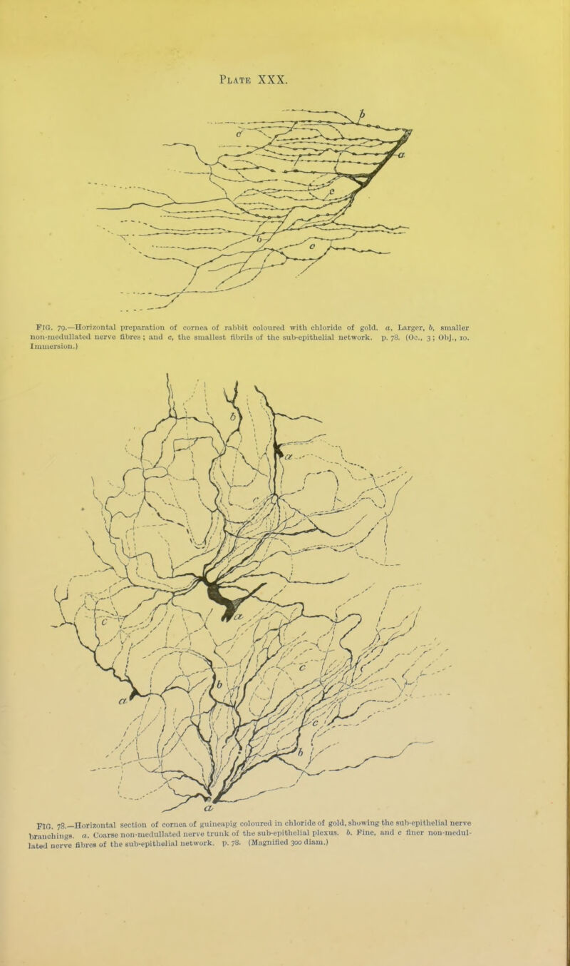 FIO. 79.—Horizontal iireparation of cornea of rabbit coloured with chloride of gold, a, Larger, b, smaller iion-mednUated nerve fibres; aud c, the smallest fibrils of the sub-epithelial network, p. 78. (Oc, 3; ObJ., 10. Initnersion.) FIO. 78.—Horizontal section of cornea of guineapig coloured in chloride of gold, showing the sub-epithelial nerve branchings. «. Coarse nori-niednllated nerve trunlc of the sub-epitlielial plexu.s. 6. Fine, and e finer non-niedul- latad nerve fibres of the sub-epitlielial network, p. 78- (Magnified 300 diam.)