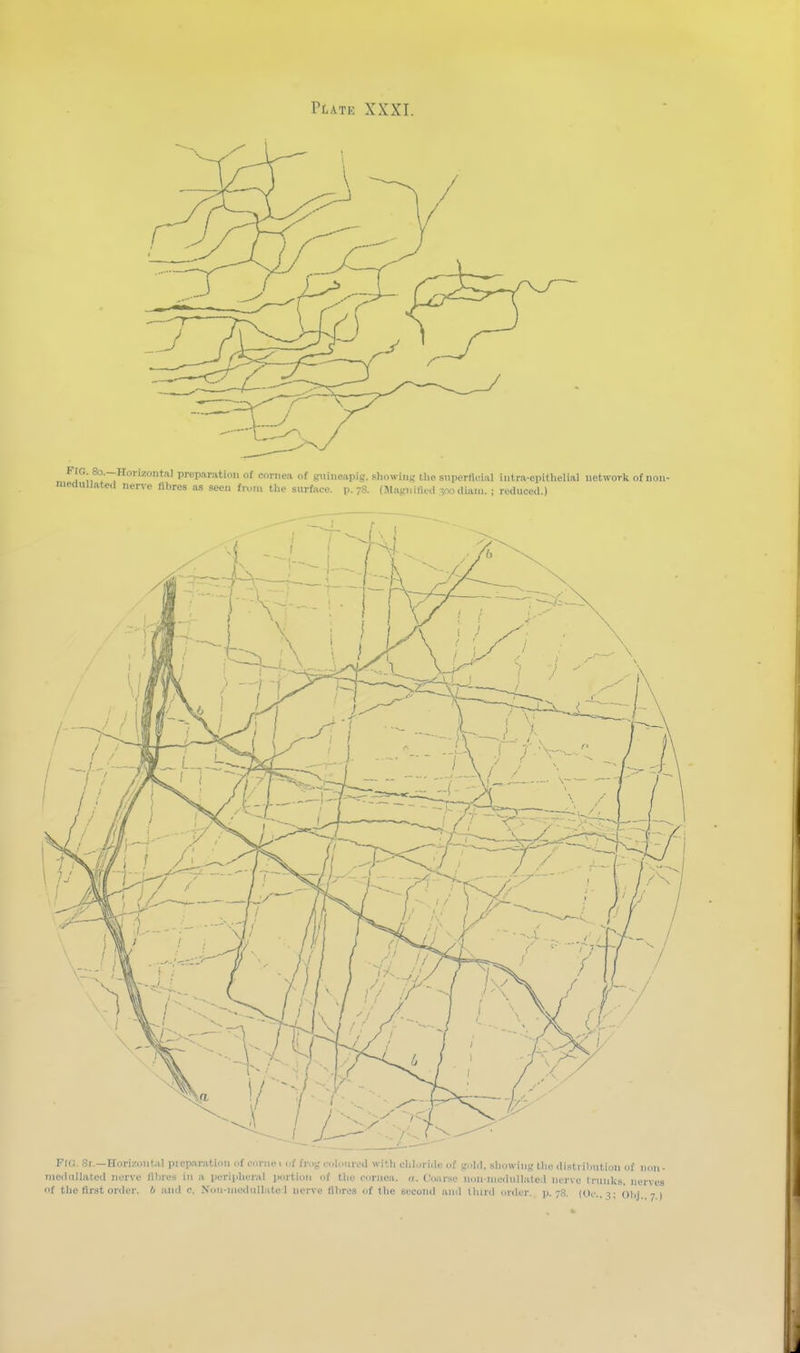 FIO. 8r.—Horizoiit.U piepariitioii i>f mni i no- . oli.iirea with clil..i iclf uf guM, showing the disti ilmtioii of tiledulliitcd iiorve fllires in a periiiliuriil iiortioii of the corncii. a. Coiu-sc non-niedullateil ikTve Iniiiks, u