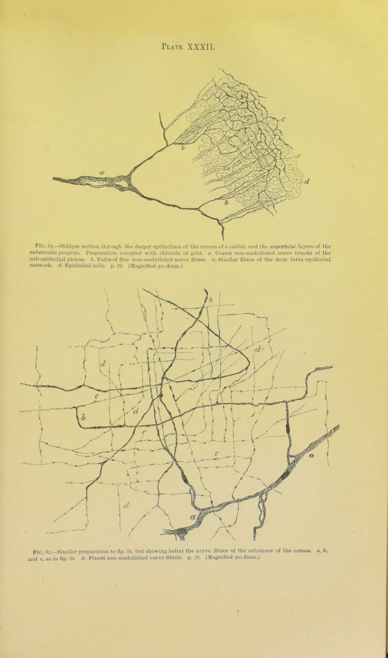 Fig. 8?.—OMique section tlinm^'li the ileei'er oiiitlu'limn of the conioji of ;i nililiit. luul tlie superfici/i' layeni of the substantia proitria. Prep.-iratiuii coioureil with chK»riile uf gohl. ti. C'tnirse iion-iiiedull;ited nerve trunks of the sub-epitlielial plexus. 6. Tuftsof fine non-nieihill.ited nerve fibres, e.. SiuiiUir fibres of the deei) intra-epitlieliul network, i/. Kpitlielial cells. 11.78. (Jliignitted 300 iliam.) Pig. R2.—Siuiihir prepiiralion to tiy. 81. but allowing better the nerve fibres of the aubstiuice of the c<iniea. a, 6,