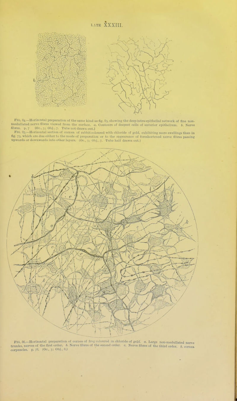 FIO. 84.—Horizcntal preparation o£ tlie same kind as fig. 83, showing the deep intru-epithclial network of fine non- mcduHiiteil mrve fllires viewed from tlie surface, a. Conloiirs of deepest cells of anterior epithelium, b. Nerve fibres, p. 7 (0C.. 3; 01)j., 7. Tnhe not drawn out.) FIG. 8s.—Horizontal section of cornea of i-,U)hit coloured with cliloride of gold, exhibiting more swellings than in flg- 73, which iire due either to the nio<le of preiiarivtion or to the mipearanee of foreshortened )ier\ e fibres passing upwards or downw.irils into other Layers. (Oc.Obj., 7. Tube half drawn out.) FIG. 86.—Horizontal preparation of cornea of frog cohnired in chloride of gojil. a. Large non-niedullated trunks, nerves of the first order. 6. Nerve fibres of the second order, c. Nerve fibres of the third order. * i corpuscles, p. 78. (Oc, 3; Obj., 8.)
