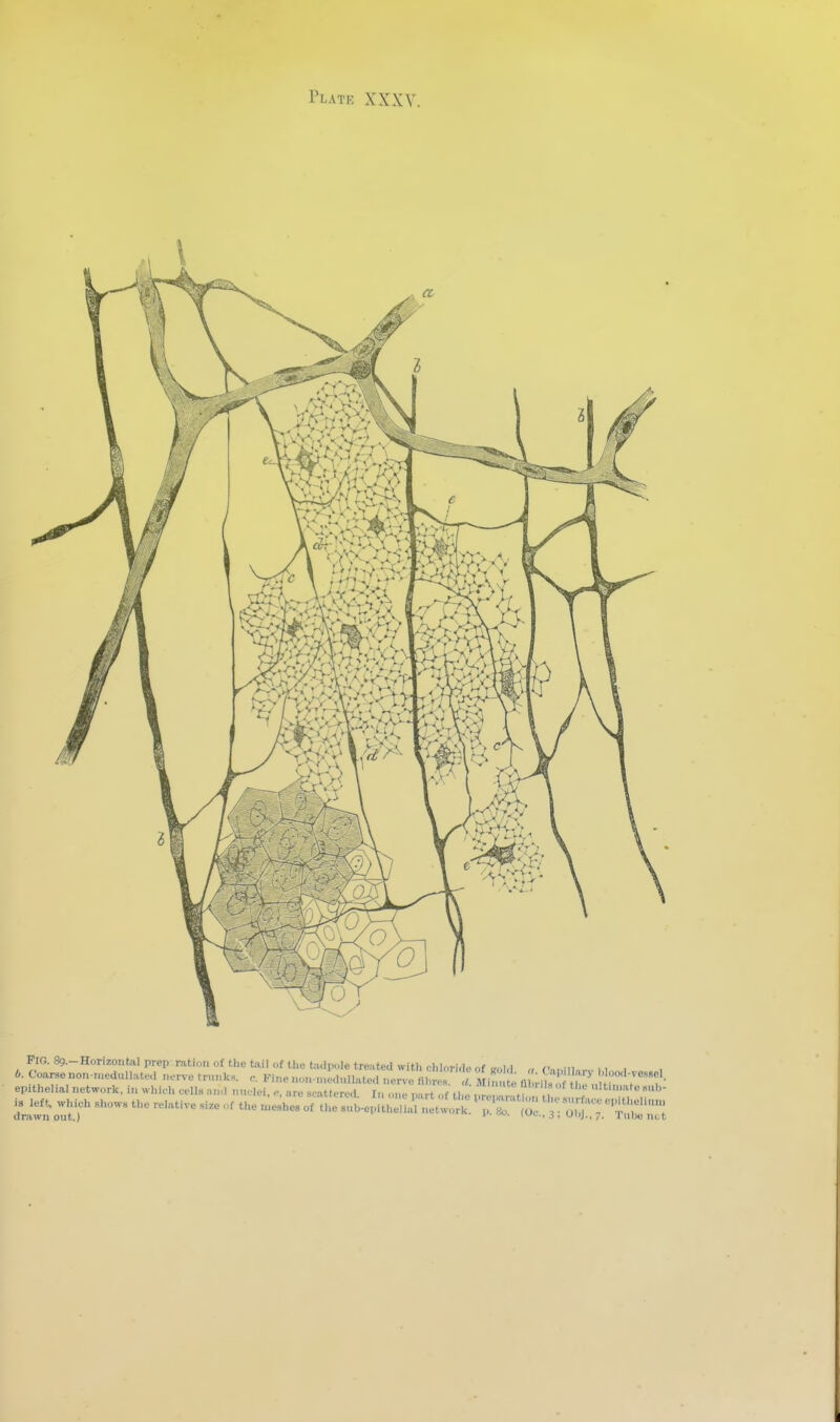 Pro. 89.-Hori7.ontal prep ration of tlietiiil of the t;ulpole treated with rhlori.lp of ,,,,1,1 „ . n ,, , b. Coarse no„.,neduHate.l nerve trnnk.. Fine non-n.ed«lIatea nerve flhr t Minute m riN ' h'' ' I';-^''^• epithelial network, in which cells and nuclei, are scattered In one p.rt of tl e\,rc utf . is^lef, whi^h Shows the relative si.e of the .eshes of t,. suh-epithlur r:rS:;'''^Z