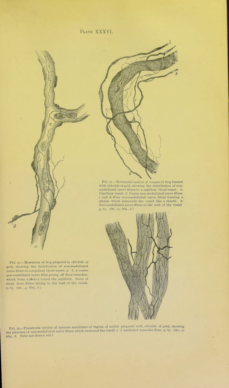 FtO. go.—Mesentery of frc't; preiMircd in chloride of gold, showing the distribution of nou-niedullate<l nerve filirc'to a capilliiry bluod-vessel, (i. b. A coarse nori-niedwllated nerve fllire giving off liner hraiiches, which form a idcxiis round the capillary. Some of these liner tilires belong to the wall of the vessel, p. 83. (OC..4: Obj.,8.) FIO. 91.- Horizontal section of tongue of frog treated with chloride of gold, showing the distribution of nou- meduUated nerve fibres to a capillary blood-vessel, a. Caiiillary vessel, b. Coarse non-nieduUated nerve fibres, c and d. Fine non-medullated nerve fibres forming a plexus which surrounds the \'essel like .-i sheath, d, Non-medullated nerve fibres in the wall of the vessel p. 83. {Oc.,3; Ohj.,S.) FIO 02-Transverse section of mucous membrane of rrwina of rabbit prepared with chloride of gold, showing the plexuses of non-medullated nerve fibres which surround the bundl s t u.istriped muscular fibre, p. 83. (Oc„ 3: Obj., 8. Tube not drawn out.)