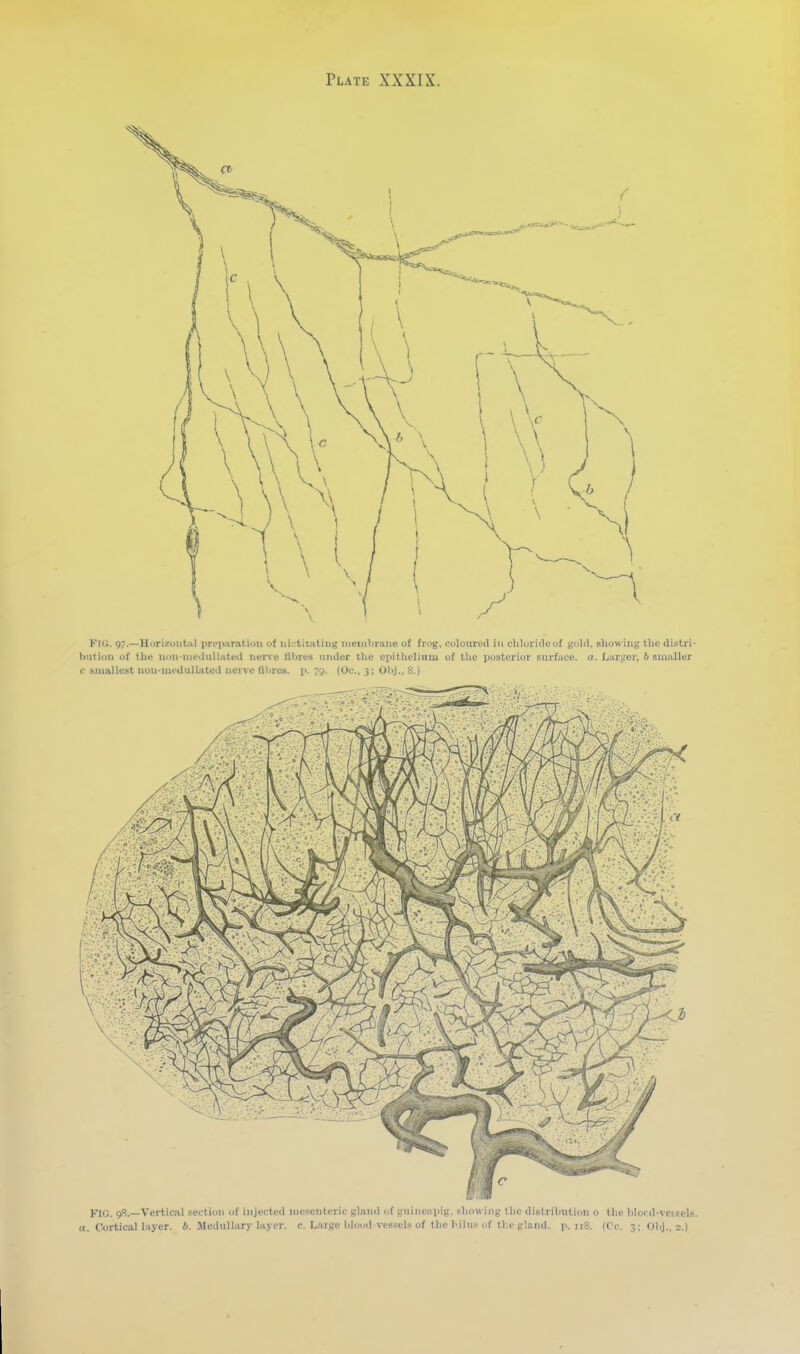 FIG. gS.—Vertical seetidii i>f iiijecteci iiieseiitcric glaiul uf t'uiiienpij;. slinwiiig the ilistrilmtiuii o tl;e bloril-vcsfels a. Cortical l.iyer. 6. Medullary layer, c Large bluud vessels of tlie biliis nf tl-.e gland, p. ii8. (<>. 3;01ij., 2.)